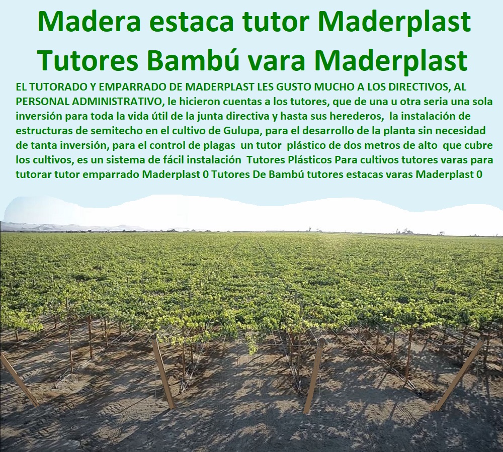 55 TUTORES DE PLÁSTICO PARA SUJETAR PLANTAS 0 TUTOR DE PLÁSTICO PARA CULTIVAR EFICIENTEMENTE 0 TUTOR DE PLÁSTICO PARA CULTIVAR TÉCNICAMENTE 0 Estacones, Tutores Y Postes De Pvc 0 Tutores De Plástico Para Sujetar Plantas 0 Tutor Plástico Reforzado Fibra De Vidrio 0 Espalderas Para Tomates 0 Tutor De Plástico Para Cultivar Responsablemente 0 Proyecto De Cultivo De Flores 0 Tutores Cilíndricos Muy Robustos 0 Tutores Para Plantas En Madera 0 Palos Redondos De Madera 0 Tutorado Agrícola 0 Tutores Para Plantas 0 Fábrica De Tutores Para Plantas 0 Producción De Tutor Plastico Derivados De Envases De Reciclaje De Plásticos 0 Tutores Para Plantas Y Hortalizas 0 Estacones Tutores Postes De Bambú Guadua 0 Tutor Plásticos Para Cultivar El Huerto 0 Vara Tutor De Madera Plástica Para Cultivar Flores 0 Entutorado Tutor Sintético Para Cultivar Pitayas 0 Tutores Fibra De Vidrio Plástico Para Cultivar Uvas 0 Tutor De Emparrado Plástico Para Cultivar Maracuyá 0 Tutor Con Espaldera Para Cultivar Arveja 0 Tutor Para Cultivar Frijol 0 Tutor Para Cultivar Tomates 0 55 TUTORES DE PLÁSTICO PARA SUJETAR PLANTAS 0 TUTOR DE PLÁSTICO PARA CULTIVAR EFICIENTEMENTE 0 TUTOR DE PLÁSTICO PARA CULTIVAR TÉCNICAMENTE 0 Estacones, Tutores Y Postes De Pvc 0 Tutores De Plástico Para Sujetar Plantas 0 Tutor Plástico Reforzado Fibra De Vidrio 0 Espalderas Para Tomates 0 Tutor De Plástico Para Cultivar Responsablemente 0 Proyecto De Cultivo De Flores 0 Tutores Cilíndricos Muy Robustos 0 Tutores Para Plantas En Madera 0 Palos Redondos De Madera 0 Tutorado Agrícola 0 Tutores Para Plantas 0 Fábrica De Tutores Para Plantas 0 Producción De Tutor Plastico Derivados De Envases De Reciclaje De Plásticos 0 Tutores Para Plantas Y Hortalizas 0 Estacones Tutores Postes De Bambú Guadua 0 Tutor Plásticos Para Cultivar El Huerto 0 Vara Tutor De Madera Plástica Para Cultivar Flores 0 Entutorado Tutor Sintético Para Cultivar Pitayas 0 Tutores Fibra De Vidrio Plástico Para Cultivar Uvas 0 Tutor De Emparrado Plástico Para Cultivar Maracuyá 0 Tutor Con Espaldera Para Cultivar Arveja 0 Tutor Para Cultivar Frijol 0 Tutor Para Cultivar Tomates 0 Tutores Plásticos Para cultivos tutores varas para tutorar tutor emparrado Maderplast 0 Tutores De Bambú tutores estacas varas Maderplast 0 Tipos De Tutores Tutorados De Árboles 0 Estacas De Madera estacas palos tutores Maderplast PP Tutores Plásticos Para cultivos tutores varas para tutorar tutor emparrado Maderplast 0 Tutores De Bambú tutores estacas varas Maderplast 0 Tipos De Tutores Tutorados De Árboles 0 Estacas De Madera estacas ESTOY COMPRANDO TUTORES PARA PLANTAS Y HORTALIZAS 0 ESTACONES TUTORES POSTES DE BAMBÚ GUADUA 0 TUTOR PLÁSTICOS PARA CULTIVAR EL HUERTO 0 VARA TUTOR DE MADERA PLÁSTICA PARA CULTIVAR FLORES 0 Entutorado Tutor Sintético Para Cultivar Pitayas 0 Tutores Fibra De Vidrio Plástico Para Cultivar Uvas 0 Tutor De Emparrado Plástico Para Cultivar Maracuyá 0 Tutor Con Espaldera Para Cultivar Arveja 0 Tutor Para Cultivar Frijol 0 Tutor Para Cultivar Tomates 0 Tutores De Plástico Para Sujetar Plantas 0 Tutor De Plástico Para Cultivar Eficientemente 0 Tutor De Plástico Para Cultivar Técnicamente, 0 palos tutores Maderplast PP