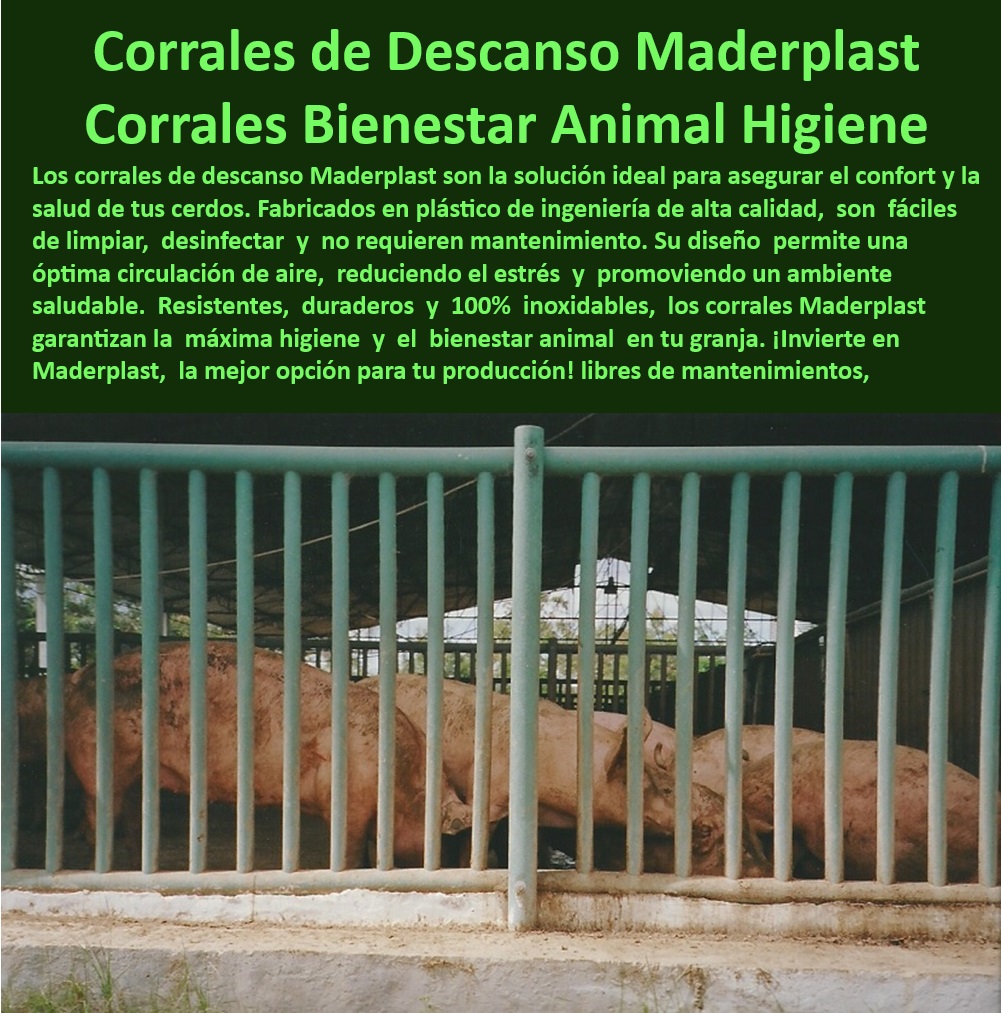 Corrales Para Granjas Porcinas Tipo Baranda Ventilada Maderplast ¿Cómo elegir barandas higiénicas para maternidades porcinas? - Corrales diseñados para maximizar el bienestar animal, - Soluciones higiénicas en corrales para maternidades porcinas, - Materiales certificados para ambientes ácidos en granjas, - Barandas-Duraderas-Modulares , - Sistemas-De-Bioseguridad-Granjas - Sistemas plásticos modulares para instalaciones porcinas, - Soluciones modulares en corrales para engorde eficiente, - Corrales ventilados diseñados para ambientes controlados, - ¿Cuáles son los mejores corrales plásticos para reproducción porcina? - ¿Qué sistemas de bioseguridad se recomiendan para granjas de cerdos? , - Estructuras-Plásticas-Porcinas , - Corrales-Para-Reproducción-Porcina - Separadores de cerdos que reducen el estrés y mejoran la producción, - Divisiones plásticas duraderas para granjas tecnificadas, - Corrales sin mantenimiento para granjas modernas y eficientes, - Barandas modulares anticorrosivas para granjas porcinas, - Materiales anticorrosivos para separaciones porcinas duraderas, - Barandas modulares certificadas para bioseguridad porcina, - Separadores higiénicos y resistentes para manejo de cerdos, - Divisiones plásticas para reproducción y maternidad de cerdos, - Divisiones-Modulares-Porcinas - Barandas sostenibles y ergonómicas para granjas tecnificadas, - Separadores de corrales plásticos para bioseguridad avanzada, - Barandas reciclables con alta resistencia para porcicultura, - Sistemas de corrales resistentes a la humedad y corrosión, - Divisiones resistentes para corrales porcinos de engorde, - Materiales-Certificados-Ambientes-Ácidos - ¿Dónde comprar divisiones modulares para corrales porcinos? - Sistemas de separación para cerdos con diseño innovador, - ¿Qué materiales son mejores para corrales resistentes en granjas? - Divisiones de corrales que cumplen con las normas internacionales, - Materiales plásticos para divisiones en granjas sostenibles, - Separadores-Higiénicos-Cerdos , - Soluciones-Para-Granjas-Tecnificadas - Divisiones para cerdos con limpieza fácil y rápida, - Corrales para reproducción porcina con ventilación óptima, - Corrales-Ventilados-Porcicultura , - Barandas-Anticorrosivas-Granjas - Corrales para porcicultura con diseño modular inteligente. - Divisiones de Corrales con Resistencia a Ambientes Ácidos - Sistemas de Separación Porcino Certificados para Normas Internacionales - Divisiones para Reproducción - Corrales Corrales Para Granjas Porcinas Tipo Baranda Ventilada Maderplast Divisiones de Corrales con Resistencia a Ambientes Ácidos Sistemas de Separación Porcino Certificados para Normas Internacionales Divisiones para Reproducción Corrales ¿Cómo elegir barandas higiénicas para maternidades porcinas? - Corrales diseñados para maximizar el bienestar animal, - Soluciones higiénicas en corrales para maternidades porcinas, - Materiales certificados para ambientes ácidos en granjas, - Barandas-Duraderas-Modulares , - Sistemas-De-Bioseguridad-Granjas - Sistemas plásticos modulares para instalaciones porcinas, - Soluciones modulares en corrales para engorde eficiente, - Corrales ventilados diseñados para ambientes controlados, - ¿Cuáles son los mejores corrales plásticos para reproducción porcina? - ¿Qué sistemas de bioseguridad se recomiendan para granjas de cerdos? , - Estructuras-Plásticas-Porcinas , - Corrales-Para-Reproducción-Porcina - Separadores de cerdos que reducen el estrés y mejoran la producción, - Divisiones plásticas duraderas para granjas tecnificadas, - Corrales sin mantenimiento para granjas modernas y eficientes, - Barandas modulares anticorrosivas para granjas porcinas, - Materiales anticorrosivos para separaciones porcinas duraderas, - Barandas modulares certificadas para bioseguridad porcina, - Separadores higiénicos y resistentes para manejo de cerdos, - Divisiones plásticas para reproducción y maternidad de cerdos, - Divisiones-Modulares-Porcinas - Barandas sostenibles y ergonómicas para granjas tecnificadas, - Separadores de corrales plásticos para bioseguridad avanzada, - Barandas reciclables con alta resistencia para porcicultura, - Sistemas de corrales resistentes a la humedad y corrosión, - Divisiones resistentes para corrales porcinos de engorde, - Materiales-Certificados-Ambientes-Ácidos - ¿Dónde comprar divisiones modulares para corrales porcinos? - Sistemas de separación para cerdos con diseño innovador, - ¿Qué materiales son mejores para corrales resistentes en granjas? - Divisiones de corrales que cumplen con las normas internacionales, - Materiales plásticos para divisiones en granjas sostenibles, - Separadores-Higiénicos-Cerdos , - Soluciones-Para-Granjas-Tecnificadas - Divisiones para cerdos con limpieza fácil y rápida, - Corrales para reproducción porcina con ventilación óptima, - Corrales-Ventilados-Porcicultura , - Barandas-Anticorrosivas-Granjas - Corrales para porcicultura con diseño modular inteligente. Corrales Para Granjas Porcinas Tipo Baranda Ventilada Maderplast - Divisiones de Corrales con Resistencia a Ambientes Ácidos - Sistemas de Separación Porcino Certificados para Normas Internacionales - Divisiones para Reproducción - Corrales