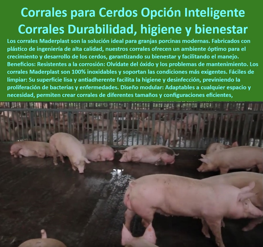 Diseño corrales modernos para cerdos Innovación corral porcicultura Maderplast Tecnología moderna para la gestión de cerdos en granjas tecnificadas, - Cercas anticorrosivas para instalaciones porcinas modernas, - Cercas para cerdos con diseño adaptable y eficiente, - Tecnología avanzada en manejo de corrales porcinos, - ¿Cómo instalar corrales sostenibles y modulares en una granja? - ¿Qué corrales son ideales para climas cálidos y húmedos? , - Diseño-Avanzado-Porcicultura - Divisiones modulares para instalaciones de porcicultura, - Divisiones para cerdos sin óxido y de larga duración, - Cercas plasticos duraderos para corrales de cerdos, - Materiales plásticos para corrales resistentes y sostenibles, - Sistemas de separación higiénicos para granjas tecnificadas, - Cercas-Resistentes-Porcinas , - Tecnología-Porcina-Modular - Sistemas de barandas resistentes para climas extremos, - Corrales modulares para manejo eficiente de cerdos, - Corrales sostenibles con diseño modular para granjas, - Corrales de engorde resistentes con superficies antibacterianas, - Corrales-Higiénicos-Cerdos - Sistemas de corrales diseñados para mejorar la bioseguridad, - Corrales de cerdos libres de mantenimiento y fáciles de limpiar, - ¿Dónde comprar corrales higiénicos y duraderos para cerdos? - Corrales inteligentes para maximizar el bienestar animal, - ¿Qué tecnología moderna es ideal para manejar cerdos en granjas? , - Sistemas-Sostenibles-Porcinos - Cercas modulares para optimizar espacios en granjas porcinas, - Innovación en corrales higiénicos para producción porcina, - Materiales reciclables para instalaciones porcinas sostenibles, - Cercas porcícolas diseñadas para climas cálidos y húmedos, - Divisiones-Modulares-Cerdos - Tecnología en diseño de corrales higiénicos y eficientes, - Cercas-Plásticas-Duraderas - ¿Cuáles son las mejores cercas plásticas para instalaciones porcinas? , - Manejo-Moderno-Granjas , - Corrales-Modernos-Porcinos , - Bioseguridad-Porcina-Eficiente - Corrales económicos y sostenibles para granjas tecnificadas, - Corrales plásticos con resistencia a ambientes húmedos y ácidos, - Cercas plásticas personalizables para producción porcina, - Diseño de corrales modernos para porcicultura sostenible. - Cómo usar cercas de plástico corrales porcinos - Corrales sostenibles para porcinos con diseño modular - Tecnología moderna para manejo de corrales porcinos - Diseño corrales modernos para cerdos Innovación corral porcicultura Maderplast Cómo usar cercas de plástico corrales porcinos Corrales sostenibles para porcinos con diseño modular Tecnología moderna para manejo de corrales porcinos Tecnología moderna para la gestión de cerdos en granjas tecnificadas, - Cercas anticorrosivas para instalaciones porcinas modernas, - Cercas para cerdos con diseño adaptable y eficiente, - Tecnología avanzada en manejo de corrales porcinos, - ¿Cómo instalar corrales sostenibles y modulares en una granja? - ¿Qué corrales son ideales para climas cálidos y húmedos? , - Diseño-Avanzado-Porcicultura - Divisiones modulares para instalaciones de porcicultura, - Divisiones para cerdos sin óxido y de larga duración, - Cercas plasticos duraderos para corrales de cerdos, - Materiales plásticos para corrales resistentes y sostenibles, - Sistemas de separación higiénicos para granjas tecnificadas, - Cercas-Resistentes-Porcinas , - Tecnología-Porcina-Modular - Sistemas de barandas resistentes para climas extremos, - Corrales modulares para manejo eficiente de cerdos, - Corrales sostenibles con diseño modular para granjas, - Corrales de engorde resistentes con superficies antibacterianas, - Corrales-Higiénicos-Cerdos - Sistemas de corrales diseñados para mejorar la bioseguridad, - Corrales de cerdos libres de mantenimiento y fáciles de limpiar, - ¿Dónde comprar corrales higiénicos y duraderos para cerdos? - Corrales inteligentes para maximizar el bienestar animal, - ¿Qué tecnología moderna es ideal para manejar cerdos en granjas? , - Sistemas-Sostenibles-Porcinos - Cercas modulares para optimizar espacios en granjas porcinas, - Innovación en corrales higiénicos para producción porcina, - Materiales reciclables para instalaciones porcinas sostenibles, - Cercas porcícolas diseñadas para climas cálidos y húmedos, - Divisiones-Modulares-Cerdos - Tecnología en diseño de corrales higiénicos y eficientes, - Cercas-Plásticas-Duraderas - ¿Cuáles son las mejores cercas plásticas para instalaciones porcinas? , - Manejo-Moderno-Granjas , - Corrales-Modernos-Porcinos , - Bioseguridad-Porcina-Eficiente - Corrales económicos y sostenibles para granjas tecnificadas, - Corrales plásticos con resistencia a ambientes húmedos y ácidos, - Cercas plásticas personalizables para producción porcina, - Diseño de corrales modernos para porcicultura sostenible. Diseño corrales modernos para cerdos Innovación corral porcicultura Maderplast - Cómo usar cercas de plástico corrales porcinos - Corrales sostenibles para porcinos con diseño modular - Tecnología moderna para manejo de corrales porcinos -