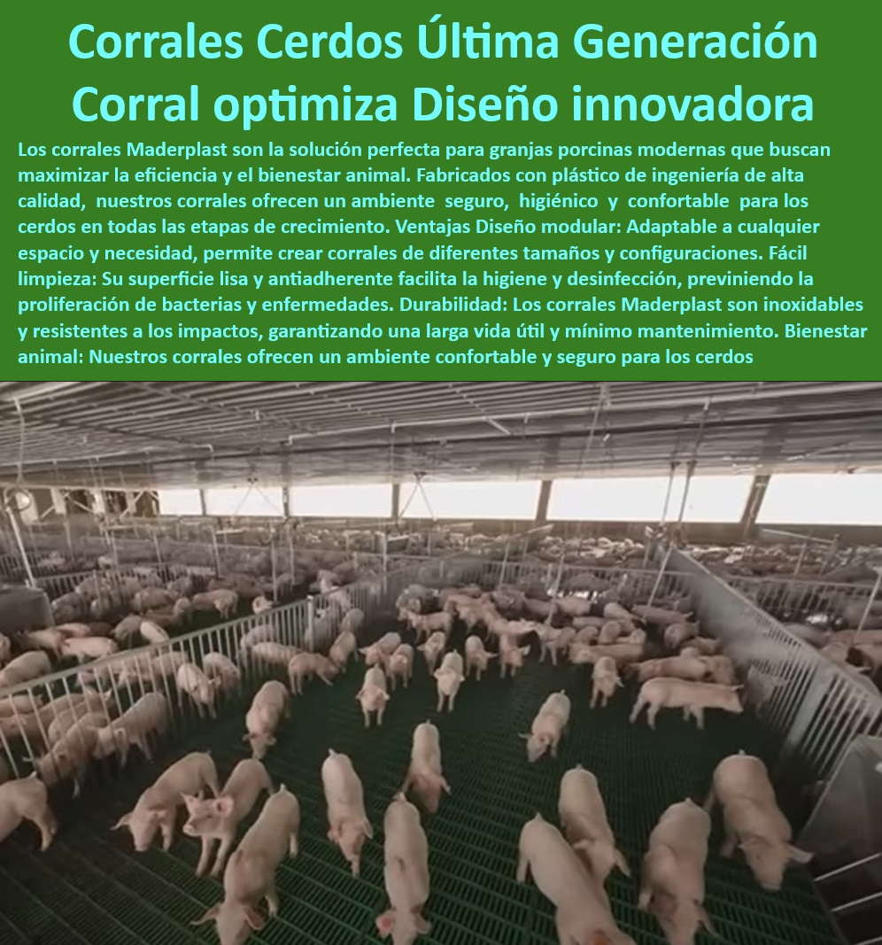Diseño corrales modernos para cerdos Innovación corral porcicultura Maderplast -Infraestructura-Sostenible-Cerdos - Tecnología avanzada en corrales de engorde porcino, - Sistemas de engorde con cercas modulares innovadores, - ¿Cuáles son los mejores corrales plásticos para cerdos en granjas tecnificadas? , - Diseño-Modular-Porcicultura - Cercas higiénicas y fáciles de limpiar para granjas modernas, - Soluciones prácticas para instalación rápida de corrales porcinos, - Sistemas sostenibles para división de corrales porcinos, - Innovación en diseño de cercas para mejorar la producción porcina, - Soluciones integrales para manejo y bioseguridad en cerdos, - Paneles plásticos antibacterianos para granjas de cerdos, - ¿Dónde encontrar divisiones higiénicas para manejo de porcinos? - Cercas plasticos resistentes para granjas porcinas avanzadas, - Sistemas avanzados para manejo de espacios en granjas porcinas, - Divisiones ajustables para manejo eficiente de porcinos, - Paneles-Plásticos-Resistentes - Soluciones duraderas para manejo de cerdos en granjas tecnificadas, - ¿Qué corrales son recomendados para granjas porcinas modernas? , - Cercas-Antibacterianas-Porcinas , - Bioseguridad-Corrales-Higiénicos - Corrales se adapta a cualquier espacio en porcicultura tecnificada, - Corrales resistentes a la corrosión para entornos porcinos, - Corrales-Inoxidables-Granjas - Cercas plásticos sostenibles para reducir costos operativos en granjas, - Paneles plásticos de alta durabilidad para divisiones porcinas, - Innovación-Divisiones-Porcinos - Diseño modular en corrales para engorde de cerdos, - Corrales-Plásticos-Tecnificados - ¿Qué cercas modulares son ideales para corrales de engorde? - Infraestructuras modulares en porcicultura tecnificada, - Manejo-Eficiente-Porcicultura - ¿Cómo mejorar la bioseguridad con paneles plásticos para cerdos? - Corrales inoxidables para optimizar la productividad porcina, - Cercas modulares porcinas - Sistemas de alimentación y cercas para granjas porcinas eficientes, - Corrales higiénicos para porcicultura moderna y tecnificada, - Diseño optimizado en corrales para crecimiento de cerdos, - Materiales anticorrosivos y sostenibles para instalaciones porcinas, - Materiales plásticos libres de mantenimiento para granjas de cerdos, - Corrales personalizados para maximizar el bienestar animal - Guía rápida para hacer corrales con cercas de plástico - Paneles plásticos higiénicos para división de corrales porcinos - Sistemas de engorde cerdos porcinos Diseño corrales modernos para cerdos Innovación corral porcicultura Maderplast Guía rápida para hacer corrales con cercas de plástico Paneles plásticos higiénicos para división de corrales porcinos Sistemas de engorde cerdos porcinos -Infraestructura-Sostenible-Cerdos - Tecnología avanzada en corrales de engorde porcino, - Sistemas de engorde con cercas modulares innovadores, - ¿Cuáles son los mejores corrales plásticos para cerdos en granjas tecnificadas? , - Diseño-Modular-Porcicultura - Cercas higiénicas y fáciles de limpiar para granjas modernas, - Soluciones prácticas para instalación rápida de corrales porcinos, - Sistemas sostenibles para división de corrales porcinos, - Innovación en diseño de cercas para mejorar la producción porcina, - Soluciones integrales para manejo y bioseguridad en cerdos, - Paneles plásticos antibacterianos para granjas de cerdos, - ¿Dónde encontrar divisiones higiénicas para manejo de porcinos? - Cercas plasticos resistentes para granjas porcinas avanzadas, - Sistemas avanzados para manejo de espacios en granjas porcinas, - Divisiones ajustables para manejo eficiente de porcinos, - Paneles-Plásticos-Resistentes - Soluciones duraderas para manejo de cerdos en granjas tecnificadas, - ¿Qué corrales son recomendados para granjas porcinas modernas? , - Cercas-Antibacterianas-Porcinas , - Bioseguridad-Corrales-Higiénicos - Corrales se adapta a cualquier espacio en porcicultura tecnificada, - Corrales resistentes a la corrosión para entornos porcinos, - Corrales-Inoxidables-Granjas - Cercas plásticos sostenibles para reducir costos operativos en granjas, - Paneles plásticos de alta durabilidad para divisiones porcinas, - Innovación-Divisiones-Porcinos - Diseño modular en corrales para engorde de cerdos, - Corrales-Plásticos-Tecnificados - ¿Qué cercas modulares son ideales para corrales de engorde? - Infraestructuras modulares en porcicultura tecnificada, - Manejo-Eficiente-Porcicultura - ¿Cómo mejorar la bioseguridad con paneles plásticos para cerdos? - Corrales inoxidables para optimizar la productividad porcina, - Cercas modulares porcinas - Sistemas de alimentación y cercas para granjas porcinas eficientes, - Corrales higiénicos para porcicultura moderna y tecnificada, - Diseño optimizado en corrales para crecimiento de cerdos, - Materiales anticorrosivos y sostenibles para instalaciones porcinas, - Materiales plásticos libres de mantenimiento para granjas de cerdos, - Corrales personalizados para maximizar el bienestar animal Diseño corrales modernos para cerdos Innovación corral porcicultura Maderplast - Guía rápida para hacer corrales con cercas de plástico - Paneles plásticos higiénicos para división de corrales porcinos - Sistemas de engorde cerdos porcinos