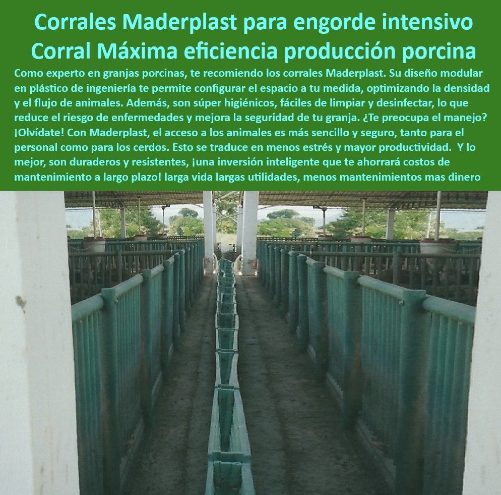 Diseño corrales modernos para cerdos Innovación corral porcicultura Maderplast Infraestructura de plástico para corrales higiénicos de cerdos, - Sistemas eficientes de manejo de cerdos en corrales tecnificados, - Paneles-Resistentes-Porcicultura - Materiales reciclables para corrales de granjas porcinas modernas, - Paneles plásticos para división de espacios en granjas porcinas, - Infraestructuras duraderas para engorde intensivo de porcinos, - Cercas plasticos duraderos y sin mantenimiento para granjas porcinas, - ¿Dónde encontrar materiales reciclables para granjas tecnificadas de cerdos? - Materiales modernos para maximizar la eficiencia en corrales porcinos, - Paneles antibacterianos para bioseguridad en granjas tecnificadas, - Sistemas modulares-Engorde - Innovación en materiales para corrales de cerdos, - ¿Cuáles son las mejores divisiones modulares para corrales porcinos? - Sistemas modulares en corrales para producción porcina eficiente, - Corrales-Plásticos-Tecnificados - ¿Qué sistemas de corrales mejoran la bioseguridad en granjas porcinas? , - Soluciones-Duraderas-Granjas - Sistemas de alimentación y engorde intensivo en porcicultura, - ¿Cómo optimizar la producción porcina con cercas plásticos duraderos? - Diseño avanzado en estructuras de corrales de cerdos, - Corrales adaptables para granjas porcinas sostenibles, - Diseño-Eficiente-Granjas - Paneles ecológicos y resistentes para construcción de corrales porcinos, - Materiales anticorrosivos en estructuras para porcicultura, - Materiales-Sostenibles-Porcinos - Diseño a medida en corrales para granjas tecnificadas de cerdos, - Infraestructura-Plástica-Cerdos - Cercas resistentes para granjas tecnificadas de cerdos, - Divisiones modulares ajustables para optimizar la producción porcina, - Cercas-Anticorrosivas-Porcinas - Soluciones completas para manejo y cuidado de cerdos en granjas, - Diseño higiénico y eficiente en instalaciones porcinas, - ¿Qué corrales plásticos son ideales para engorde de cerdos? - Corrales plásticos tecnificados para engorde intensivo de cerdos, - Soluciones prácticas y económicas para corrales de cerdos, - Innovación-Corrales-Porcinos - Divisiones higiénicas para corrales porcinos modernos, - Soluciones sostenibles para engorde intensivo porcino, - Paneles plásticos resistentes a impactos en corrales de cerdos, - Cercas-Higiénicas-Porcinas - Ideas económicas para corrales cerdos de engorde - Cercas y divisiones plásticas corrales de cerdos tecnificados - Materiales básicos construir corrales cerdos Diseño corrales modernos para cerdos Innovación corral porcicultura Maderplast Ideas económicas para corrales cerdos de engorde Cercas y divisiones plásticas corrales de cerdos tecnificados Materiales básicos construir corrales cerdos Infraestructura de plástico para corrales higiénicos de cerdos, - Sistemas eficientes de manejo de cerdos en corrales tecnificados, - Paneles-Resistentes-Porcicultura - Materiales reciclables para corrales de granjas porcinas modernas, - Paneles plásticos para división de espacios en granjas porcinas, - Infraestructuras duraderas para engorde intensivo de porcinos, - Cercas plasticos duraderos y sin mantenimiento para granjas porcinas, - ¿Dónde encontrar materiales reciclables para granjas tecnificadas de cerdos? - Materiales modernos para maximizar la eficiencia en corrales porcinos, - Paneles antibacterianos para bioseguridad en granjas tecnificadas, - Sistemas modulares-Engorde - Innovación en materiales para corrales de cerdos, - ¿Cuáles son las mejores divisiones modulares para corrales porcinos? - Sistemas modulares en corrales para producción porcina eficiente, - Corrales-Plásticos-Tecnificados - ¿Qué sistemas de corrales mejoran la bioseguridad en granjas porcinas? , - Soluciones-Duraderas-Granjas - Sistemas de alimentación y engorde intensivo en porcicultura, - ¿Cómo optimizar la producción porcina con cercas plásticos duraderos? - Diseño avanzado en estructuras de corrales de cerdos, - Corrales adaptables para granjas porcinas sostenibles, - Diseño-Eficiente-Granjas - Paneles ecológicos y resistentes para construcción de corrales porcinos, - Materiales anticorrosivos en estructuras para porcicultura, - Materiales-Sostenibles-Porcinos - Diseño a medida en corrales para granjas tecnificadas de cerdos, - Infraestructura-Plástica-Cerdos - Cercas resistentes para granjas tecnificadas de cerdos, - Divisiones modulares ajustables para optimizar la producción porcina, - Cercas-Anticorrosivas-Porcinas - Soluciones completas para manejo y cuidado de cerdos en granjas, - Diseño higiénico y eficiente en instalaciones porcinas, - ¿Qué corrales plásticos son ideales para engorde de cerdos? - Corrales plásticos tecnificados para engorde intensivo de cerdos, - Soluciones prácticas y económicas para corrales de cerdos, - Innovación-Corrales-Porcinos - Divisiones higiénicas para corrales porcinos modernos, - Soluciones sostenibles para engorde intensivo porcino, - Paneles plásticos resistentes a impactos en corrales de cerdos, - Cercas-Higiénicas-Porcinas Diseño corrales modernos para cerdos Innovación corral porcicultura Maderplast - Ideas económicas para corrales cerdos de engorde - Cercas y divisiones plásticas corrales de cerdos tecnificados - Materiales básicos construir corrales cerdos