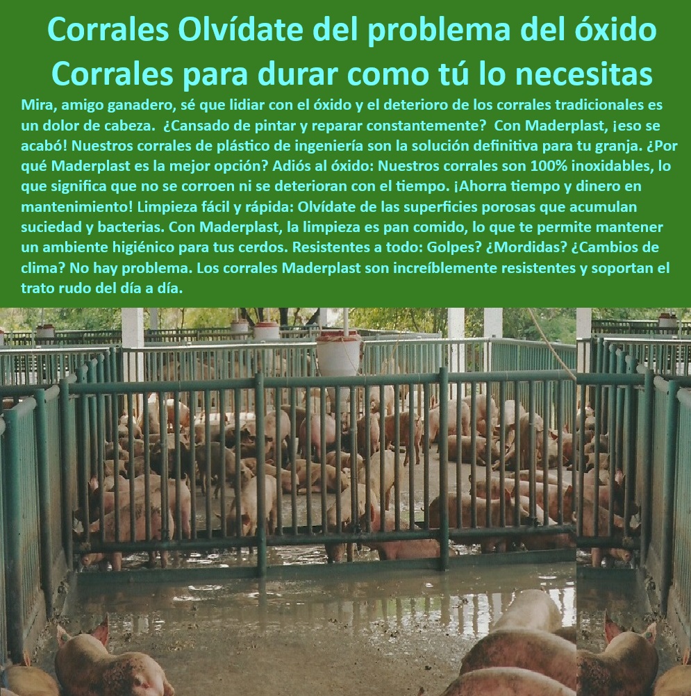 Diseño corrales modernos para cerdos Innovación corral porcicultura Maderplast -Materiales-Sostenibles-Porcicultura , - Corrales-Económicos-Tecnificados - Diseño especializado en corrales sin mantenimiento, - Materiales higiénicos y seguros para granjas de cerdos, - Divisiones-Higiénicas-Porcinas - ¿Cuáles son los mejores corrales para cerdos sin óxido? - Soluciones plásticas para bioseguridad en porcicultura, - Corrales económicos y resistentes para producción porcina, - Soluciones duraderas para engorde intensivo de cerdos, - Corrales plásticos anticorrosivos para cerdos de engorde, - ¿Qué sistemas plásticos son ideales para corrales de cerdos? , - Corrales-Duraderos-Cerdos , - Paneles-Modulares-Granjas - ¿Cómo construir corrales económicos y resistentes para cerdos? - Corrales higiénicos para prevenir enfermedades porcinas, - Cercas modulares económicos para granjas porcinas, - Paneles resistentes a los rayos UV para corrales exteriores, - ¿Dónde conseguir paneles higiénicos para granjas porcinas? - Corrales sin óxido para granjas porcinas, - Estructuras de alta durabilidad para granjas de cerdos, - Sistemas-Plásticos-Porcinos - Cercas plásticas resistentes para granjas tecnificadas, - Sistemas integrados de engorde intensivo de porcinos, - ¿Qué materiales reducen el mantenimiento en granjas tecnificadas? - Infraestructura libre de óxido para granjas tecnificadas, - Diseño flexible de cercas para manejo porcino tecnificado, - Bioseguridad-En-Porcicultura - Divisiones higiénicas para corrales porcinos modernos, - Cercas-Plásticas-Resistentes - Cercas de fácil limpieza para corrales de cerdos, - Paneles modulares resistentes a mordidas de cerdos, - Paneles ecológicos para corrales de engorde intensivo, - Paneles plásticos para optimizar granjas tecnificadas, - Corrales para climas extremos y cambios bruscos, - Innovación-Corrales-Porcinos - Sistemas plásticos modulares para corrales de cerdos, - Corrales-Sin-Oxido - Divisiones plásticas para manejo eficiente de cerdos, - Corrales sostenibles y eficientes para porcicultura moderna, - Innovación en diseño de corrales para porcicultura. - Sistemas automatizados para corrales de cerdos - Cómo armar corrales para cerdos con poco presupuesto - Corrales basicos con comederos para cerdos de engorde - Diseño corrales modernos para cerdos Innovación corral porcicultura Maderplast Sistemas automatizados para corrales de cerdos Cómo armar corrales para cerdos con poco presupuesto Corrales basicos con comederos para cerdos de engorde -Materiales-Sostenibles-Porcicultura , - Corrales-Económicos-Tecnificados - Diseño especializado en corrales sin mantenimiento, - Materiales higiénicos y seguros para granjas de cerdos, - Divisiones-Higiénicas-Porcinas - ¿Cuáles son los mejores corrales para cerdos sin óxido? - Soluciones plásticas para bioseguridad en porcicultura, - Corrales económicos y resistentes para producción porcina, - Soluciones duraderas para engorde intensivo de cerdos, - Corrales plásticos anticorrosivos para cerdos de engorde, - ¿Qué sistemas plásticos son ideales para corrales de cerdos? , - Corrales-Duraderos-Cerdos , - Paneles-Modulares-Granjas - ¿Cómo construir corrales económicos y resistentes para cerdos? - Corrales higiénicos para prevenir enfermedades porcinas, - Cercas modulares económicos para granjas porcinas, - Paneles resistentes a los rayos UV para corrales exteriores, - ¿Dónde conseguir paneles higiénicos para granjas porcinas? - Corrales sin óxido para granjas porcinas, - Estructuras de alta durabilidad para granjas de cerdos, - Sistemas-Plásticos-Porcinos - Cercas plásticas resistentes para granjas tecnificadas, - Sistemas integrados de engorde intensivo de porcinos, - ¿Qué materiales reducen el mantenimiento en granjas tecnificadas? - Infraestructura libre de óxido para granjas tecnificadas, - Diseño flexible de cercas para manejo porcino tecnificado, - Bioseguridad-En-Porcicultura - Divisiones higiénicas para corrales porcinos modernos, - Cercas-Plásticas-Resistentes - Cercas de fácil limpieza para corrales de cerdos, - Paneles modulares resistentes a mordidas de cerdos, - Paneles ecológicos para corrales de engorde intensivo, - Paneles plásticos para optimizar granjas tecnificadas, - Corrales para climas extremos y cambios bruscos, - Innovación-Corrales-Porcinos - Sistemas plásticos modulares para corrales de cerdos, - Corrales-Sin-Oxido - Divisiones plásticas para manejo eficiente de cerdos, - Corrales sostenibles y eficientes para porcicultura moderna, - Innovación en diseño de corrales para porcicultura. Diseño corrales modernos para cerdos Innovación corral porcicultura Maderplast - Sistemas automatizados para corrales de cerdos - Cómo armar corrales para cerdos con poco presupuesto - Corrales basicos con comederos para cerdos de engorde -