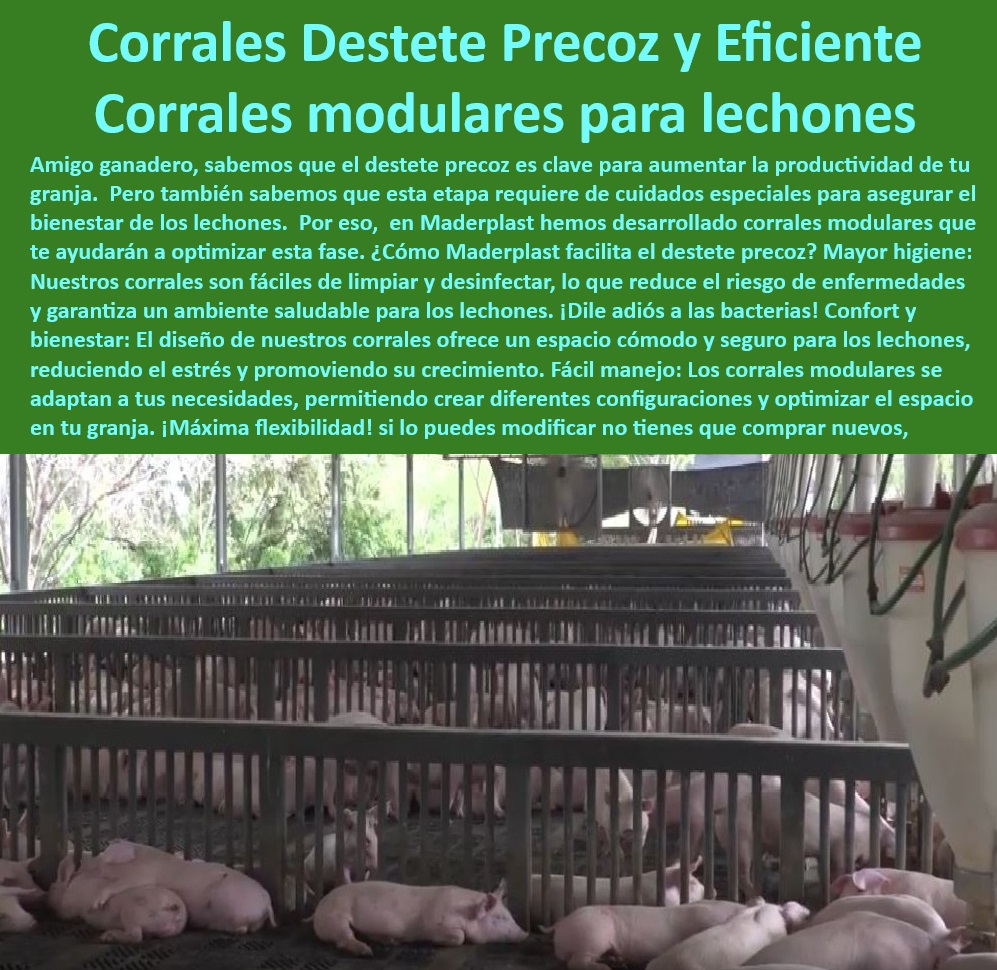 Diseño corrales modernos para cerdos Innovación corral porcicultura Maderplast -Corrales-Modulares-Lechones - Corrales ergonómicos para el bienestar animal, - Corrales higiénicos para producción porcina tecnificada, - Soluciones flexibles para granjas porcinas modernas, - Cercas UV resistentes para granjas de cerdos, - Cercas plasticos libres de mantenimiento para cerdos, - Paneles desmontables para corrales de cerdos, - Sistemas modulares personalizados para lechones, - Sistemas-Modulares-Porcicultura - Materiales anticorrosivos para corrales porcinos, - Infraestructura higiénica y segura para destete, - Infraestructura-Resistente-Porcinos - ¿Cómo mejorar la higiene en corrales para lechones? - Diseño modular de corrales de fácil adaptación, - ¿Cuáles son los mejores corrales modulares para granjas porcinas? - Diseño avanzado para producción eficiente de lechones, - Soluciones-Porcicultura-Moderna - Sistemas plásticos duraderos para lechones, - Diseño innovador de corrales para lechones, - Porcicultura-Sostenible-Duradera , - Corrales-Higiénicos-Destete - Instalaciones sostenibles para granjas porcinas, - Paneles-Plásticos-Cerdos , - Corrales-Destete-Preciso - Diseño de corrales para optimizar el destete precoz, - Corrales para cerdos de engorde sin mantenimiento, - ¿Qué soluciones existen para corrales sin mantenimiento en porcicultura? - Infraestructura plástica avanzada para porcicultura, - Soluciones plásticas libres de óxido para porcicultura, - Paneles antimicrobianos para granjas de cerdos, - Soluciones higiénicas para granjas tecnificadas, - Soluciones plásticas duraderas para granjas tecnificadas, - Sistemas plásticos para manejo de lechones destetados, - ¿Qué corrales son ideales para el destete precoz de lechones? , - Corrales-Sin-Mantenimiento - ¿Dónde comprar paneles plásticos para corrales de cerdos? - Corrales modulares resistentes para ambientes hostiles, - Cercas resistentes a mordidas para corrales de cerdos, - Corrales plásticos modulares para destete eficiente, - Soluciones-Higiénicas-Granjas - Soluciones estructurales avanzadas para porcicultura industrial - Corrales plásticos con diseño modular para manejo eficiente - Instalaciones eficientes ceba 0 Diseño corrales modernos para cerdos Innovación corral porcicultura Maderplast Soluciones estructurales avanzadas para porcicultura industrial Corrales plásticos con diseño modular para manejo eficiente Instalaciones eficientes ceba 0 -Corrales-Modulares-Lechones - Corrales ergonómicos para el bienestar animal, - Corrales higiénicos para producción porcina tecnificada, - Soluciones flexibles para granjas porcinas modernas, - Cercas UV resistentes para granjas de cerdos, - Cercas plasticos libres de mantenimiento para cerdos, - Paneles desmontables para corrales de cerdos, - Sistemas modulares personalizados para lechones, - Sistemas-Modulares-Porcicultura - Materiales anticorrosivos para corrales porcinos, - Infraestructura higiénica y segura para destete, - Infraestructura-Resistente-Porcinos - ¿Cómo mejorar la higiene en corrales para lechones? - Diseño modular de corrales de fácil adaptación, - ¿Cuáles son los mejores corrales modulares para granjas porcinas? - Diseño avanzado para producción eficiente de lechones, - Soluciones-Porcicultura-Moderna - Sistemas plásticos duraderos para lechones, - Diseño innovador de corrales para lechones, - Porcicultura-Sostenible-Duradera , - Corrales-Higiénicos-Destete - Instalaciones sostenibles para granjas porcinas, - Paneles-Plásticos-Cerdos , - Corrales-Destete-Preciso - Diseño de corrales para optimizar el destete precoz, - Corrales para cerdos de engorde sin mantenimiento, - ¿Qué soluciones existen para corrales sin mantenimiento en porcicultura? - Infraestructura plástica avanzada para porcicultura, - Soluciones plásticas libres de óxido para porcicultura, - Paneles antimicrobianos para granjas de cerdos, - Soluciones higiénicas para granjas tecnificadas, - Soluciones plásticas duraderas para granjas tecnificadas, - Sistemas plásticos para manejo de lechones destetados, - ¿Qué corrales son ideales para el destete precoz de lechones? , - Corrales-Sin-Mantenimiento - ¿Dónde comprar paneles plásticos para corrales de cerdos? - Corrales modulares resistentes para ambientes hostiles, - Cercas resistentes a mordidas para corrales de cerdos, - Corrales plásticos modulares para destete eficiente, - Soluciones-Higiénicas-Granjas Diseño corrales modernos para cerdos Innovación corral porcicultura Maderplast - Soluciones estructurales avanzadas para porcicultura industrial - Corrales plásticos con diseño modular para manejo eficiente - Instalaciones eficientes ceba 0