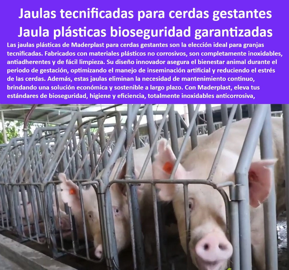 Jaulas De Inseminación Y Gestación Porcina Corral Maternidad Cerdas Maderplast Cómo construir corrales para cerdos gestación Sistemas modulares de confinamiento gestaccion porcino Diseño simple de corrales cerdos gestantes Corrales Jaulas higiénicas y económicas para producción porcina. - Sistemas modulares de confinamiento para granjas porcinas, - Jaulas-De-Bajo-Mantenimiento. - Soluciones tecnificadas para manejo de cerdas preñadas. - Materiales avanzados para sistemas de bioseguridad porcina. - ¿Qué sistemas de confinamiento son mejores para cerdas gestantes? - Jaulas plásticas personalizadas para maternidad de cerdos. - Sistemas ergonómicos para manejo eficiente en maternidad. - Jaulas sostenibles con reducción de mantenimiento continuo, - Jaulas-Duraderas-Anticorrosivas. - Jaulas plásticas tecnificadas para cerdas gestantes. - Materiales plásticos resistentes para confinamiento porcino. - ¿Qué jaulas son más duraderas y económicas para cerdas preñadas? - ¿Qué corrales son ideales para granjas porcinas modernas? - ¿Dónde jaula encontrars tecnificadas para cerdas gestantes? - -Corrales-Para-Cerdas-Gestantes. - Corrales económicos y resistentes para cerdas en gestación. - Infraestructura sostenible para el bienestar animal porcino, - Bioseguridad-En-Maternidad-Porcina, - Sistemas-Modulares-Porcinos. - Corrales modulares anticorrosivos para maternidad porcina. - Jaulas plásticas con garantía de durabilidad y resistencia. - Corrales inoxidables con fácil limpieza para maternidad, - Jaulas-Porcinas-Tecnificadas. - Jaulas modulares con estándares internacionales de higiene. - Soluciones tecnológicas para producción eficiente de cerdos, - Innovación-En-Porcicultura. - Corrales adaptables para maximizar la eficiencia en granjas, - Confinamiento-Sostenible-Cerdas. - ¿Cómo optimizar la bioseguridad en maternidad porcina? - Sistemas avanzados para bioseguridad en porcicultura. - Jaulas tecnológicas para optimizar la inseminación artificial. - Sistemas higiénicos de bioseguridad para granjas tecnificadas. - Diseños innovadores en jaulas para cerdas preñadas, - Tecnología-Para-Granjas-Porcinas. - Estructuras de confinamiento duraderas para cerdas gestantes. - Sistemas higiénicos avanzados para maternidad porcina. - Jaulas eficientes para inseminación y manejo de cerdas, - Diseños-Ergonómicos-Porcinos. - Corrales ajustables para bienestar animal y manejo seguro. Jaulas De Inseminación Y Gestación Porcina Corral Maternidad Cerdas Maderplast - Cómo construir corrales para cerdos gestación - Sistemas modulares de confinamiento gestación porcino - Diseño simple de corrales cerdos gestantes - Corrales