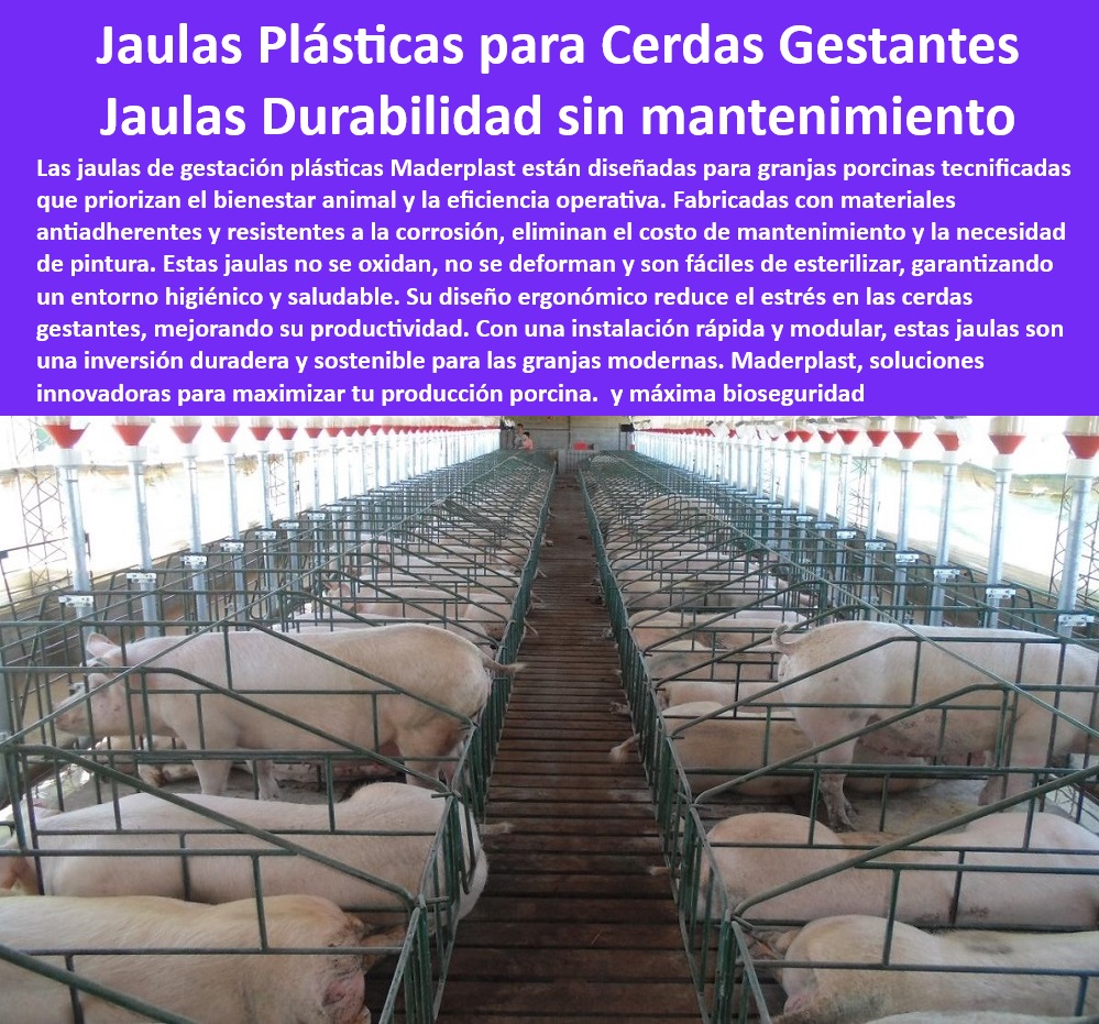 Jaulas De Inseminación Y Gestación Porcina Corral Maternidad Cerdas Maderplast -Infraestructura-Sostenible-Porcicultura. - Jaulas de maternidad con instalación modular. - Soluciones avanzadas en infraestructura para porcicultura. - -Corrales-Modulares-Para-Cerdas. - Jaulas anticorrosivas para mejorar la bioseguridad. - ¿Cómo mejorar la bioseguridad en granjas porcinas? - Jaulas para mejorar el bienestar animal y la eficiencia. - Sistemas de confinamiento porcícola sin mantenimiento. - Infraestructura plástica para granjas porcinas modernas. - Corrales para maximizar la productividad porcina. - Jaulas plásticas con máxima durabilidad. - Jaulas de fácil limpieza para bioseguridad porcina. - Corrales personalizados para cerdas gestantes. - Corrales de parto higiénicos y económicos. - -Bioseguridad-En-Granjas-Porcinas. - Sistemas modulares para cerdas en gestación. - Diseño eficiente en sistemas de maternidad porcina. - Sistemas de gestación porcina de larga duración. - Diseño higiénico para jaulas de cerdas preñadas. - Corrales de maternidad higiénicos y sostenibles. - Estructuras plásticas sostenibles para granjas tecnificadas. - -Jaulas-Plásticas-Gestación-Porcina. - ¿Cuáles son las mejores jaulas para maternidad porcina? - -Jaulas-Tecnificadas-Para-Cerdas. - Jaulas tecnológicas que reducen el estrés en cerdas. - ¿Qué jaulas reducen el estrés en cerdas gestantes? - -Jaulas-Higiénicas-Y-Duraderas. - -Sistemas-Innovadores-En-Porcicultura. - Sistemas innovadores para la gestación porcina. - Sistemas de gestación resistentes y ecológicos. - Corrales de alta resistencia para maternidad porcina. - ¿Dónde comprar jaulas plásticas para cerdas en gestación? - Jaulas eficientes que optimizan la maternidad porcina. - -Corrales-De-Maternidad-Moderna. - ¿Qué ventajas tienen las jaulas plásticas para cerdas preñadas? - Jaulas plásticas ergonómicas para cerdas gestantes. - Infraestructura avanzada para granjas sostenibles. - -Soluciones-Eficientes-Porcicultura. - -Jaulas-Sin-Mantenimiento-Porcicultura. - Infraestructura para cerdas preñadas libre de mantenimiento. - Estructuras plásticas para cerdas recién cargadas en gestación - Corrales funcionales para cerda gestante - Corrales tecnificados la gestación en porciculturas Jaulas De Inseminación Y Gestación Porcina Corral Maternidad Cerdas Maderplast Estructuras plásticas para cerdas recién cargadas en gestación Corrales funcionales para cerda gestante Corrales tecnificados la gestación en porciculturas -Infraestructura-Sostenible-Porcicultura. - Jaulas de maternidad con instalación modular. - Soluciones avanzadas en infraestructura para porcicultura. - -Corrales-Modulares-Para-Cerdas. - Jaulas anticorrosivas para mejorar la bioseguridad. - ¿Cómo mejorar la bioseguridad en granjas porcinas? - Jaulas para mejorar el bienestar animal y la eficiencia. - Sistemas de confinamiento porcícola sin mantenimiento. - Infraestructura plástica para granjas porcinas modernas. - Corrales para maximizar la productividad porcina. - Jaulas plásticas con máxima durabilidad. - Jaulas de fácil limpieza para bioseguridad porcina. - Corrales personalizados para cerdas gestantes. - Corrales de parto higiénicos y económicos. - -Bioseguridad-En-Granjas-Porcinas. - Sistemas modulares para cerdas en gestación. - Diseño eficiente en sistemas de maternidad porcina. - Sistemas de gestación porcina de larga duración. - Diseño higiénico para jaulas de cerdas preñadas. - Corrales de maternidad higiénicos y sostenibles. - Estructuras plásticas sostenibles para granjas tecnificadas. - -Jaulas-Plásticas-Gestación-Porcina. - ¿Cuáles son las mejores jaulas para maternidad porcina? - -Jaulas-Tecnificadas-Para-Cerdas. - Jaulas tecnológicas que reducen el estrés en cerdas. - ¿Qué jaulas reducen el estrés en cerdas gestantes? - -Jaulas-Higiénicas-Y-Duraderas. - -Sistemas-Innovadores-En-Porcicultura. - Sistemas innovadores para la gestación porcina. - Sistemas de gestación resistentes y ecológicos. - Corrales de alta resistencia para maternidad porcina. - ¿Dónde comprar jaulas plásticas para cerdas en gestación? - Jaulas eficientes que optimizan la maternidad porcina. - -Corrales-De-Maternidad-Moderna. - ¿Qué ventajas tienen las jaulas plásticas para cerdas preñadas? - Jaulas plásticas ergonómicas para cerdas gestantes. - Infraestructura avanzada para granjas sostenibles. - -Soluciones-Eficientes-Porcicultura. - -Jaulas-Sin-Mantenimiento-Porcicultura. - Infraestructura para cerdas preñadas libre de mantenimiento. Jaulas De Inseminación Y Gestación Porcina Corral Maternidad Cerdas Maderplast - Estructuras plásticas para cerdas recién cargadas en gestación - Corrales funcionales para cerda gestante - Corrales tecnificados la gestación en porciculturas