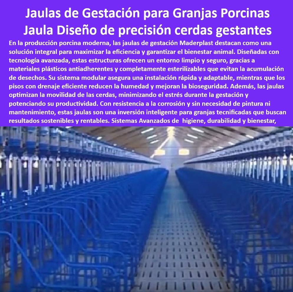 Jaulas De Inseminación Y Gestación Porcina Corral Maternidad Cerdas Maderplast Corrales de alta resistencia para maternidad porcina. - ¿Dónde comprar jaulas plásticas para cerdas en gestación? - Corrales de maternidad higiénicos y sostenibles. - Infraestructura plástica para granjas porcinas modernas. - -Infraestructura-Sostenible-Porcicultura. - Sistemas innovadores para la gestación porcina. - Jaulas de fácil limpieza para bioseguridad porcina. - -Jaulas-Higiénicas-Y-Duraderas. - Jaulas anticorrosivas para mejorar la bioseguridad. - Corrales de parto higiénicos y económicos. - Sistemas modulares para cerdas en gestación. - Jaulas plásticas con máxima durabilidad. - Jaulas para mejorar el bienestar animal y la eficiencia. - -Jaulas-Sin-Mantenimiento-Porcicultura. - Corrales personalizados para cerdas gestantes. - -Jaulas-Tecnificadas-Para-Cerdas. - Infraestructura para cerdas preñadas libre de mantenimiento. - ¿Cuáles son las mejores jaulas para maternidad porcina? - Diseño higiénico para jaulas de cerdas preñadas. - -Soluciones-Eficientes-Porcicultura. - Soluciones avanzadas en infraestructura para porcicultura. - Jaulas plásticas ergonómicas para cerdas gestantes. - -Corrales-Modulares-Para-Cerdas. - Jaulas tecnológicas que reducen el estrés en cerdas. - -Jaulas-Plásticas-Gestación-Porcina. - Diseño eficiente en sistemas de maternidad porcina. - Infraestructura avanzada para granjas sostenibles. - ¿Qué ventajas tienen las jaulas plásticas para cerdas preñadas? - Corrales para maximizar la productividad porcina. - -Bioseguridad-En-Granjas-Porcinas. - -Corrales-De-Maternidad-Moderna. - Jaulas de maternidad con instalación modular. - Estructuras plásticas sostenibles para granjas tecnificadas. - ¿Cómo mejorar la bioseguridad en granjas porcinas? - ¿Qué jaulas reducen el estrés en cerdas gestantes? - Sistemas de gestación porcina de larga duración. - Sistemas de confinamiento porcícola sin mantenimiento. - Sistemas de gestación resistentes y ecológicos. - -Sistemas-Innovadores-En-Porcicultura. - Jaulas eficientes que optimizan la maternidad porcina - Sistemas básicos de gestación cerdas - Cómo diseñar corrales de cerdas preñadas - Corrales fáciles granjas porcinas pequeñas - Jaulas básicas gestación cerdas Jaulas De Inseminación Y Gestación Porcina Corral Maternidad Cerdas Maderplast Sistemas básicos de gestación cerdas Cómo diseñar corrales de cerdas preñadas Corrales fáciles granjas porcinas pequeñas Jaulas básicas gestación cerdas Corrales de alta resistencia para maternidad porcina. - ¿Dónde comprar jaulas plásticas para cerdas en gestación? - Corrales de maternidad higiénicos y sostenibles. - Infraestructura plástica para granjas porcinas modernas. - -Infraestructura-Sostenible-Porcicultura. - Sistemas innovadores para la gestación porcina. - Jaulas de fácil limpieza para bioseguridad porcina. - -Jaulas-Higiénicas-Y-Duraderas. - Jaulas anticorrosivas para mejorar la bioseguridad. - Corrales de parto higiénicos y económicos. - Sistemas modulares para cerdas en gestación. - Jaulas plásticas con máxima durabilidad. - Jaulas para mejorar el bienestar animal y la eficiencia. - -Jaulas-Sin-Mantenimiento-Porcicultura. - Corrales personalizados para cerdas gestantes. - -Jaulas-Tecnificadas-Para-Cerdas. - Infraestructura para cerdas preñadas libre de mantenimiento. - ¿Cuáles son las mejores jaulas para maternidad porcina? - Diseño higiénico para jaulas de cerdas preñadas. - -Soluciones-Eficientes-Porcicultura. - Soluciones avanzadas en infraestructura para porcicultura. - Jaulas plásticas ergonómicas para cerdas gestantes. - -Corrales-Modulares-Para-Cerdas. - Jaulas tecnológicas que reducen el estrés en cerdas. - -Jaulas-Plásticas-Gestación-Porcina. - Diseño eficiente en sistemas de maternidad porcina. - Infraestructura avanzada para granjas sostenibles. - ¿Qué ventajas tienen las jaulas plásticas para cerdas preñadas? - Corrales para maximizar la productividad porcina. - -Bioseguridad-En-Granjas-Porcinas. - -Corrales-De-Maternidad-Moderna. - Jaulas de maternidad con instalación modular. - Estructuras plásticas sostenibles para granjas tecnificadas. - ¿Cómo mejorar la bioseguridad en granjas porcinas? - ¿Qué jaulas reducen el estrés en cerdas gestantes? - Sistemas de gestación porcina de larga duración. - Sistemas de confinamiento porcícola sin mantenimiento. - Sistemas de gestación resistentes y ecológicos. - -Sistemas-Innovadores-En-Porcicultura. - Jaulas eficientes que optimizan la maternidad porcina Jaulas De Inseminación Y Gestación Porcina Corral Maternidad Cerdas Maderplast - Sistemas básicos de gestación cerdas - Cómo diseñar corrales de cerdas preñadas - Corrales fáciles granjas porcinas pequeñas - Jaulas básicas gestación cerdas