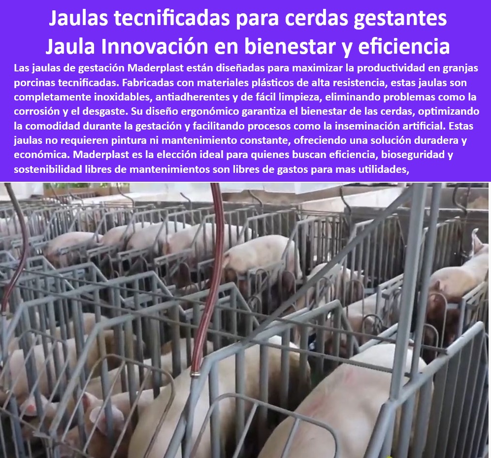 Jaulas De Inseminación Y Gestación Porcina Corral Maternidad Cerdas Maderplast Soluciones económicas para jaulas de cerdos Diseño de jaulas avanzadas para maternidad porcina eficiente Infraestructura tecnificada maternidad de cerdas 0 -Jaulas-Higiénicas-De-Alta-Durabilidad. - Jaulas higiénicas y fáciles de limpiar. - Sistemas de confinamiento eficientes para cerdas gestantes. - -Soluciones-Bioseguras-Para-Granjas. - Infraestructura plástica con máxima bioseguridad. - -Corrales-Avanzados-Para-Maternidad. - Infraestructura plástica duradera para granjas porcinas. - Jaulas funcionales para inseminación y parto porcino. - ¿Cuáles son las mejores jaulas para cerdas gestantes? - -Jaulas-Tecnificadas-Cerdas-Gestantes. - -Estructuras-Resistentes-Para-Porcicultura. - Jaulas económicas para cerdas en gestación prolongada. - -Jaulas-Modulares-Sin-Mantenimiento. - Corrales eficientes para granjas tecnificadas. - ¿Dónde comprar jaulas tecnificadas para maternidad porcina? - -Sistemas-Eficientes-En-Producción-Porcina. - Infraestructura higiénica para granjas porcinas modernas. - ¿Cómo mejorar la bioseguridad en granjas porcinas? - Corrales de maternidad porcina libres de óxido. - Sistemas ergonómicos para optimizar la producción porcina. - Jaulas económicas con alta durabilidad. - Jaulas plásticas tecnificadas para cerdas gestantes. - Sistemas modulares para maternidad de cerdas modernas. - ¿Qué jaulas son más higiénicas para granjas porcinas modernas? - Corrales avanzados para maximizar la productividad animal. - Estructuras plásticas para maternidad porcina tecnificada. - Diseño avanzado para reducir el estrés animal. - Jaulas para granjas porcinas sin pintura ni mantenimiento. - Diseño innovador para bioseguridad en porcicultura. - -Sistemas-Sostenibles-Para-Porcicultura. - -Infraestructura-Moderna-Maternidad-Porcina. - Jaulas con diseño optimizado para cerdas preñadas. - Jaulas resistentes y libres de mantenimiento. - ¿Qué ventajas tienen las jaulas plásticas para maternidad porcina? - Sistemas ergonómicos para maternidad porcina eficiente. - Sistemas sostenibles para producción porcina eficiente. - Estructuras avanzadas para el bienestar animal porcino. - Soluciones sostenibles en jaulas de gestación porcina. - -Diseño-Ergonómico-Porcino-Moderno. - Corrales para maternidad porcina de alta tecnología Jaulas De Inseminación Y Gestación Porcina Corral Maternidad Cerdas Maderplast - Soluciones económicas para jaulas de cerdos - Diseño de jaulas avanzadas para maternidad porcina eficiente - Infraestructura tecnificada maternidad de cerdas 0
