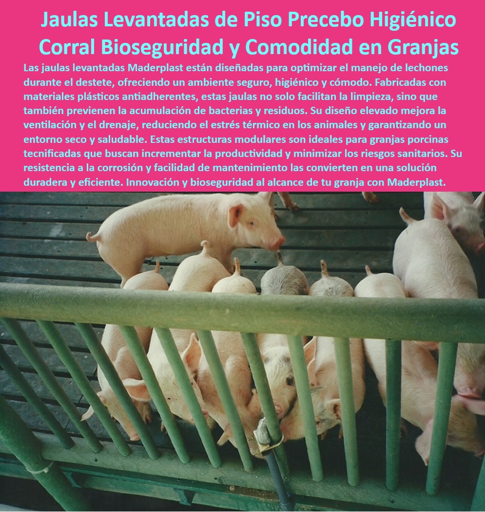 Jaulas de Piso Levantado Precebos Corrales Porcinos Elevados Maderplast Sistemas modulares en granjas tecnificadas, - Equipos de manejo para granjas porcinas, - Jaulas para cerdos jóvenes sin estrés, - Materiales antibacterianos para jaulas porcinas, - Sistemas-Drenaje-Eficiente-Porcinos - Pisos plásticos con drenaje eficiente, - Corrales-Económicos-Lechones-Destetados , - Bienestar-Animal-En-Corrales-Modulares - Pisos higiénicos para lechones destetados, - Corrales elevados con ventilación optimizada, - Jaulas elevadas para destete seguro, - Jaulas económicas con alta durabilidad, - Corrales higiénicos que previenen enfermedades, - Jaulas para transición y engorde de cerdos, - Jaulas-Resistentes-Mantenimiento-Fácil - Corrales para optimizar la transición de lechones, - Soluciones modulares en jaulas de destete, - Estructuras resistentes para manejo porcino, - Soluciones económicas en jaulas porcinas, - Corrales-Modulares-Bioseguros - Pisos plásticos higiénicos para precebos, - Pisos antideslizantes para el bienestar porcino, - ¿Cuáles son las mejores jaulas para cerdos destetados? , - Soluciones-Tecnificadas-Porcicultura - Sistemas modulares para granjas eficientes, - Pisos plásticos resistentes a la corrosión, - Corrales bioseguros con fácil mantenimiento, - Jaulas de piso elevado para cerdos sanos, - ¿Qué pisos son más duraderos para granjas porcinas? , - Infraestructura-Modular-En-Granjas - Corrales modulares para lechones destetados, - Infraestructura avanzada para producción porcina, - ¿Dónde comprar corrales con drenaje eficiente para lechones? - Placas plásticas para uso profesional porcino, - Pisos-Plásticos-Seguros-Y-Higiénicos - Soluciones técnicas para destete en granjas, - Pisos-Higiénicos-Para-Porcebos - ¿Cómo mejorar la bioseguridad en jaulas para precebos? , - Jaulas-Elevadas-Destete-Seguro - ¿Qué soluciones hay para el destete sin estrés en porcicultura? - Corral económico para mejorar granjas - Corrales económicos para lechones - Placas resistentes al desgaste por tráfico animal - Estructuras bienestar animal en Jaulas Jaulas de Piso Levantado Precebos Corrales Porcinos Elevados Maderplast Corral económico para mejorar granjas Corrales económicos para lechones Placas resistentes al desgaste por tráfico animal Estructuras bienestar animal en Jaulas Sistemas modulares en granjas tecnificadas, - Equipos de manejo para granjas porcinas, - Jaulas para cerdos jóvenes sin estrés, - Materiales antibacterianos para jaulas porcinas, - Sistemas-Drenaje-Eficiente-Porcinos - Pisos plásticos con drenaje eficiente, - Corrales-Económicos-Lechones-Destetados , - Bienestar-Animal-En-Corrales-Modulares - Pisos higiénicos para lechones destetados, - Corrales elevados con ventilación optimizada, - Jaulas elevadas para destete seguro, - Jaulas económicas con alta durabilidad, - Corrales higiénicos que previenen enfermedades, - Jaulas para transición y engorde de cerdos, - Jaulas-Resistentes-Mantenimiento-Fácil - Corrales para optimizar la transición de lechones, - Soluciones modulares en jaulas de destete, - Estructuras resistentes para manejo porcino, - Soluciones económicas en jaulas porcinas, - Corrales-Modulares-Bioseguros - Pisos plásticos higiénicos para precebos, - Pisos antideslizantes para el bienestar porcino, - ¿Cuáles son las mejores jaulas para cerdos destetados? , - Soluciones-Tecnificadas-Porcicultura - Sistemas modulares para granjas eficientes, - Pisos plásticos resistentes a la corrosión, - Corrales bioseguros con fácil mantenimiento, - Jaulas de piso elevado para cerdos sanos, - ¿Qué pisos son más duraderos para granjas porcinas? , - Infraestructura-Modular-En-Granjas - Corrales modulares para lechones destetados, - Infraestructura avanzada para producción porcina, - ¿Dónde comprar corrales con drenaje eficiente para lechones? - Placas plásticas para uso profesional porcino, - Pisos-Plásticos-Seguros-Y-Higiénicos - Soluciones técnicas para destete en granjas, - Pisos-Higiénicos-Para-Porcebos - ¿Cómo mejorar la bioseguridad en jaulas para precebos? , - Jaulas-Elevadas-Destete-Seguro - ¿Qué soluciones hay para el destete sin estrés en porcicultura? Jaulas de Piso Levantado Precebos Corrales Porcinos Elevados Maderplast - Corral económico para mejorar granjas - Corrales económicos para lechones - Placas resistentes al desgaste por tráfico animal - Estructuras bienestar animal en Jaulas