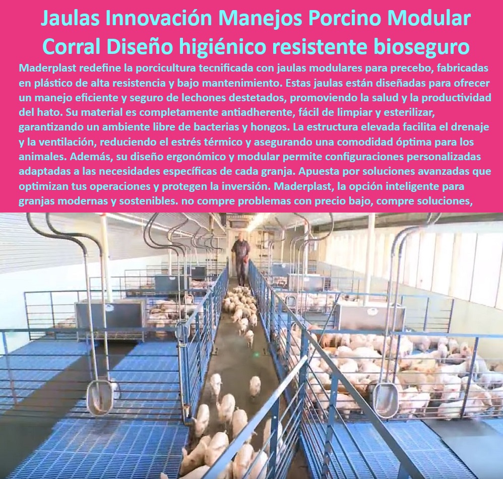 Jaulas de Piso Levantado Precebos Corrales Porcinos Elevados Maderplast Pisos plásticos anticorrosivos para entornos hostiles, - Infraestructura-Biosegura-Porcina - ¿Qué pisos higiénicos son ideales para granjas tecnificadas? - ¿Cuáles son las mejores jaulas modulares para cerdos jóvenes? - Jaulas para cerdos con ventilación mejorada, - Soluciones avanzadas para bioseguridad en granjas, - Pisos elevados antiadherentes para manejo de cerdo, - Sistemas-Modulares-Para-Cerdos , - Soluciones-Avanzadas-Porcicultura , - Jaulas-Elevadas-Para-Precebos - Sistemas modulares adaptables para porcicultura, - ¿Dónde comprar corrales elevados con drenaje eficiente? - Corrales higiénicos con certificación internacional, - Granjas-Sostenibles-Con-Bioseguridad - Materiales resistentes y duraderos para precebos, - Jaulas porcinas elevadas para precebos, - Instalaciones bioseguras para porcicultura tecnificada, - Corrales para cerdos que minimizan el estrés térmico, - Corrales modulares resistentes a la corrosión, - Pisos antideslizantes para el bienestar animal, - Sistemas de jaulas para lechones destetados, - Corrales elevados que facilitan el destete de lechones, - Pisos-Antideslizantes-Porcinos , - Jaulas-Modulares-Bioseguras - Suelos elevados de fácil limpieza y mantenimiento, - Pisos plásticos con drenaje eficiente para granjas, - Jaulas innovadoras que optimizan la producción, - Placas plásticas para drenaje en jaulas porcinas, - Infraestructura sostenible para granjas porcinas modernas, - Sistemas de jaulas modulares higiénicas para cerdos, - ¿Qué sistemas de jaulas reducen el estrés en lechones? - Soluciones técnicas para manejo eficiente de cerdos, - Corrales-Resistentes-Anticorrosivos - Materiales plásticos inertes para granjas porcinas, - ¿Cómo elegir corrales bioseguros para porcicultura moderna? , - Corrales-Porcinos-Higiénicos , - Pisos-Elevados-Drenaje-Eficiente - Corrales elevados que reducen el estrés en los cerdos, - Jaulas modulares con diseño higiénico avanzado, - Diseño ergonómico en corrales porcinos tecnificados. - Corral modular para cerdos jóvenes - Placas de polipropileno para drenaje eficiente - Corral elevado para facilitar destete - Corrales técnicos que cumplen normativas Jaulas de Piso Levantado Precebos Corrales Porcinos Elevados Maderplast Corral modular para cerdos jóvenes Placas de polipropileno para drenaje eficiente Corral elevado para facilitar destete Corrales técnicos que cumplen normativas Pisos plásticos anticorrosivos para entornos hostiles, - Infraestructura-Biosegura-Porcina - ¿Qué pisos higiénicos son ideales para granjas tecnificadas? - ¿Cuáles son las mejores jaulas modulares para cerdos jóvenes? - Jaulas para cerdos con ventilación mejorada, - Soluciones avanzadas para bioseguridad en granjas, - Pisos elevados antiadherentes para manejo de cerdo, - Sistemas-Modulares-Para-Cerdos , - Soluciones-Avanzadas-Porcicultura , - Jaulas-Elevadas-Para-Precebos - Sistemas modulares adaptables para porcicultura, - ¿Dónde comprar corrales elevados con drenaje eficiente? - Corrales higiénicos con certificación internacional, - Granjas-Sostenibles-Con-Bioseguridad - Materiales resistentes y duraderos para precebos, - Jaulas porcinas elevadas para precebos, - Instalaciones bioseguras para porcicultura tecnificada, - Corrales para cerdos que minimizan el estrés térmico, - Corrales modulares resistentes a la corrosión, - Pisos antideslizantes para el bienestar animal, - Sistemas de jaulas para lechones destetados, - Corrales elevados que facilitan el destete de lechones, - Pisos-Antideslizantes-Porcinos , - Jaulas-Modulares-Bioseguras - Suelos elevados de fácil limpieza y mantenimiento, - Pisos plásticos con drenaje eficiente para granjas, - Jaulas innovadoras que optimizan la producción, - Placas plásticas para drenaje en jaulas porcinas, - Infraestructura sostenible para granjas porcinas modernas, - Sistemas de jaulas modulares higiénicas para cerdos, - ¿Qué sistemas de jaulas reducen el estrés en lechones? - Soluciones técnicas para manejo eficiente de cerdos, - Corrales-Resistentes-Anticorrosivos - Materiales plásticos inertes para granjas porcinas, - ¿Cómo elegir corrales bioseguros para porcicultura moderna? , - Corrales-Porcinos-Higiénicos , - Pisos-Elevados-Drenaje-Eficiente - Corrales elevados que reducen el estrés en los cerdos, - Jaulas modulares con diseño higiénico avanzado, - Diseño ergonómico en corrales porcinos tecnificados. Jaulas de Piso Levantado Precebos Corrales Porcinos Elevados Maderplast - Corral modular para cerdos jóvenes - Placas de polipropileno para drenaje eficiente - Corral elevado para facilitar destete - Corrales técnicos que cumplen normativas
