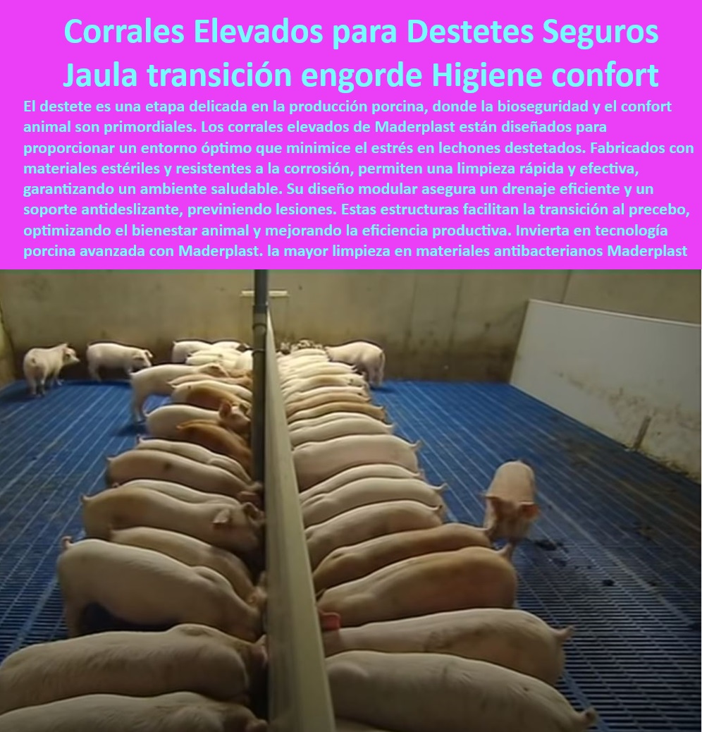 Jaulas de Piso Levantado Precebos Corrales Porcinos Elevados Maderplast Pisos higiénicos para engorde de lechones, - Soluciones-Porcinas-De-Transición , - Corrales-Elevados-Bioseguros - Pisos plásticos antideslizantes para porcicultura, - Corrales técnicos que cumplen con las normativas internacionales, - Materiales plásticos no absorbentes para jaulas, - ¿Qué pisos antideslizantes funcionan mejor en granjas porcinas? , - Jaulas-Antideslizantes-Para-Lechones , - Infraestructura-Tecnificada-Porcicultura - ¿Cómo mejorar la bioseguridad en granjas de cerdos? , - Bioseguridad-Granjas-Modernas , - Pisos-Higiénicos-Granjas-Porcinas - Corrales higiénicos con diseño modular innovador, - Soluciones avanzadas para transición de precebos, - Sistemas-Drenaje-Eficiente-Porcino - Jaulas diseñadas para minimizar el estrés térmico, - Sistemas de manejo de cerdos con mínima manutención, - Corrales-Sostenibles-Confort-Cerdos - Jaulas modulares higiénicas para cerdos, - Jaulas elevadas para transición y engorde, - ¿Cuáles son las mejores soluciones para la transición de precebos? , - Corrales-Para-Cerdos-Destetados - Corrales elevados para destete bioseguro, - Drenaje efectivo en corrales para bienestar animal, - Jaulas-Modulares-Para-Precebos - Jaulas económicas con durabilidad garantizada, - Soluciones en jaulas avanzadas para porcicultura, - Materiales antibacterianos para granjas porcinas, - ¿Dónde comprar corrales elevados con drenaje eficiente? - Sistemas de drenaje eficientes en corrales porcinos, - Infraestructura avanzada para manejo de lechones, - Pisos higiénicos que maximizan la productividad, - Instalaciones tecnificadas para granjas modernas, - Corrales para cerdos destetados sin estrés, - Pisos elevados que facilitan la limpieza rápida, - Estructuras bioseguras para el bienestar animal porcino, - ¿Qué jaulas son ideales para cerdos destetados? - Pisos fáciles de limpiar para porcicultura tecnificada, - Equipamiento modular para porcicultura sostenible, - Jaulas resistentes a la corrosión para granjas. - Corrales elevados para mejorar la productividad porcina - Cómo mejorar el manejo de cerdos destetados - Equipamiento económico para porcicultura - Soluciones Jaulas 0 Jaulas de Piso Levantado Precebos Corrales Porcinos Elevados Maderplast Corrales elevados para mejorar la productividad porcina Cómo mejorar el manejo de cerdos destetados Equipamiento económico para porcicultura Soluciones Jaulas 0 Pisos higiénicos para engorde de lechones, - Soluciones-Porcinas-De-Transición , - Corrales-Elevados-Bioseguros - Pisos plásticos antideslizantes para porcicultura, - Corrales técnicos que cumplen con las normativas internacionales, - Materiales plásticos no absorbentes para jaulas, - ¿Qué pisos antideslizantes funcionan mejor en granjas porcinas? , - Jaulas-Antideslizantes-Para-Lechones , - Infraestructura-Tecnificada-Porcicultura - ¿Cómo mejorar la bioseguridad en granjas de cerdos? , - Bioseguridad-Granjas-Modernas , - Pisos-Higiénicos-Granjas-Porcinas - Corrales higiénicos con diseño modular innovador, - Soluciones avanzadas para transición de precebos, - Sistemas-Drenaje-Eficiente-Porcino - Jaulas diseñadas para minimizar el estrés térmico, - Sistemas de manejo de cerdos con mínima manutención, - Corrales-Sostenibles-Confort-Cerdos - Jaulas modulares higiénicas para cerdos, - Jaulas elevadas para transición y engorde, - ¿Cuáles son las mejores soluciones para la transición de precebos? , - Corrales-Para-Cerdos-Destetados - Corrales elevados para destete bioseguro, - Drenaje efectivo en corrales para bienestar animal, - Jaulas-Modulares-Para-Precebos - Jaulas económicas con durabilidad garantizada, - Soluciones en jaulas avanzadas para porcicultura, - Materiales antibacterianos para granjas porcinas, - ¿Dónde comprar corrales elevados con drenaje eficiente? - Sistemas de drenaje eficientes en corrales porcinos, - Infraestructura avanzada para manejo de lechones, - Pisos higiénicos que maximizan la productividad, - Instalaciones tecnificadas para granjas modernas, - Corrales para cerdos destetados sin estrés, - Pisos elevados que facilitan la limpieza rápida, - Estructuras bioseguras para el bienestar animal porcino, - ¿Qué jaulas son ideales para cerdos destetados? - Pisos fáciles de limpiar para porcicultura tecnificada, - Equipamiento modular para porcicultura sostenible, - Jaulas resistentes a la corrosión para granjas. Jaulas de Piso Levantado Precebos Corrales Porcinos Elevados Maderplast - Corrales elevados para mejorar la productividad porcina - Cómo mejorar el manejo de cerdos destetados - Equipamiento económico para porcicultura - Soluciones Jaulas 0