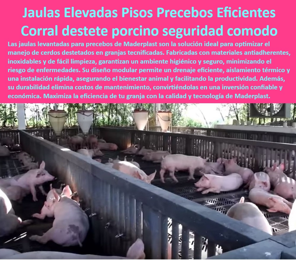 Jaulas de Piso Levantado Precebo Corrales Porcinos Elevados Maderplast Jaulas avanzadas para lechones destetados, , - Infraestructura-Modular-En-Granjas , - Jaulas-Elevadas-Para-Cerdos , - Bioseguridad-En-Manejo-Porcino - Corrales modulares para bioseguridad porcina, - Corrales seguros para lechones en precebo, , - Pisos-Plásticos-Anticorrosivos - Jaulas resistentes y duraderas, , - Corrales-Modulares-Porcinos - Pisos elevados resistentes a la corrosión, - ¿Qué sistemas de piso son higiénicos para granjas porcinas? - Pisos modulares con drenaje eficiente, - Infraestructura robusta para cría porcina, - Pisos antideslizantes para granjas porcinas, - Jaulas especializadas en destete seguro, , - Sistemas-Higiénicos-Para-Precebos - Corrales prácticos y de bajo mantenimiento, , - Jaulas-Plásticas-Bajo-Mantenimiento - Equipos higiénicos para granjas tecnificadas, - Sistemas fáciles de instalar para cerdos, - Jaulas para mejorar la productividad porcina, , - Corrales-Eficientes-Drenaje - Infraestructura para transición de lechones, - ¿Cuáles son los mejores corrales para lechones en precebo? , - Pisos-Antideslizantes-En-Granjas , - Jaulas-Destete-Seguro-Lechones - Soluciones bioseguras para manejo porcino, - Sistemas modulares para destete porcino, - ¿Dónde jaula encontrars para destete porcino? - Pisos eficientes para granjas sostenibles, - Corrales plásticos para optimizar la producción, - Soluciones eficientes para precebo porcino, - Corrales ergonómicos en precebo, - Jaulas elevadas para cerdos destetados, - Pisos plásticos resistentes y antideslizantes, - ¿Qué jaulas ofrecen drenaje eficiente para lechones? - ¿Cómo instalar jaulas modulares para cerdos? - Soluciones económicas para el bienestar animal, - Corrales plásticos higiénicos para cerdos, - Sistemas prácticos para cría de cerdos. Jaulas ergonómicas para lechones en precebo Corrales modulares cría de cerdos destetados Sistemas prácticos para destete porcino Jaulas para cerdos destetados 0 Jaulas de Piso Levantado Precebo Corrales Porcinos Elevados Maderplast Jaulas ergonómicas para lechones en precebo Corrales modulares cría de cerdos destetados Sistemas prácticos para destete porcino Jaulas para cerdos destetados 0 Jaulas avanzadas para lechones destetados, , - Infraestructura-Modular-En-Granjas , - Jaulas-Elevadas-Para-Cerdos , - Bioseguridad-En-Manejo-Porcino - Corrales modulares para bioseguridad porcina, - Corrales seguros para lechones en precebo, , - Pisos-Plásticos-Anticorrosivos - Jaulas resistentes y duraderas, , - Corrales-Modulares-Porcinos - Pisos elevados resistentes a la corrosión, - ¿Qué sistemas de piso son higiénicos para granjas porcinas? - Pisos modulares con drenaje eficiente, - Infraestructura robusta para cría porcina, - Pisos antideslizantes para granjas porcinas, - Jaulas especializadas en destete seguro, , - Sistemas-Higiénicos-Para-Precebos - Corrales prácticos y de bajo mantenimiento, , - Jaulas-Plásticas-Bajo-Mantenimiento - Equipos higiénicos para granjas tecnificadas, - Sistemas fáciles de instalar para cerdos, - Jaulas para mejorar la productividad porcina, , - Corrales-Eficientes-Drenaje - Infraestructura para transición de lechones, - ¿Cuáles son los mejores corrales para lechones en precebo? , - Pisos-Antideslizantes-En-Granjas , - Jaulas-Destete-Seguro-Lechones - Soluciones bioseguras para manejo porcino, - Sistemas modulares para destete porcino, - ¿Dónde jaula encontrars para destete porcino? - Pisos eficientes para granjas sostenibles, - Corrales plásticos para optimizar la producción, - Soluciones eficientes para precebo porcino, - Corrales ergonómicos en precebo, - Jaulas elevadas para cerdos destetados, - Pisos plásticos resistentes y antideslizantes, - ¿Qué jaulas ofrecen drenaje eficiente para lechones? - ¿Cómo instalar jaulas modulares para cerdos? - Soluciones económicas para el bienestar animal, - Corrales plásticos higiénicos para cerdos, - Sistemas prácticos para cría de cerdos. Jaulas de Piso Levantado Precebo Corrales Porcinos Elevados Maderplast Jaulas ergonómicas para lechones en precebo Corrales modulares cría de cerdos destetados Sistemas prácticos para destete porcino Jaulas para cerdos destetados 0