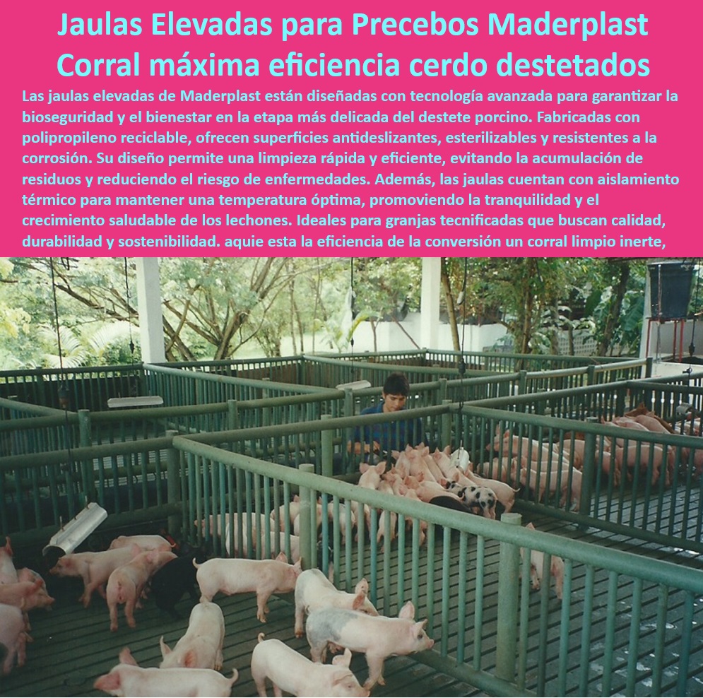 Jaulas de Piso Levantado Precebos Corrales Porcinos Elevados Maderplast -Jaulas-Económicas-Fácil-Instalación - Jaulas que minimizan el estrés térmico animal, - Sistemas de piso para reducir riesgos sanitarios, - Corrales plásticos ideales para destete seguro, , - Jaulas-Elevadas-Destete-Cerdos , - Corrales-Drenantes-Higiene-Porcina , - Sistemas-Eficientes-Manejo-Porcebo - ¿Qué jaulas son más eficientes para manejar precebos en granjas? - Pisos resistentes y de fácil mantenimiento, - Jaulas con diseño ergonómico para lechones, - Infraestructura para cría de lechones, - Soluciones plásticas para optimizar la producción porcina, - Sistemas avanzados para cerdos destetados, , - Corrales-Modulares-Porcinos - Jaulas resistentes a la corrosión en granjas, - Jaulas elevadas para destete de cerdos, - Pisos drenantes para evitar la acumulación de residuos, , - Pisos-Antideslizantes-Para-Granjas , - Pisos-Plásticos-Bajo-Mantenimiento - Corrales económicos y de fácil instalación, , - Jaulas-Plásticas-Higiénicas-Granjas - Soluciones higiénicas para el bienestar animal, - Pisos antideslizantes para jaulas porcinas, - Corrales modulares para manejo porcino, - Sistemas eficientes para manejo de precebos, - ¿Cómo instalar corrales modulares en granjas tecnificadas? - Infraestructura sostenible para manejo porcino, - Jaulas plásticas con drenaje óptimo, - Pisos elevados para granjas porcinas tecnificadas, - ¿Dónde comprar jaulas plásticas para cerdos precebo? - Jaulas económicas con durabilidad extendida, - Infraestructura tecnificada para manejo de lechones, - Jaulas para mejorar la bioseguridad en granjas, , - Infraestructura-Tecnificada-Bienestar-Animal - ¿Qué sistemas de pisos higiénicos son ideales para granjas porcinas? - Pisos plásticos higiénicos para granjas, - Sistemas modulares para cerdos en precebo, - Corrales con ventilación eficiente para lechones, - ¿Cuáles son las mejores jaulas para destete de cerdos? , - Soluciones-Tecnológicas-Para-Granjas - Pisos elevados para destete en granjas - Sistemas manejar cerdos precebo en granjas pequeñas - Jaulas higiénicas para manejo eficiente del precebo - Sistemas Jaulas 0 Jaulas de Piso Levantado Precebos Corrales Porcinos Elevados Maderplast Pisos elevados para destete en granjas Sistemas manejar cerdos precebo en granjas pequeñas Jaulas higiénicas para manejo eficiente del precebo Sistemas Jaulas 0 Jaulas de -Jaulas-Económicas-Fácil-Instalación - Jaulas que minimizan el estrés térmico animal, - Sistemas de piso para reducir riesgos sanitarios, - Corrales plásticos ideales para destete seguro, , - Jaulas-Elevadas-Destete-Cerdos , - Corrales-Drenantes-Higiene-Porcina , - Sistemas-Eficientes-Manejo-Porcebo - ¿Qué jaulas son más eficientes para manejar precebos en granjas? - Pisos resistentes y de fácil mantenimiento, - Jaulas con diseño ergonómico para lechones, - Infraestructura para cría de lechones, - Soluciones plásticas para optimizar la producción porcina, - Sistemas avanzados para cerdos destetados, , - Corrales-Modulares-Porcinos - Jaulas resistentes a la corrosión en granjas, - Jaulas elevadas para destete de cerdos, - Pisos drenantes para evitar la acumulación de residuos, , - Pisos-Antideslizantes-Para-Granjas , - Pisos-Plásticos-Bajo-Mantenimiento - Corrales económicos y de fácil instalación, , - Jaulas-Plásticas-Higiénicas-Granjas - Soluciones higiénicas para el bienestar animal, - Pisos antideslizantes para jaulas porcinas, - Corrales modulares para manejo porcino, - Sistemas eficientes para manejo de precebos, - ¿Cómo instalar corrales modulares en granjas tecnificadas? - Infraestructura sostenible para manejo porcino, - Jaulas plásticas con drenaje óptimo, - Pisos elevados para granjas porcinas tecnificadas, - ¿Dónde comprar jaulas plásticas para cerdos precebo? - Jaulas económicas con durabilidad extendida, - Infraestructura tecnificada para manejo de lechones, - Jaulas para mejorar la bioseguridad en granjas, , - Infraestructura-Tecnificada-Bienestar-Animal - ¿Qué sistemas de pisos higiénicos son ideales para granjas porcinas? - Pisos plásticos higiénicos para granjas, - Sistemas modulares para cerdos en precebo, - Corrales con ventilación eficiente para lechones, - ¿Cuáles son las mejores jaulas para destete de cerdos? , - Soluciones-Tecnológicas-Para-Granjas Piso Levantado Precebos Corrales Porcinos Elevados Maderplast - Pisos elevados para destete en granjas - Sistemas manejar cerdos precebo en granjas pequeñas - Jaulas higiénicas para manejo eficiente del precebo - Sistemas Jaulas 0