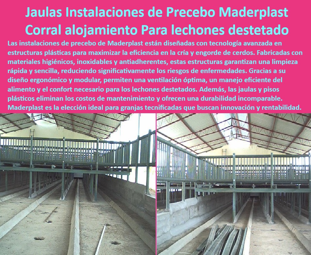 Jaulas de Piso Levantado Precebos Corrales Porcinos Elevados Maderplast -Soluciones-Duraderas-Maternidades-Porcinas - ¿Qué corrales son más higiénicos para destete de lechones? - Corrales ergonómicos con ventilación eficiente, - Equipos avanzados para manejo de precebos, - Pisos drenantes para corrales porcinos, - Soluciones duraderas para maternidades porcinas, - Pisos antideslizantes para lechones en granjas, , - Pisos-Higiénicos-Granjas-Tecnificadas - Pisos plásticos higiénicos para granjas tecnificadas, - Infraestructura para mejorar la bioseguridad en granjas, - Jaulas térmicas para maternidades porcinas, - ¿Dónde comprar pisos térmicos para cerdos? - Pisos resistentes al desgaste por el tráfico animal, , - Jaulas-Térmicas-Maternidades-Porcinas , - Estructuras-Plásticas-Avanzadas - Corrales elevados para destete de lechones, , - Infraestructura-Sostenible-Manejo-Porcino - Sistemas de confort térmico para cerdos, , - Jaulas-Anticorrosivas-Porcicultura - Estructuras resistentes para cría de cerdos, , - Corrales-Modulares-Bioseguridad-Granjas - Instalaciones modulares para granjas porcinas, - Estructuras plásticas anticorrosivas para porcicultura, - Jaulas tecnológicas para optimizar la producción porcina, - Infraestructura sostenible para granjas tecnificadas, - Sistemas prácticos para engorde en granjas, - ¿Cómo mejorar la bioseguridad en granjas porcinas? - ¿Qué jaulas son ideales para maternidades porcinas? , - Pisos-Térmicos-Bienestar-Animal - Corrales plásticos con diseño modular, , - Sistemas-Prácticos-Destete-Lechones - Pisos elevados para maternidades porcinas avanzadas, - Sistemas avanzados para manejo de lechones destetados, - Corrales innovadores para bioseguridad animal, - ¿Cuáles son las mejores estructuras plásticas para porcicultura? - Soluciones higiénicas para manejo porcino eficiente, - Pisos térmicos para el bienestar animal, - Jaulas sostenibles para granjas modernas, - Jaulas económicas y fáciles de limpiar, , - Corrales-Plásticos-Para-Destete Pisos térmicos para confort en maternidades porcinas Equipos avanzados para destete de lechones Estructuras plásticas sostenibles para granjas modernas Corrales 0 Jaulas de Piso Levantado Precebos Corrales Porcinos Elevados Maderplast Pisos térmicos para confort en maternidades porcinas Equipos avanzados para destete de lechones Estructuras plásticas sostenibles para granjas modernas Corrales 0 -Soluciones-Duraderas-Maternidades-Porcinas - ¿Qué corrales son más higiénicos para destete de lechones? - Corrales ergonómicos con ventilación eficiente, - Equipos avanzados para manejo de precebos, - Pisos drenantes para corrales porcinos, - Soluciones duraderas para maternidades porcinas, - Pisos antideslizantes para lechones en granjas, , - Pisos-Higiénicos-Granjas-Tecnificadas - Pisos plásticos higiénicos para granjas tecnificadas, - Infraestructura para mejorar la bioseguridad en granjas, - Jaulas térmicas para maternidades porcinas, - ¿Dónde comprar pisos térmicos para cerdos? - Pisos resistentes al desgaste por el tráfico animal, , - Jaulas-Térmicas-Maternidades-Porcinas , - Estructuras-Plásticas-Avanzadas - Corrales elevados para destete de lechones, , - Infraestructura-Sostenible-Manejo-Porcino - Sistemas de confort térmico para cerdos, , - Jaulas-Anticorrosivas-Porcicultura - Estructuras resistentes para cría de cerdos, , - Corrales-Modulares-Bioseguridad-Granjas - Instalaciones modulares para granjas porcinas, - Estructuras plásticas anticorrosivas para porcicultura, - Jaulas tecnológicas para optimizar la producción porcina, - Infraestructura sostenible para granjas tecnificadas, - Sistemas prácticos para engorde en granjas, - ¿Cómo mejorar la bioseguridad en granjas porcinas? - ¿Qué jaulas son ideales para maternidades porcinas? , - Pisos-Térmicos-Bienestar-Animal - Corrales plásticos con diseño modular, , - Sistemas-Prácticos-Destete-Lechones - Pisos elevados para maternidades porcinas avanzadas, - Sistemas avanzados para manejo de lechones destetados, - Corrales innovadores para bioseguridad animal, - ¿Cuáles son las mejores estructuras plásticas para porcicultura? - Soluciones higiénicas para manejo porcino eficiente, - Pisos térmicos para el bienestar animal, - Jaulas sostenibles para granjas modernas, - Jaulas económicas y fáciles de limpiar, , - Corrales-Plásticos-Para-Destete Jaulas de Piso Levantado Precebos Corrales Porcinos Elevados Maderplast Pisos térmicos para confort en maternidades porcinas Equipos avanzados para destete de lechones Estructuras plásticas sostenibles para granjas modernas Corrales 0