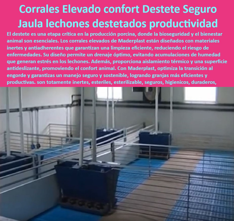 Jaulas de Piso Levantado Precebos Corrales Porcinos Elevados Maderplast ¿Dónde comprar corrales elevados para destete de lechones? , - Eficiencia-Operativa-Maternidades - ¿Cuáles son los beneficios de usar pisos térmicos para cerdos? , - Infraestructura-Sostenible-Granjas - Corrales desmontables para granjas de alta eficiencia, - Jaulas modulares fáciles de limpiar, - ¿Cómo mejorar la productividad en maternidades porcinas? - Corrales plásticos con alta durabilidad, , - Diseño-Modular-Granjas-Porcinas - Jaulas esterilizables para manejo seguro de lechones, - ¿Qué sistemas son ideales para granjas porcinas sostenibles? , - Pisos-Drenantes-Manejo-Porcino - Equipos avanzados para granjas porcinas modernas, - ¿Qué jaulas garantizan mayor bioseguridad en granjas porcinas? - Pisos drenantes para minimizar acumulaciones de humedad, - Soluciones innovadoras para maternidades porcinas, - Corrales elevados higiénicos para destete porcino, - Sistemas de bioseguridad para maternidades porcinas, - Sistemas económicos de manejo porcino, - Pisos elevados con diseño ergonómico, , - Jaulas-Duraderas-Granjas-Tecnificadas - Estructuras resistentes para cría de cerdos, , - Pisos-Térmicos-Confort-Animal - Jaulas ergonómicas con diseño térmico avanzado, , - Jaulas-Fáciles-Limpieza-Porcicultura - Jaulas plásticas duraderas para cerdos, - Jaulas anticorrosivas para ambientes húmedos, , - Corrales-Plásticos-Bioseguros - Infraestructura porcina que cumple con las normativas internacionales, - Pisos térmicos para garantizar el bienestar animal, - Pisos antideslizantes para comodidad animal, - Infraestructura porcina sostenible y eficiente, - Sistemas avanzados para reducción de costos, , - Bioseguridad-Porcina-Eficiente - Jaulas ligeras para optimizar el manejo de lechones, - Infraestructura porcina con materiales reciclables, - Diseño de corrales para mejorar la productividad porcina, , - Corrales-Elevados-Higiénicos-Porcinos - Soluciones modulares para granjas tecnificadas, - Pisos reciclables para manejo porcino higiénico. - Soluciones llave en mano para granjas porcinas - Diseño de infraestructura porcina para alta eficiencia - Pisos elevados para maternidades porcinas modernas - Jaulas Jaulas de Piso Levantado Precebos Corrales Porcinos Elevados Maderplast Soluciones llave en mano para granjas porcinas Diseño de infraestructura porcina para alta eficiencia Pisos elevados para maternidades porcinas modernas Jaulas ¿Dónde comprar corrales elevados para destete de lechones? , - Eficiencia-Operativa-Maternidades - ¿Cuáles son los beneficios de usar pisos térmicos para cerdos? , - Infraestructura-Sostenible-Granjas - Corrales desmontables para granjas de alta eficiencia, - Jaulas modulares fáciles de limpiar, - ¿Cómo mejorar la productividad en maternidades porcinas? - Corrales plásticos con alta durabilidad, , - Diseño-Modular-Granjas-Porcinas - Jaulas esterilizables para manejo seguro de lechones, - ¿Qué sistemas son ideales para granjas porcinas sostenibles? , - Pisos-Drenantes-Manejo-Porcino - Equipos avanzados para granjas porcinas modernas, - ¿Qué jaulas garantizan mayor bioseguridad en granjas porcinas? - Pisos drenantes para minimizar acumulaciones de humedad, - Soluciones innovadoras para maternidades porcinas, - Corrales elevados higiénicos para destete porcino, - Sistemas de bioseguridad para maternidades porcinas, - Sistemas económicos de manejo porcino, - Pisos elevados con diseño ergonómico, , - Jaulas-Duraderas-Granjas-Tecnificadas - Estructuras resistentes para cría de cerdos, , - Pisos-Térmicos-Confort-Animal - Jaulas ergonómicas con diseño térmico avanzado, , - Jaulas-Fáciles-Limpieza-Porcicultura - Jaulas plásticas duraderas para cerdos, - Jaulas anticorrosivas para ambientes húmedos, , - Corrales-Plásticos-Bioseguros - Infraestructura porcina que cumple con las normativas internacionales, - Pisos térmicos para garantizar el bienestar animal, - Pisos antideslizantes para comodidad animal, - Infraestructura porcina sostenible y eficiente, - Sistemas avanzados para reducción de costos, , - Bioseguridad-Porcina-Eficiente - Jaulas ligeras para optimizar el manejo de lechones, - Infraestructura porcina con materiales reciclables, - Diseño de corrales para mejorar la productividad porcina, , - Corrales-Elevados-Higiénicos-Porcinos - Soluciones modulares para granjas tecnificadas, - Pisos reciclables para manejo porcino higiénico. Jaulas de Piso Levantado Precebos Corrales Porcinos Elevados Maderplast - Soluciones llave en mano para granjas porcinas - Diseño de infraestructura porcina para alta eficiencia - Pisos elevados para maternidades porcinas modernas - Jaulas