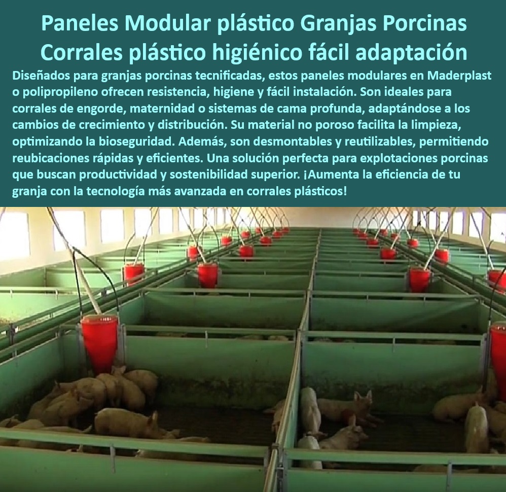 Paneles Plásticos Modulares para Corrales de Cerdos Maderplast Infraestructura sostenible en sistemas porcinos, - Corrales plásticos con alta durabilidad y bioseguridad, - Diseño modular eficiente para engorde porcino, - Paneles modulares para fácil reubicación de corrales, - Paneles adaptables a sistemas de crecimiento porcino, , - Paneles-Plásticos-Resistentes - Soluciones eficientes para higiene en granjas porcinas, - Soluciones avanzadas en infraestructura de porcicultura, - Placas plásticas antibacteriales para cerdos, , - Materiales-Antibacteriales-Granjas , - Innovación-Bioseguridad-Porcina - Diseño práctico para corrales de maternidad, - Paneles plásticos modulares para corrales porcinos, - Paneles plásticos sostenibles para sistemas tecnificados, - Corrales de engorde con bioseguridad superior, - Soluciones higiénicas en granjas porcinas tecnificadas, - Materiales ecológicos para sistemas porcinos modernos, , - Soluciones-Higiénicas-Porcinas - Infraestructura modular para granjas porcinas avanzadas, - Innovación en paneles plásticos para corrales, - ¿Cuáles son los mejores materiales para bioseguridad porcina? - Soluciones desmontables y reutilizables en corrales, - Materiales anticorrosivos para instalaciones porcinas, - Pisos y paneles plásticos resistentes para porcicultura, , - Diseño-Modular-Granjas-Tecnificadas - Paneles modulares para optimización de bioseguridad, , - Corrales-Duraderos-Bioseguros - Placas plásticas no porosas para instalaciones de cerdos, , - Corrales-Desmontables-Sostenibles , - Infraestructura-Modular-Porcicultura - Paneles antibacterianos para reducción de enfermedades porcinas, - ¿Qué paneles son ideales para granjas tecnificadas? - Materiales resistentes a ambientes hostiles en granjas, - ¿Dónde encontrar paneles de plástico para corrales de cerdos? - ¿Cómo instalar corrales desmontables para cerdos de engorde? , - Corrales-Fáciles-Limpieza - Paneles de fácil limpieza para granjas porcinas, - ¿Qué soluciones existen para optimizar la higiene en granjas porcinas? - Corrales desmontables para facilitar el manejo del cerdo, , - Paneles-Plásticos-Modulares-Corrales - Corrales Higiénicos y Duraderos para Cerdos de Engorde con Bioseguridad y Sostenibilidad Superior - Materiales Anticorrosivos, Antibacteriales y de Fácil Limpieza Optimizada Paneles Plásticos Modulares para Corrales de Cerdos Maderplast Corrales Higiénicos y Duraderos para Cerdos de Engorde con Bioseguridad y Sostenibilidad Superior Materiales Anticorrosivos Antibacteriales y de Fácil Limpieza Optimizada Infraestructura sostenible en sistemas porcinos, - Corrales plásticos con alta durabilidad y bioseguridad, - Diseño modular eficiente para engorde porcino, - Paneles modulares para fácil reubicación de corrales, - Paneles adaptables a sistemas de crecimiento porcino, , - Paneles-Plásticos-Resistentes - Soluciones eficientes para higiene en granjas porcinas, - Soluciones avanzadas en infraestructura de porcicultura, - Placas plásticas antibacteriales para cerdos, , - Materiales-Antibacteriales-Granjas , - Innovación-Bioseguridad-Porcina - Diseño práctico para corrales de maternidad, - Paneles plásticos modulares para corrales porcinos, - Paneles plásticos sostenibles para sistemas tecnificados, - Corrales de engorde con bioseguridad superior, - Soluciones higiénicas en granjas porcinas tecnificadas, - Materiales ecológicos para sistemas porcinos modernos, , - Soluciones-Higiénicas-Porcinas - Infraestructura modular para granjas porcinas avanzadas, - Innovación en paneles plásticos para corrales, - ¿Cuáles son los mejores materiales para bioseguridad porcina? - Soluciones desmontables y reutilizables en corrales, - Materiales anticorrosivos para instalaciones porcinas, - Pisos y paneles plásticos resistentes para porcicultura, , - Diseño-Modular-Granjas-Tecnificadas - Paneles modulares para optimización de bioseguridad, , - Corrales-Duraderos-Bioseguros - Placas plásticas no porosas para instalaciones de cerdos, , - Corrales-Desmontables-Sostenibles , - Infraestructura-Modular-Porcicultura - Paneles antibacterianos para reducción de enfermedades porcinas, - ¿Qué paneles son ideales para granjas tecnificadas? - Materiales resistentes a ambientes hostiles en granjas, - ¿Dónde encontrar paneles de plástico para corrales de cerdos? - ¿Cómo instalar corrales desmontables para cerdos de engorde? , - Corrales-Fáciles-Limpieza - Paneles de fácil limpieza para granjas porcinas, - ¿Qué soluciones existen para optimizar la higiene en granjas porcinas? - Corrales desmontables para facilitar el manejo del cerdo, , - Paneles-Plásticos-Modulares-Corrales Paneles Plásticos Modulares para Corrales de Cerdos Maderplast - Corrales Higiénicos y Duraderos para Cerdos de Engorde con Bioseguridad y Sostenibilidad Superior - Materiales Anticorrosivos, Antibacteriales y de Fácil Limpieza Optimizada