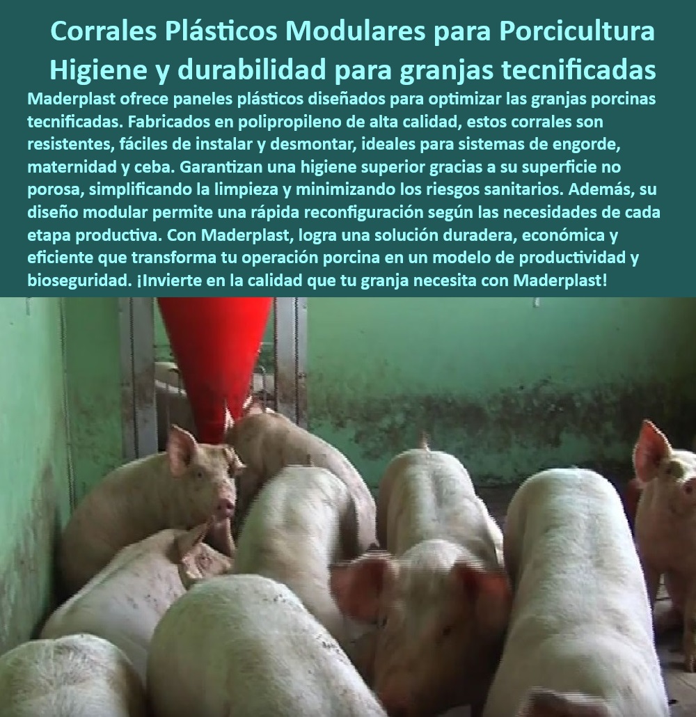 Paneles Plásticos Modulares para Corrales de Cerdos Maderplast ¿Qué paneles modulares son mejores para corrales de cerdos? - Infraestructura de alta resistencia para porcicultura moderna, - ¿Dónde comprar corrales de plástico duraderos para cerdos? , - Bioseguridad-Reutilizables-Corrales - Corrales plásticos modulares para granjas porcinas, - Paneles no porosos para limpieza fácil en corrales, , - Divisiones-Higiénicas-Cerdos - Paneles plásticos resistentes al desgaste porcino, - Soluciones sostenibles y prácticas para manejo de cerdos, - ¿Qué sistemas modulares garantizan bioseguridad en porcicultura? - Sistemas de división plástica para corrales sin mantenimiento, - Diseño modular para manejo eficiente en granjas, - Soluciones tecnológicas en divisiones porcinas modulares, - División higiénica y duradera para porcicultura tecnificada, - Paneles reconfigurables para optimización de corrales porcinos, , - Soluciones-Duraderas-Porcinas - Sistemas modulares para optimizar granjas porcinas tecnificadas, - Paneles duraderos y seguros para granjas tecnificadas, - Sistemas plásticos higiénicos para manejo de cerdos, , - Manejo-Eficiente-Cerdos , - Infraestructura-Modular-Granjas - 5 Consultas de Búsqueda por Voz , - Paneles-Resistentes-Bioseguridad - Paneles higiénicos para cerdos de engorde y maternidad, - Diseño modular para minimizar riesgos sanitarios en granjas, - Paneles anticorrosivos para sistemas de bioseguridad, - Divisiones reutilizables para bioseguridad porcina, , - Sistemas-Modulares-Porcicultura - Corrales desmontables y duraderos para cerdos, - Bioseguridad avanzada con corrales desmontables, - ¿Cómo instalar divisiones higiénicas en granjas porcinas? - Soluciones técnicas para maximizar la productividad porcina, - Corrales de plástico reciclable para sostenibilidad porcina, - ¿Cuáles son las mejores opciones para corrales desmontables? - Paneles de fácil limpieza y alta resistencia para granjas, - División de corrales para cerdos con diseño modular, , - Corrales-Modulares-Higiénicos , - Paneles-Plásticos-Duraderos - Paneles resistentes al desgaste para producción porcina, - 10 Hashtags Mejorados con Guión al Medio - Soluciones higiénicas avanzadas para porcicultura, , - Corrales-Sostenibles-Reutilizables - Paneles Duraderos y Reutilizables para Cerdos de Engorde - Corrales-Duraderos-Para-Cerdos - Paneles-Plásticos-Resistentes - ¿Qué materiales son más duraderos granjas 0 Paneles Plásticos Modulares para Corrales de Cerdos Maderplast Paneles Duraderos y Reutilizables para Cerdos de Engorde Corrales Duraderos Para Cerdos Paneles Plásticos Resistentes Qué materiales son más duraderos granjas 0 ¿Qué paneles modulares son mejores para corrales de cerdos? - Infraestructura de alta resistencia para porcicultura moderna, - ¿Dónde comprar corrales de plástico duraderos para cerdos? , - Bioseguridad-Reutilizables-Corrales - Corrales plásticos modulares para granjas porcinas, - Paneles no porosos para limpieza fácil en corrales, , - Divisiones-Higiénicas-Cerdos - Paneles plásticos resistentes al desgaste porcino, - Soluciones sostenibles y prácticas para manejo de cerdos, - ¿Qué sistemas modulares garantizan bioseguridad en porcicultura? - Sistemas de división plástica para corrales sin mantenimiento, - Diseño modular para manejo eficiente en granjas, - Soluciones tecnológicas en divisiones porcinas modulares, - División higiénica y duradera para porcicultura tecnificada, - Paneles reconfigurables para optimización de corrales porcinos, , - Soluciones-Duraderas-Porcinas - Sistemas modulares para optimizar granjas porcinas tecnificadas, - Paneles duraderos y seguros para granjas tecnificadas, - Sistemas plásticos higiénicos para manejo de cerdos, , - Manejo-Eficiente-Cerdos , - Infraestructura-Modular-Granjas - 5 Consultas de Búsqueda por Voz , - Paneles-Resistentes-Bioseguridad - Paneles higiénicos para cerdos de engorde y maternidad, - Diseño modular para minimizar riesgos sanitarios en granjas, - Paneles anticorrosivos para sistemas de bioseguridad, - Divisiones reutilizables para bioseguridad porcina, , - Sistemas-Modulares-Porcicultura - Corrales desmontables y duraderos para cerdos, - Bioseguridad avanzada con corrales desmontables, - ¿Cómo instalar divisiones higiénicas en granjas porcinas? - Soluciones técnicas para maximizar la productividad porcina, - Corrales de plástico reciclable para sostenibilidad porcina, - ¿Cuáles son las mejores opciones para corrales desmontables? - Paneles de fácil limpieza y alta resistencia para granjas, - División de corrales para cerdos con diseño modular, , - Corrales-Modulares-Higiénicos , - Paneles-Plásticos-Duraderos - Paneles resistentes al desgaste para producción porcina, - 10 Hashtags Mejorados con Guión al Medio - Soluciones higiénicas avanzadas para porcicultura, , - Corrales-Sostenibles-Reutilizables Paneles Plásticos Modulares para Corrales de Cerdos Maderplast - Paneles Duraderos y Reutilizables para Cerdos de Engorde - Corrales-Duraderos-Para-Cerdos - Paneles-Plásticos-Resistentes - ¿Qué materiales son más duraderos granjas 0