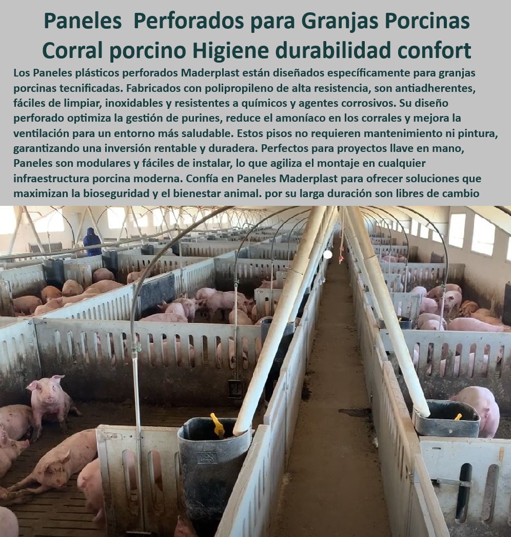 Paneles Plásticos Porcícolas Placas Higiénicas Granjas De Cerdos Maderplast -Pisos-Plásticos-Corrales - Pisos perforados que mejoran la ventilación en corrales, - Tecnología plástica para mejorar el bienestar animal en cerdos, - Corrales modulares con enfoque en confort y productividad, , - Infraestructura-Porcina-Moderna - Paneles antiadherentes resistentes a químicos y agentes corrosivos, - Paneles reconfigurables y adaptables para granjas porcinas, - Diseño modular para optimizar la producción en granjas porcinas, - ¿Cuáles son los mejores pisos plásticos para bioseguridad porcina? - Paneles resistentes para reducir emisiones de amoníaco, - Sistemas de ventilación con pisos plásticos perforados, , - Corrales-Modulares-Perforados - ¿Qué pisos perforados son ideales para corrales de cerdos? - Paneles duraderos y fáciles de limpiar para cerdos, - Pisos higiénicos que optimizan la limpieza de corrales, - Sistemas económicos y sostenibles para granjas porcinas modernas, - Soluciones plásticas sostenibles para granjas de cerdos, - Infraestructura plástica para granjas de engorde de cerdos, - Pisos modulares para granjas tecnificadas de cerdos, - Paneles de polipropileno resistentes para porcicultura, , - Paneles-Plásticos-Higiénicos - Corrales perforados para mejor gestión de purines, , - Pisos-Eficientes-Para-Cerdos , - Tecnología-Plástica-Porcicultura , - Soluciones-Sostenibles-Porcinas , - Sistemas-De-Ventilación-Porcina - Pisos plásticos perforados para corrales porcinos, - ¿Dónde comprar paneles plásticos higiénicos para granjas porcinas? , - Confort-Animal-Duradero - Tecnología plástica avanzada para manejo de purines, - Soluciones llave en mano para instalaciones porcinas tecnificadas, - Infraestructura moderna y duradera para granjas porcinas, , - Bioseguridad-En-Granjas - Pisos plásticos que maximizan la bioseguridad en granjas, - ¿Qué soluciones plásticas reducen el amoníaco en corrales porcinos? - Pisos plásticos con alta durabilidad y confort animal, - Paneles higiénicos para manejo de cerdos en granjas, - Tecnología en paneles plásticos para bioseguridad porcina, - ¿Cómo instalar pisos modulares en corrales de cerdos? - Pisos sin mantenimiento para instalaciones porcinas. - Cómo instalar pisos de plástico en corrales de cerdos - Pisos económicos y fáciles de limpiar para cerdos - Paneles diseñados de aumentar la productividad animal Paneles Plásticos Porcícolas Placas Higiénicas Granjas De Cerdos Maderplast Cómo instalar pisos de plástico en corrales de cerdos Pisos económicos y fáciles de limpiar para cerdos Paneles diseñados de aumentar la productividad animal -Pisos-Plásticos-Corrales - Pisos perforados que mejoran la ventilación en corrales, - Tecnología plástica para mejorar el bienestar animal en cerdos, - Corrales modulares con enfoque en confort y productividad, , - Infraestructura-Porcina-Moderna - Paneles antiadherentes resistentes a químicos y agentes corrosivos, - Paneles reconfigurables y adaptables para granjas porcinas, - Diseño modular para optimizar la producción en granjas porcinas, - ¿Cuáles son los mejores pisos plásticos para bioseguridad porcina? - Paneles resistentes para reducir emisiones de amoníaco, - Sistemas de ventilación con pisos plásticos perforados, , - Corrales-Modulares-Perforados - ¿Qué pisos perforados son ideales para corrales de cerdos? - Paneles duraderos y fáciles de limpiar para cerdos, - Pisos higiénicos que optimizan la limpieza de corrales, - Sistemas económicos y sostenibles para granjas porcinas modernas, - Soluciones plásticas sostenibles para granjas de cerdos, - Infraestructura plástica para granjas de engorde de cerdos, - Pisos modulares para granjas tecnificadas de cerdos, - Paneles de polipropileno resistentes para porcicultura, , - Paneles-Plásticos-Higiénicos - Corrales perforados para mejor gestión de purines, , - Pisos-Eficientes-Para-Cerdos , - Tecnología-Plástica-Porcicultura , - Soluciones-Sostenibles-Porcinas , - Sistemas-De-Ventilación-Porcina - Pisos plásticos perforados para corrales porcinos, - ¿Dónde comprar paneles plásticos higiénicos para granjas porcinas? , - Confort-Animal-Duradero - Tecnología plástica avanzada para manejo de purines, - Soluciones llave en mano para instalaciones porcinas tecnificadas, - Infraestructura moderna y duradera para granjas porcinas, , - Bioseguridad-En-Granjas - Pisos plásticos que maximizan la bioseguridad en granjas, - ¿Qué soluciones plásticas reducen el amoníaco en corrales porcinos? - Pisos plásticos con alta durabilidad y confort animal, - Paneles higiénicos para manejo de cerdos en granjas, - Tecnología en paneles plásticos para bioseguridad porcina, - ¿Cómo instalar pisos modulares en corrales de cerdos? - Pisos sin mantenimiento para instalaciones porcinas. Paneles Plásticos Porcícolas Placas Higiénicas Granjas De Cerdos Maderplast - Cómo instalar pisos de plástico en corrales de cerdos - Pisos económicos y fáciles de limpiar para cerdos - Paneles diseñados de aumentar la productividad animal