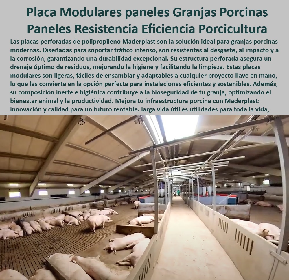 Paneles Plásticos Porcícolas Placas Higiénicas Granjas De Cerdos Maderplast Placas modulares de fácil limpieza para maternidades porcinas, - Paneles modulares para mejorar la productividad animal, - Sistemas plásticos para optimizar la higiene en corrales porcinos, - Pisos plásticos antiadherentes para maximizar la higiene en maternidades, - Pisos higiénicos para granjas tecnificadas con bioseguridad, - Soluciones innovadoras para reducir costos operativos en granjas, - Placas ecológicas con bajo mantenimiento para corrales, - Placas plásticas modulares para granjas porcinas sostenibles, - Placas resistentes que reducen el impacto ambiental en corrales, - Placas resistentes al tráfico constante de cerdos, - Sistemas-Modulares-Bioseguridad - Materiales anticorrosivos y estériles para instalaciones porcinas, - Paneles fáciles de instalar para proyectos llave en mano, - Innovación-En-Porcicultura , - Materiales-Duraderos-Porcinos , - Soluciones-Plásticas-Sostenibles - Pisos de polipropileno para maximizar la bioseguridad, - Pisos-Plásticos-Para-Corrales , - Pisos-Con-Drenaje-Eficiente - Pisos diseñados para soportar condiciones extremas en granjas, - Placas-Perforadas-Eficiencia - Materiales plásticos para infraestructuras agrícolas modernas, - Paneles para reducir el impacto ambiental en granjas de cerdos, - Paneles perforados higiénicos para corrales de cerdos, - Materiales reciclables resistentes para instalaciones porcinas, - ¿Cuáles son los mejores paneles plásticos para corrales de cerdos? , - Paneles-Ecológicos-Para-Granjas - Placas plásticas reciclables para granjas porcinas eficientes, - Placas higiénicas para instalaciones sostenibles y eficientes, - Paneles-Reciclables-Porcicultura - Materiales plásticos diseñados para eficiencia en porcicultura, - Placas-Higiénicas-Granjas - ¿Cómo optimizar la higiene y el drenaje en granjas de cerdos? - ¿Qué pisos higiénicos ayudan a mejorar la bioseguridad en granjas? - Paneles con diseño especializado para manejo de purines, - Paneles duraderos contra el desgaste y la corrosión en granjas, - Sistemas modulares plásticos para maximizar el bienestar animal, - ¿Dónde encontrar placas modulares para maternidades porcinas? - ¿Qué materiales sostenibles son ideales para instalaciones porcinas? - Pisos plásticos con drenaje para manejo de purines - Paneles para reducir el impacto ambiental en porcicultura - Placas perforadas para maximizar la higiene en corrales - Materiales reciclables para instalaciones PP Paneles Plásticos Porcícolas Placas Higiénicas Granjas De Cerdos Maderplast Paneles para reducir el impacto ambiental en porcicultura Placas perforadas para maximizar la higiene en corrales Materiales reciclables para instalaciones PP Placas modulares de fácil limpieza para maternidades porcinas, - Paneles modulares para mejorar la productividad animal, - Sistemas plásticos para optimizar la higiene en corrales porcinos, - Pisos plásticos antiadherentes para maximizar la higiene en maternidades, - Pisos higiénicos para granjas tecnificadas con bioseguridad, - Soluciones innovadoras para reducir costos operativos en granjas, - Placas ecológicas con bajo mantenimiento para corrales, - Placas plásticas modulares para granjas porcinas sostenibles, - Placas resistentes que reducen el impacto ambiental en corrales, - Placas resistentes al tráfico constante de cerdos, - Sistemas-Modulares-Bioseguridad - Materiales anticorrosivos y estériles para instalaciones porcinas, - Paneles fáciles de instalar para proyectos llave en mano, - Innovación-En-Porcicultura , - Materiales-Duraderos-Porcinos , - Soluciones-Plásticas-Sostenibles - Pisos de polipropileno para maximizar la bioseguridad, - Pisos-Plásticos-Para-Corrales , - Pisos-Con-Drenaje-Eficiente - Pisos diseñados para soportar condiciones extremas en granjas, - Placas-Perforadas-Eficiencia - Materiales plásticos para infraestructuras agrícolas modernas, - Paneles para reducir el impacto ambiental en granjas de cerdos, - Paneles perforados higiénicos para corrales de cerdos, - Materiales reciclables resistentes para instalaciones porcinas, - ¿Cuáles son los mejores paneles plásticos para corrales de cerdos? , - Paneles-Ecológicos-Para-Granjas - Placas plásticas reciclables para granjas porcinas eficientes, - Placas higiénicas para instalaciones sostenibles y eficientes, - Paneles-Reciclables-Porcicultura - Materiales plásticos diseñados para eficiencia en porcicultura, - Placas-Higiénicas-Granjas - ¿Cómo optimizar la higiene y el drenaje en granjas de cerdos? - ¿Qué pisos higiénicos ayudan a mejorar la bioseguridad en granjas? - Paneles con diseño especializado para manejo de purines, - Paneles duraderos contra el desgaste y la corrosión en granjas, - Sistemas modulares plásticos para maximizar el bienestar animal, - ¿Dónde encontrar placas modulares para maternidades porcinas? - ¿Qué materiales sostenibles son ideales para instalaciones porcinas? - Pisos plásticos con drenaje para manejo de purines Paneles Plásticos Porcícolas Placas Higiénicas Granjas De Cerdos Maderplast - Paneles para reducir el impacto ambiental en porcicultura - Placas perforadas para maximizar la higiene en corrales - Materiales reciclables para instalaciones PP