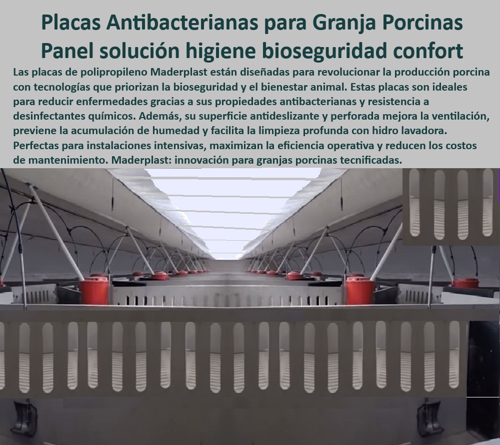 Paneles Plásticos Porcícolas Placas Higiénicas Granjas De Cerdos Maderplast Paneles higiénicos de fácil limpieza para granjas modernas, - ¿Qué pisos modulares son ideales para la bioseguridad en cerdos? - Placas resistentes para prevenir la acumulación de suciedad, - Soluciones innovadoras para granjas porcinas de alta productividad, - Placas modulares para optimizar el bienestar animal en porcicultura, - Paneles-Perforados-Para-Cerdos - Materiales plásticos resistentes a desinfectantes químicos, - Materiales ligeros y duraderos para instalaciones porcinas, - ¿Cuáles son las mejores placas antibacterianas para granjas porcinas? - Pisos plásticos diseñados para reducir la acumulación de humedad, - Pisos perforados para facilitar la limpieza en corrales de cerdos, - Paneles sostenibles diseñados para maximizar la eficiencia operativa, - Materiales antibacterianos para instalaciones de cerdos tecnificados, - Materiales plásticos para optimizar la bioseguridad en corrales, - Placas-Higiénicas-Para-Corrales , - Placas-Tecnológicas-Bioseguridad - Soluciones higiénicas para maternidades porcinas tecnificadas, - ¿Qué materiales ayudan a prevenir enfermedades en porcicultura? - ¿Dónde comprar paneles plásticos resistentes para corrales de cerdos? - Placas higiénicas de polipropileno con propiedades antibacterianas, - Placas antideslizantes para reducir lesiones en cerdos, - ¿Cómo optimizar la higiene en corrales de cerdos tecnificados? - Placas con tecnología avanzada para maximizar la salud porcina, - Paneles-Higiénicos-Sostenibles , - Materiales-Resistentes-Porcicultura - Placas antibacterianas para higiene en granjas porcinas, - Paneles perforados que mejoran la ventilación en corrales, - Paneles de polipropileno para control de enfermedades porcinas, - Paneles-Antibacterianos-Porcinos , - Pisos-Plásticos-Con-Bioseguridad - Paneles plásticos resistentes para bioseguridad en cerdos, - Pisos-Modulares-Bioseguridad , - Soluciones-Eficientes-En-Porcicultura - Paneles diseñados para facilitar la limpieza profunda con hidrolavadora, - Placas-Antideslizantes-Granjas - Pisos modulares para minimizar riesgos de enfermedades en cerdos, - Pisos higiénicos para instalaciones porcinas sostenibles y eficientes, - Pisos modulares para prevenir enfermedades en porcicultura, - Placas plásticas sostenibles para bioseguridad porcina eficiente, - Pisos con drenaje óptimos para control de residuos en porcicultura. - Placas antibacterianas para control de enfermedades porcinas - Pisos modulares que optimizan la bioseguridad - Placas plásticas para evitar lesiones en cerdos PP Paneles Plásticos Porcícolas Placas Higiénicas Granjas De Cerdos Maderplast Placas antibacterianas para control de enfermedades porcinas Pisos modulares que optimizan la bioseguridad Placas plásticas para evitar lesiones en cerdos PP Paneles higiénicos de fácil limpieza para granjas modernas, - ¿Qué pisos modulares son ideales para la bioseguridad en cerdos? - Placas resistentes para prevenir la acumulación de suciedad, - Soluciones innovadoras para granjas porcinas de alta productividad, - Placas modulares para optimizar el bienestar animal en porcicultura, - Paneles-Perforados-Para-Cerdos - Materiales plásticos resistentes a desinfectantes químicos, - Materiales ligeros y duraderos para instalaciones porcinas, - ¿Cuáles son las mejores placas antibacterianas para granjas porcinas? - Pisos plásticos diseñados para reducir la acumulación de humedad, - Pisos perforados para facilitar la limpieza en corrales de cerdos, - Paneles sostenibles diseñados para maximizar la eficiencia operativa, - Materiales antibacterianos para instalaciones de cerdos tecnificados, - Materiales plásticos para optimizar la bioseguridad en corrales, - Placas-Higiénicas-Para-Corrales , - Placas-Tecnológicas-Bioseguridad - Soluciones higiénicas para maternidades porcinas tecnificadas, - ¿Qué materiales ayudan a prevenir enfermedades en porcicultura? - ¿Dónde comprar paneles plásticos resistentes para corrales de cerdos? - Placas higiénicas de polipropileno con propiedades antibacterianas, - Placas antideslizantes para reducir lesiones en cerdos, - ¿Cómo optimizar la higiene en corrales de cerdos tecnificados? - Placas con tecnología avanzada para maximizar la salud porcina, - Paneles-Higiénicos-Sostenibles , - Materiales-Resistentes-Porcicultura - Placas antibacterianas para higiene en granjas porcinas, - Paneles perforados que mejoran la ventilación en corrales, - Paneles de polipropileno para control de enfermedades porcinas, - Paneles-Antibacterianos-Porcinos , - Pisos-Plásticos-Con-Bioseguridad - Paneles plásticos resistentes para bioseguridad en cerdos, - Pisos-Modulares-Bioseguridad , - Soluciones-Eficientes-En-Porcicultura - Paneles diseñados para facilitar la limpieza profunda con hidrolavadora, - Placas-Antideslizantes-Granjas - Pisos modulares para minimizar riesgos de enfermedades en cerdos, - Pisos higiénicos para instalaciones porcinas sostenibles y eficientes, - Pisos modulares para prevenir enfermedades en porcicultura, - Placas plásticas sostenibles para bioseguridad porcina eficiente, - Pisos con drenaje óptimos para control de residuos en porcicultura. Paneles Plásticos Porcícolas Placas Higiénicas Granjas De Cerdos Maderplast - Placas antibacterianas para control de enfermedades porcinas - Pisos modulares que optimizan la bioseguridad - Placas plásticas para evitar lesiones en cerdos PP