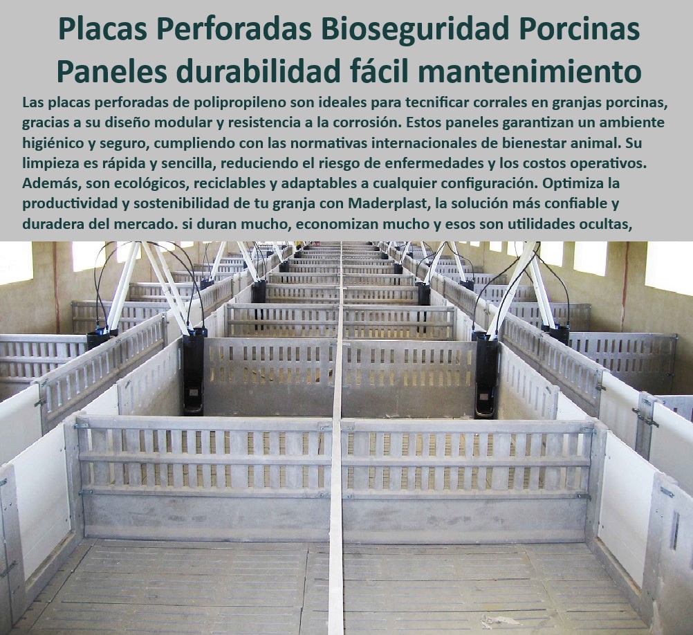 Paneles Plásticos Porcícolas Placas Higiénicas Granjas De Cerdos Maderplast Paneles plásticos diseñados para reducir costos operativos, - Sistemas modulares para optimizar el manejo del porcino, - Placas resistentes al desgaste en corrales porcinos, - Suelos perforados para corrales de cerdos tecnificados, - Sistemas-Modulares-Para-Granjas - Materiales reciclables para ambientes sanitarios en granjas, - Placas anticorrosivas para instalaciones porcinas tecnificadas, - Paneles especializados en mejorar la eficiencia en granjas de cerdos, - Divisiones plásticas que cumplen con las normativas internacionales, - Paneles especializados para instalaciones de maternidad porcina, - Paneles-Para-Instalaciones-Higiénicas - ¿Qué suelos modulares facilitan la limpieza en granjas porcinas? - Suelos perforados que garantizan una limpieza eficiente en granjas, - Paneles-Plásticos-Higiénicos - Materiales plásticos duraderos para bioseguridad animal, - Placas higiénicas adaptables al crecimiento de la granja, - Sistemas ergonómicos que maximizan el bienestar animal, - Suelos modulares para evacuación eficiente de purines, - Materiales plásticos con alta durabilidad en condiciones extremas, - ¿Qué paneles son mejores para la bioseguridad en maternidades porcinas? - Sistemas modulares que aumentan la productividad animal, - ¿Dónde comprar placas plásticas higiénicas para corrales de cerdos? - Paneles impermeables ideales para instalaciones tecnificadas, - Placas-Resistentes-A-Corrosión - Paneles plásticos higiénicos para bioseguridad en granjas, - Placas plásticas fáciles de instalar en maternidades porcinas, - Divisiones plásticas sostenibles para corrales higiénicos, - Divisiones-Plásticas-Sostenibles , - Bioseguridad-En-Maternidades-Porcinas - ¿Cuáles son los mejores materiales plásticos para instalaciones porcinas? , - Materiales-Duraderos-Para-Porcicultura - Paneles resistentes que optimizan la limpieza en granjas porcinas, - Suelos Modulares Eficientes - Materiales ligeros y resistentes para porcicultura moderna, - Soluciones personalizadas para instalaciones de bioseguridad, - Soluciones plásticas anticorrosivas para maternidades porcinas, - ¿Cómo optimizar la productividad en corrales de maternidad porcina? - Placas modulares de polipropileno resistentes a la corrosión, - Soluciones-Para-Manejo-Porcino , - Optimización-En-Granjas-Tecnificadas - Placas higiénicas que optimizan la productividad animal - Sistema modular instalación en corrales - Paneles especializados bioseguridad en maternidad porcinas PP Paneles Plásticos Porcícolas Placas Higiénicas Granjas De Cerdos Maderplast Placas higiénicas que optimizan la productividad animal Sistema modular instalación en corrales Paneles especializados bioseguridad en maternidad porcinas PP Paneles plásticos diseñados para reducir costos operativos, - Sistemas modulares para optimizar el manejo del porcino, - Placas resistentes al desgaste en corrales porcinos, - Suelos perforados para corrales de cerdos tecnificados, - Sistemas-Modulares-Para-Granjas - Materiales reciclables para ambientes sanitarios en granjas, - Placas anticorrosivas para instalaciones porcinas tecnificadas, - Paneles especializados en mejorar la eficiencia en granjas de cerdos, - Divisiones plásticas que cumplen con las normativas internacionales, - Paneles especializados para instalaciones de maternidad porcina, - Paneles-Para-Instalaciones-Higiénicas - ¿Qué suelos modulares facilitan la limpieza en granjas porcinas? - Suelos perforados que garantizan una limpieza eficiente en granjas, - Paneles-Plásticos-Higiénicos - Materiales plásticos duraderos para bioseguridad animal, - Placas higiénicas adaptables al crecimiento de la granja, - Sistemas ergonómicos que maximizan el bienestar animal, - Suelos modulares para evacuación eficiente de purines, - Materiales plásticos con alta durabilidad en condiciones extremas, - ¿Qué paneles son mejores para la bioseguridad en maternidades porcinas? - Sistemas modulares que aumentan la productividad animal, - ¿Dónde comprar placas plásticas higiénicas para corrales de cerdos? - Paneles impermeables ideales para instalaciones tecnificadas, - Placas-Resistentes-A-Corrosión - Paneles plásticos higiénicos para bioseguridad en granjas, - Placas plásticas fáciles de instalar en maternidades porcinas, - Divisiones plásticas sostenibles para corrales higiénicos, - Divisiones-Plásticas-Sostenibles , - Bioseguridad-En-Maternidades-Porcinas - ¿Cuáles son los mejores materiales plásticos para instalaciones porcinas? , - Materiales-Duraderos-Para-Porcicultura - Paneles resistentes que optimizan la limpieza en granjas porcinas, - Suelos Modulares Eficientes - Materiales ligeros y resistentes para porcicultura moderna, - Soluciones personalizadas para instalaciones de bioseguridad, - Soluciones plásticas anticorrosivas para maternidades porcinas, - ¿Cómo optimizar la productividad en corrales de maternidad porcina? - Placas modulares de polipropileno resistentes a la corrosión, - Soluciones-Para-Manejo-Porcino , - Optimización-En-Granjas-Tecnificadas Paneles Plásticos Porcícolas Placas Higiénicas Granjas De Cerdos Maderplast - Placas higiénicas que optimizan la productividad animal - Sistema modular instalación en corrales - Paneles especializados bioseguridad en maternidad porcinas PP