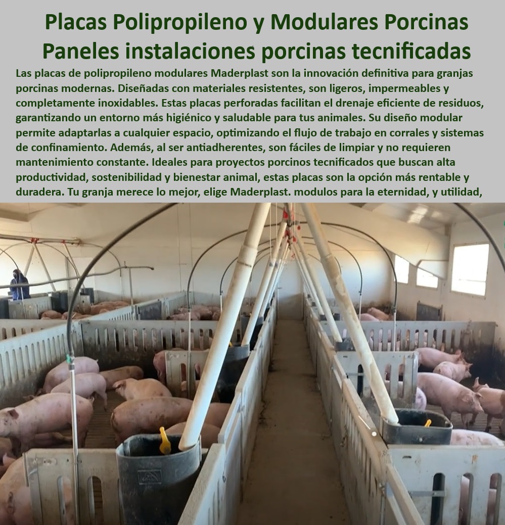 Paneles Plásticos Porcícolas Placas Higiénicas Granjas De Cerdos Maderplast Paneles modulares que cumplen con las normativas internacionales, - Placas plásticas adaptables a espacios personalizados, - Placas plásticas que maximizan la productividad en granjas, - Divisiones-Plásticas-Higiénicas , - Soluciones-De-Confinamiento-Porcino - Paneles para instalaciones porcinas libres de mantenimiento, - Divisiones plásticas que reducen costos operativos en granjas, - Materiales duraderos para granjas porcinas sostenibles, - Soluciones de confinamiento modular para porcicultura moderna, - Placas perforadas que facilitan el drenaje en corrales, - Divisiones plásticas resistentes a la corrosión, - Soluciones higiénicas y sostenibles para sistemas de confinamiento, - Bioseguridad-En-Granjas , - Materiales-Higiénicos-Porcinos , - Placas-Impermeables-Duraderas , - Placas-Plásticas-Anticorrosivas - ¿Qué paneles son ideales para reducir el mantenimiento en granjas? - ¿Cuáles son las mejores placas higiénicas para granjas de cerdos? , - Paneles-Modulares-Sostenibles - ¿Dónde comprar divisiones plásticas resistentes para porcicultura? - Materiales anticorrosivos para ambientes húmedos y extremos, - Placas de polipropileno para corrales de cerdos modernos, - Paneles-Resistentes-Corrales - Divisiones de polipropileno con alta resistencia mecánica, - Paneles ligeros y de fácil limpieza para corrales, - Soluciones modulares para granjas tecnificadas eficientes, - Divisiones modulares para corrales higiénicos, - Divisiones-Para-Porcicultura-Tecnificada - Divisiones plásticas diseñadas para el bienestar animal, - Placas impermeables para zonas húmedas en granjas, - Placas Modulares Porcinas - Paneles plásticos con propiedades antibacterianas avanzadas, - Soluciones plásticas que optimizan el flujo de trabajo, - Divisiones resistentes a agentes químicos en porcicultura, - ¿Cómo mejorar la bioseguridad en corrales porcinos? - Placas antibacterianas que previenen el estrés térmico, - Paneles modulares higiénicos para granjas tecnificadas, - Soluciones de bioseguridad para instalaciones porcinas, - Paneles sostenibles para reducir el impacto ambiental en granjas, - ¿Qué materiales son más duraderos para instalaciones porcinas modernas? - Placas para reducir el impacto ambiental en granjas tecnificadas - Placas impermeables que facilitan la limpieza en granjas - Paneles plásticos manejo higiénicos Paneles Plásticos Porcícolas Placas Higiénicas Granjas De Cerdos Maderplast Placas para reducir el impacto ambiental en granjas tecnificadas Placas impermeables que facilitan la limpieza en granjas Paneles plásticos manejo higiénicos Paneles modulares que cumplen con las normativas internacionales, - Placas plásticas adaptables a espacios personalizados, - Placas plásticas que maximizan la productividad en granjas, - Divisiones-Plásticas-Higiénicas , - Soluciones-De-Confinamiento-Porcino - Paneles para instalaciones porcinas libres de mantenimiento, - Divisiones plásticas que reducen costos operativos en granjas, - Materiales duraderos para granjas porcinas sostenibles, - Soluciones de confinamiento modular para porcicultura moderna, - Placas perforadas que facilitan el drenaje en corrales, - Divisiones plásticas resistentes a la corrosión, - Soluciones higiénicas y sostenibles para sistemas de confinamiento, - Bioseguridad-En-Granjas , - Materiales-Higiénicos-Porcinos , - Placas-Impermeables-Duraderas , - Placas-Plásticas-Anticorrosivas - ¿Qué paneles son ideales para reducir el mantenimiento en granjas? - ¿Cuáles son las mejores placas higiénicas para granjas de cerdos? , - Paneles-Modulares-Sostenibles - ¿Dónde comprar divisiones plásticas resistentes para porcicultura? - Materiales anticorrosivos para ambientes húmedos y extremos, - Placas de polipropileno para corrales de cerdos modernos, - Paneles-Resistentes-Corrales - Divisiones de polipropileno con alta resistencia mecánica, - Paneles ligeros y de fácil limpieza para corrales, - Soluciones modulares para granjas tecnificadas eficientes, - Divisiones modulares para corrales higiénicos, - Divisiones-Para-Porcicultura-Tecnificada - Divisiones plásticas diseñadas para el bienestar animal, - Placas impermeables para zonas húmedas en granjas, - Placas Modulares Porcinas - Paneles plásticos con propiedades antibacterianas avanzadas, - Soluciones plásticas que optimizan el flujo de trabajo, - Divisiones resistentes a agentes químicos en porcicultura, - ¿Cómo mejorar la bioseguridad en corrales porcinos? - Placas antibacterianas que previenen el estrés térmico, - Paneles modulares higiénicos para granjas tecnificadas, - Soluciones de bioseguridad para instalaciones porcinas, - Paneles sostenibles para reducir el impacto ambiental en granjas, - ¿Qué materiales son más duraderos para instalaciones porcinas modernas? Paneles Plásticos Porcícolas Placas Higiénicas Granjas De Cerdos Maderplast - Placas para reducir el impacto ambiental en granjas tecnificadas - Placas impermeables que facilitan la limpieza en granjas - Paneles plásticos manejo higiénicos