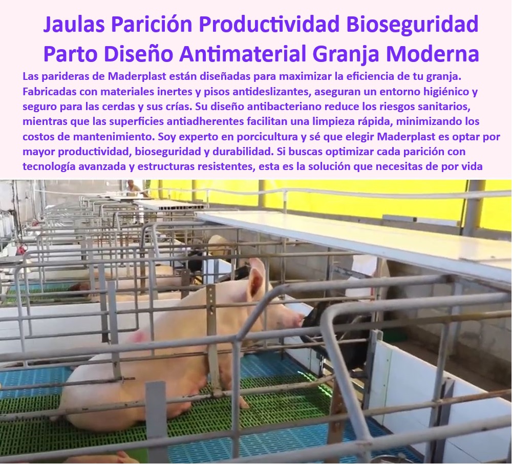 Parideras Porcícolas Higiénicas Jaula Parto Cerdas Fácil Limpieza Maderplast Jaulas diseñadas para maximizar la productividad, - Parideras-Resistentes-Y-Fáciles - Soluciones en bioseguridad para partos porcinos - Jaulas de fácil limpieza y desinfección - ¿Cuáles son las mejores jaulas con tecnología antibacteriana para cerdas? - Jaulas de parto con diseño antibacteriano, - Parideras-Con-Pisos-Antideslizantes - Jaulas con superficies antiadherentes para limpieza rápida - Estructuras modulares resistentes a la corrosión, - Tecnología-Antibacteriana-Porcicultura - Parideras innovadoras para el bienestar animal - Sistemas de parto con bajo mantenimiento - Infraestructura modular para partos porcinos, - ¿Dónde comprar jaulas de parto higiénicas para cerdos? - Infraestructura-Modular-Para-Cerdos - ¿Qué jaulas de parto son resistentes y económicas? - Sistemas de parto porcino - Tecnología avanzada para manejo de partos porcinos - Soluciones sostenibles para parideras de cerdos - Soluciones-Eficientes-Para-Granjas - Equipos de parto con diseño higiénico y seguro, - Jaulas de parto sostenibles - ¿Qué parideras son más seguras y fáciles de limpiar? - Equipos-De-Parto-De-Alta-Duración - Manejo-Seguro-De-Cerdas-Y-Crías - Sistemas de parto eficientes en bioseguridad - Parideras de plástico de ingeniería avanzada - Jaulas de cerdas con tecnología antibacteriana - Sistemas de confinamiento para partos tecnificados - Equipos para manejo seguro de cerdas y crías - Parideras resistentes y económicas para granjas, - Materiales inertes para instalaciones porcinas, - ¿Cómo optimizar el manejo de partos en granjas porcinas? - Soluciones prácticas para manejo de cerdas en parto - Jaulas de parto higiénicas - Jaulas de parto antibacterianas para cerdas - Pisos antideslizantes en jaulas de parto - Parideras higiénicas para granjas porcinas tecnificadas - Infraestructuras porcinas duraderas y resistentes - Tecnología higiénica para producción porcina eficiente - Jaulas prácticas para cerdas en parto - Jaulas de parto resistentes y económicas - Infraestructura modular partos granjas porcinas - Tecnología antibacteriana PP Parideras Porcícolas Higiénicas Jaula Parto Cerdas Fácil Limpieza Maderplast Jaulas prácticas para cerdas en parto Jaulas de parto resistentes y económicas Infraestructura modular partos granjas porcinas Tecnología antibacteriana PP Jaulas diseñadas para maximizar la productividad, - Parideras-Resistentes-Y-Fáciles - Soluciones en bioseguridad para partos porcinos - Jaulas de fácil limpieza y desinfección - ¿Cuáles son las mejores jaulas con tecnología antibacteriana para cerdas? - Jaulas de parto con diseño antibacteriano, - Parideras-Con-Pisos-Antideslizantes - Jaulas con superficies antiadherentes para limpieza rápida - Estructuras modulares resistentes a la corrosión, - Tecnología-Antibacteriana-Porcicultura - Parideras innovadoras para el bienestar animal - Sistemas de parto con bajo mantenimiento - Infraestructura modular para partos porcinos, - ¿Dónde comprar jaulas de parto higiénicas para cerdos? - Infraestructura-Modular-Para-Cerdos - ¿Qué jaulas de parto son resistentes y económicas? - Sistemas de parto porcino - Tecnología avanzada para manejo de partos porcinos - Soluciones sostenibles para parideras de cerdos - Soluciones-Eficientes-Para-Granjas - Equipos de parto con diseño higiénico y seguro, - Jaulas de parto sostenibles - ¿Qué parideras son más seguras y fáciles de limpiar? - Equipos-De-Parto-De-Alta-Duración - Manejo-Seguro-De-Cerdas-Y-Crías - Sistemas de parto eficientes en bioseguridad - Parideras de plástico de ingeniería avanzada - Jaulas de cerdas con tecnología antibacteriana - Sistemas de confinamiento para partos tecnificados - Equipos para manejo seguro de cerdas y crías - Parideras resistentes y económicas para granjas, - Materiales inertes para instalaciones porcinas, - ¿Cómo optimizar el manejo de partos en granjas porcinas? - Soluciones prácticas para manejo de cerdas en parto - Jaulas de parto higiénicas - Jaulas de parto antibacterianas para cerdas - Pisos antideslizantes en jaulas de parto - Parideras higiénicas para granjas porcinas tecnificadas - Infraestructuras porcinas duraderas y resistentes - Tecnología higiénica para producción porcina eficiente Parideras Porcícolas Higiénicas Jaula Parto Cerdas Fácil Limpieza Maderplast - Jaulas prácticas para cerdas en parto - Jaulas de parto resistentes y económicas - Infraestructura modular partos granjas porcinas - Tecnología antibacteriana PP