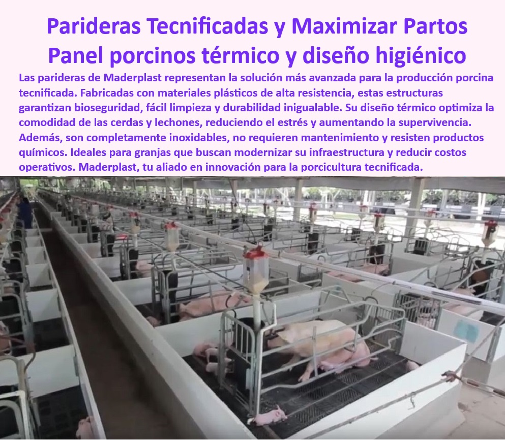 Parideras porcinas higiénicas resistentes Parto cerdas fácil limpieza Maderplast Bienestar-Animal-En-Maternidad - Soluciones-De-Bioseguridad-Porcina - Jaulas para cerdas y lechones con protección garantizada, - Pisos-Drenantes-Resistentes - Parideras plásticas para evitar la corrosión y el desgaste, - Jaulas higiénicas para mejorar el bienestar animal, - ¿Dónde comprar parideras higiénicas y térmicas para cerdas? - Sistemas de maternidad porcina con diseño térmico, - ¿Cuáles son las mejores soluciones para la maternidad porcina eficiente? - Parideras modulares para granjas tecnificadas, - Diseños-Sostenibles-De-Parición - Soluciones innovadoras para reducir el estrés en cerdas, - Sistemas de parición para optimizar la producción porcina, - Soluciones para minimizar aplastamiento en lechones, - Pisos antideslizantes en maternidad porcina moderna, - Parideras ecológicas para la industria porcina moderna, - Sistemas modulares para reducir costos operativos, - Infraestructura sostenible para granjas porcinas avanzadas, - Jaulas modernas para lechones - ¿Cómo elegir jaulas de parición resistentes a químicos? - Jaulas térmicas para maximizar la supervivencia porcina, - Parideras tecnológicas para bioseguridad en granjas, - Sistemas modulares porcinos - Jaulas para maternidad porcina con fácil desinfección, - Parideras de fácil limpieza - Infraestructura-Tecnificada-Para-Cerdas - Jaulas-Térmicas-De-Maternidad - Infraestructura avanzada para producción porcina eficiente, - Parideras higiénicas con diseño sostenible, - Sistemas de maternidad porcina con durabilidad extendida, - Parideras-Higiénicas-Para-Cerdas - Infraestructura higiénica para cerdas madres, - Parideras modernas con resistencia a productos químicos, - Jaulas de parición con diseño ergonómico, - Sistemas de maternidad porcina con máxima eficiencia, - ¿Qué parideras ofrecen protección completa para lechones? - Parideras desmontables para proyectos tecnificados, - ¿Qué sistemas reducen costos y optimizan granjas porcinas? - Pisos drenantes para maternidad porcina eficiente, - Parideras diseñadas para aumentar la productividad. - Jaulas máxima protección lechones - Jaulas de parición minimizar aplastamiento de lechones - Parideras eficientes y fáciles de limpiar - Diseños especiales 0 Parideras porcinas higiénicas resistentes Parto cerdas fácil limpieza Maderplast Jaulas máxima protección lechones Jaulas de parición minimizar aplastamiento de lechones Parideras eficientes y fáciles de limpiar Diseños especiales 0 Bienestar-Animal-En-Maternidad - Soluciones-De-Bioseguridad-Porcina - Jaulas para cerdas y lechones con protección garantizada, - Pisos-Drenantes-Resistentes - Parideras plásticas para evitar la corrosión y el desgaste, - Jaulas higiénicas para mejorar el bienestar animal, - ¿Dónde comprar parideras higiénicas y térmicas para cerdas? - Sistemas de maternidad porcina con diseño térmico, - ¿Cuáles son las mejores soluciones para la maternidad porcina eficiente? - Parideras modulares para granjas tecnificadas, - Diseños-Sostenibles-De-Parición - Soluciones innovadoras para reducir el estrés en cerdas, - Sistemas de parición para optimizar la producción porcina, - Soluciones para minimizar aplastamiento en lechones, - Pisos antideslizantes en maternidad porcina moderna, - Parideras ecológicas para la industria porcina moderna, - Sistemas modulares para reducir costos operativos, - Infraestructura sostenible para granjas porcinas avanzadas, - Jaulas modernas para lechones - ¿Cómo elegir jaulas de parición resistentes a químicos? - Jaulas térmicas para maximizar la supervivencia porcina, - Parideras tecnológicas para bioseguridad en granjas, - Sistemas modulares porcinos - Jaulas para maternidad porcina con fácil desinfección, - Parideras de fácil limpieza - Infraestructura-Tecnificada-Para-Cerdas - Jaulas-Térmicas-De-Maternidad - Infraestructura avanzada para producción porcina eficiente, - Parideras higiénicas con diseño sostenible, - Sistemas de maternidad porcina con durabilidad extendida, - Parideras-Higiénicas-Para-Cerdas - Infraestructura higiénica para cerdas madres, - Parideras modernas con resistencia a productos químicos, - Jaulas de parición con diseño ergonómico, - Sistemas de maternidad porcina con máxima eficiencia, - ¿Qué parideras ofrecen protección completa para lechones? - Parideras desmontables para proyectos tecnificados, - ¿Qué sistemas reducen costos y optimizan granjas porcinas? - Pisos drenantes para maternidad porcina eficiente, - Parideras diseñadas para aumentar la productividad. Parideras porcinas higiénicas resistentes Parto cerdas fácil limpieza Maderplast - Jaulas máxima protección lechones - Jaulas de parición minimizar aplastamiento de lechones - Parideras eficientes y fáciles de limpiar - Diseños especiales 0