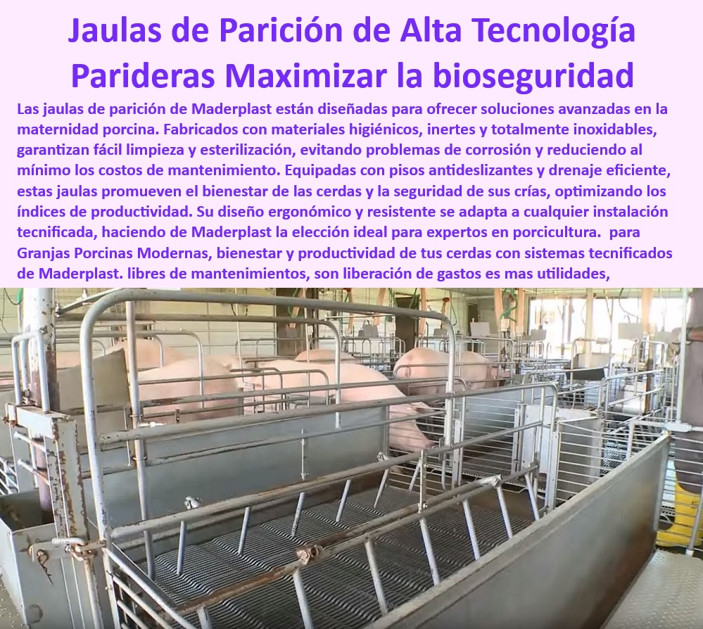 Parideras porcinas higiénicas resistentes Parto cerdas fácil limpieza Maderplast Pisos plásticos drenantes en parideras desmontables, - Parideras higiénicas para maternidad tecnificada de cerdas, - Infraestructura avanzada para granjas porcinas modernas, - Pisos-Plásticos-Drenantes-Granjas - Infraestructura-Moderna-Maternidad-Porcina - Infraestructura adaptable para proyectos de granjas tecnificadas, - Sistemas ergonómicos para reducir el estrés en cerdas, - Infraestructura duradera y sostenible para granjas porcinas, - Parideras desmontables para evitar riesgos sanitarios, - Infraestructura-Sostenible-Para-Granjas - Parideras plásticas que minimizan costos operativos, - ¿Cuáles son las mejores opciones para la bioseguridad en maternidad porcina? - Infraestructura modular para maternidad porcina eficiente, - Pisos resistentes en sistemas avanzados de maternidad, - Pisos antideslizantes en parideras desmontables modernas, - ¿Qué sistemas modernos optimizan la maternidad porcina? - Jaulas económicas diseñadas para bioseguridad porcina, - Jaulas-Diseñadas-Para-Limpieza-Fácil - ¿Dónde comprar jaulas desmontables para maternidad de cerdas? - Parideras económicas que optimizan la maternidad porcina, - Soluciones-Desmontables-Bioseguras - Parideras tecnificadas con diseño para fácil limpieza, - Jaulas de parto resistentes y de fácil montaje, - Parideras-Desmontables-Higiénicas - Infraestructura higiénica para mejorar la productividad porcina, - Sistemas-De-Bioseguridad-Porcina - Soluciones desmontables para manejo de maternidad porcina, - ¿Qué parideras son más fáciles de limpiar y montar? - Jaulas-De-Parto-Fáciles-De-Montar - Pisos-Antideslizantes-Maternidad-Cerdas - Pisos higiénicos para parideras resistentes a la corrosión, - Parideras-Eficientes-Para-Granjas - ¿Cómo elegir parideras higiénicas y económicas para granjas? - Sistemas modernos para cerdas y lechones bioseguros, - Sistemas antibacterianos en jaulas de parto para cerdas, - Sistemas de maternidad con diseño desmontable innovador, - Parideras prácticas para optimización de espacio en granjas, - Jaulas desmontables para maternidad porcina eficientes, - Parideras funcionales con soluciones personalizadas, - Jaulas para cerdas con garantía extendida de durabilidad - Jaulas para maternidad con ahorro térmico - Parideras para novatos en porcicultura tecnificada - Placas plásticas inertes para infraestructura de parición PP Parideras porcinas higiénicas resistentes Parto cerdas fácil limpieza Maderplast Jaulas para maternidad con ahorro térmico Parideras para novatos en porcicultura tecnificada Placas plásticas inertes para infraestructura de parición PP Pisos plásticos drenantes en parideras desmontables, - Parideras higiénicas para maternidad tecnificada de cerdas, - Infraestructura avanzada para granjas porcinas modernas, - Pisos-Plásticos-Drenantes-Granjas - Infraestructura-Moderna-Maternidad-Porcina - Infraestructura adaptable para proyectos de granjas tecnificadas, - Sistemas ergonómicos para reducir el estrés en cerdas, - Infraestructura duradera y sostenible para granjas porcinas, - Parideras desmontables para evitar riesgos sanitarios, - Infraestructura-Sostenible-Para-Granjas - Parideras plásticas que minimizan costos operativos, - ¿Cuáles son las mejores opciones para la bioseguridad en maternidad porcina? - Infraestructura modular para maternidad porcina eficiente, - Pisos resistentes en sistemas avanzados de maternidad, - Pisos antideslizantes en parideras desmontables modernas, - ¿Qué sistemas modernos optimizan la maternidad porcina? - Jaulas económicas diseñadas para bioseguridad porcina, - Jaulas-Diseñadas-Para-Limpieza-Fácil - ¿Dónde comprar jaulas desmontables para maternidad de cerdas? - Parideras económicas que optimizan la maternidad porcina, - Soluciones-Desmontables-Bioseguras - Parideras tecnificadas con diseño para fácil limpieza, - Jaulas de parto resistentes y de fácil montaje, - Parideras-Desmontables-Higiénicas - Infraestructura higiénica para mejorar la productividad porcina, - Sistemas-De-Bioseguridad-Porcina - Soluciones desmontables para manejo de maternidad porcina, - ¿Qué parideras son más fáciles de limpiar y montar? - Jaulas-De-Parto-Fáciles-De-Montar - Pisos-Antideslizantes-Maternidad-Cerdas - Pisos higiénicos para parideras resistentes a la corrosión, - Parideras-Eficientes-Para-Granjas - ¿Cómo elegir parideras higiénicas y económicas para granjas? - Sistemas modernos para cerdas y lechones bioseguros, - Sistemas antibacterianos en jaulas de parto para cerdas, - Sistemas de maternidad con diseño desmontable innovador, - Parideras prácticas para optimización de espacio en granjas, - Jaulas desmontables para maternidad porcina eficientes, - Parideras funcionales con soluciones personalizadas, - Jaulas para cerdas con garantía extendida de durabilidad Parideras porcinas higiénicas resistentes Parto cerdas fácil limpieza Maderplast - Jaulas para maternidad con ahorro térmico - Parideras para novatos en porcicultura tecnificada - Placas plásticas inertes para infraestructura de parición PP
