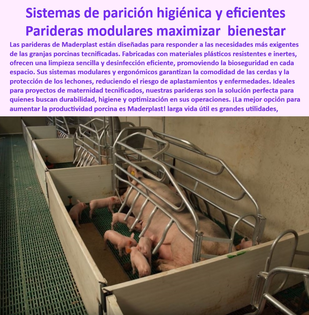 Parideras porcinas higiénicas resistentes Parto cerdas fácil limpieza Maderplast Parideras ergonómicas para reducir el estrés en cerdas, - Bienestar-Animal-Con-Parideras-Tecnificadas - ¿Qué sistemas reducen el estrés en cerdas y protegen a los lechones? - ¿Cuáles son las mejores parideras modulares para granjas tecnificadas? - Jaulas para maternidad porcina con fácil limpieza, - Soluciones-Tecnificadas-En-Porcicultura - Infraestructura modular para granjas tecnificadas, - Parideras-Modulares-De-Bienestar - Parideras-Diseñadas-Para-Productividad - ¿Dónde comprar jaulas higiénicas para maternidad porcina? - Infraestructura de larga vida útil para granjas porcinas, - Parideras desmontables para granjas tecnificadas, - Parideras antibacterianas para minimizar enfermedades, - Pisos-Antideslizantes-Duraderos - Sistemas modulares de jaulas para cerdas y lechones, - Infraestructura sostenible para granjas porcinas modernas, - Pisos drenantes de fácil instalación y mantenimiento, - Infraestructura-Moderna-Maternidad-Cerdas - Pisos antideslizantes para parideras modernas, - Sistemas duraderos para maximizar el bienestar animal, - Parideras tecnificadas para minimizar aplastamientos, - Parideras económicas para aumentar la productividad porcina, - Parideras innovadoras diseñadas para bioseguridad porcina, - Soluciones eficientes para maternidad porcina tecnificada, - Jaulas-De-Fácil-Limpieza-Porcina - Jaulas-Con-Bioseguridad-Cerdas - Jaulas plásticas con resistencia a la corrosión, - Sistemas tecnificados de maternidad para cerdas madres, - Soluciones personalizadas para proyectos de porcicultura, - Pisos drenantes resistentes para maternidad de cerdas, - Sistemas para maternidad porcina con bioseguridad, - ¿Qué opciones existen para pisos drenantes en parideras porcinas? - Pisos modulares resistentes y fáciles de limpiar, - Pisos-Drenantes-Para-Granjas - Sistemas de parición higiénica para cerdas modernas, - Infraestructura avanzada para manejo de cerdas madres, - Parideras modulares para maximizar el bienestar animal, - ¿Cómo elegir parideras modulares con bioseguridad garantizada? - Sistemas-Higiénicos-Para-Maternidad - Jaulas higiénicas para optimización en granjas tecnificadas. - Jaulas para parto con menos mantenimiento - Jaulas tecnificadas para cerdas madres - Sistemas de maternidad para maximizar la supervivencia Sistema neonatal Parideras porcinas higiénicas resistentes Parto cerdas fácil limpieza Maderplast Jaulas para parto con menos mantenimiento Jaulas tecnificadas para cerdas madres Sistemas de maternidad para maximizar la supervivencia Sistema neonatal Parideras ergonómicas para reducir el estrés en cerdas, - Bienestar-Animal-Con-Parideras-Tecnificadas - ¿Qué sistemas reducen el estrés en cerdas y protegen a los lechones? - ¿Cuáles son las mejores parideras modulares para granjas tecnificadas? - Jaulas para maternidad porcina con fácil limpieza, - Soluciones-Tecnificadas-En-Porcicultura - Infraestructura modular para granjas tecnificadas, - Parideras-Modulares-De-Bienestar - Parideras-Diseñadas-Para-Productividad - ¿Dónde comprar jaulas higiénicas para maternidad porcina? - Infraestructura de larga vida útil para granjas porcinas, - Parideras desmontables para granjas tecnificadas, - Parideras antibacterianas para minimizar enfermedades, - Pisos-Antideslizantes-Duraderos - Sistemas modulares de jaulas para cerdas y lechones, - Infraestructura sostenible para granjas porcinas modernas, - Pisos drenantes de fácil instalación y mantenimiento, - Infraestructura-Moderna-Maternidad-Cerdas - Pisos antideslizantes para parideras modernas, - Sistemas duraderos para maximizar el bienestar animal, - Parideras tecnificadas para minimizar aplastamientos, - Parideras económicas para aumentar la productividad porcina, - Parideras innovadoras diseñadas para bioseguridad porcina, - Soluciones eficientes para maternidad porcina tecnificada, - Jaulas-De-Fácil-Limpieza-Porcina - Jaulas-Con-Bioseguridad-Cerdas - Jaulas plásticas con resistencia a la corrosión, - Sistemas tecnificados de maternidad para cerdas madres, - Soluciones personalizadas para proyectos de porcicultura, - Pisos drenantes resistentes para maternidad de cerdas, - Sistemas para maternidad porcina con bioseguridad, - ¿Qué opciones existen para pisos drenantes en parideras porcinas? - Pisos modulares resistentes y fáciles de limpiar, - Pisos-Drenantes-Para-Granjas - Sistemas de parición higiénica para cerdas modernas, - Infraestructura avanzada para manejo de cerdas madres, - Parideras modulares para maximizar el bienestar animal, - ¿Cómo elegir parideras modulares con bioseguridad garantizada? - Sistemas-Higiénicos-Para-Maternidad - Jaulas higiénicas para optimización en granjas tecnificadas. Parideras porcinas higiénicas resistentes Parto cerdas fácil limpieza Maderplast - Jaulas para parto con menos mantenimiento - Jaulas tecnificadas para cerdas madres - Sistemas de maternidad para maximizar la supervivencia Sistema neonatal