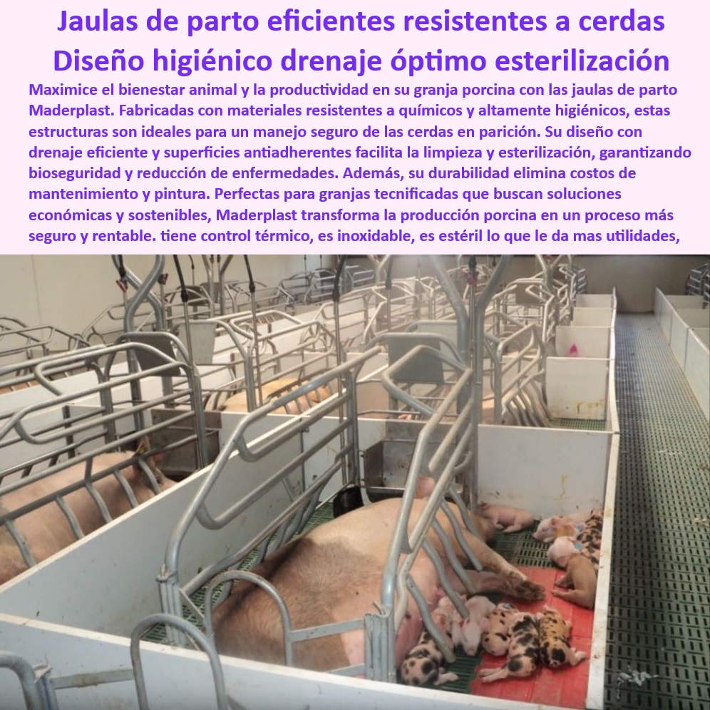 Parideras porcinas higiénicas resistentes Parto cerdas fácil limpieza Maderplast Pisos drenantes para jaulas de parición higiénicas, - Parideras-Con-Control-Térmico - Parideras sostenibles y fáciles de limpiar, - Parideras desmontables para facilitar la instalación y limpieza, - Infraestructura resistente y libre de mantenimiento para cerdas, - Jaulas de parto con control térmico integrado, - Sistemas de parición con drenaje eficiente para lechones, - Parideras-Fáciles-De-Limpiar - Parideras resistentes a químicos para bioseguridad porcina, - ¿Cuáles son las mejores parideras con drenaje óptimo para lechones? - Infraestructura-Económica-Porcina - Jaulas de maternidad para minimizar aplastamientos de lechones, - Infraestructura para maternidad porcina con durabilidad extendida, - Jaulas para parto con superficies antiadherentes, - Jaulas higiénicas para cerdas en maternidad tecnificada, - Soluciones-Higiénicas-Para-Cerdas - Parideras económicas para proyectos porcinos tecnificados, - ¿Qué sistemas de maternidad porcina reducen costos y aumentan la productividad? - Parideras-Para-Granjas-Tecnificadas - Jaulas modernas para maximizar la supervivencia en granjas porcinas, - Jaulas térmicas con diseño sostenible para cerdas, - ¿Cómo elegir jaulas de maternidad resistentes a químicos? - Diseños higiénicos para maternidad porcina eficiente, - Soluciones económicas para la maternidad en la porcicultura moderna, - Parideras para reducir riesgos de enfermedades en lechones, - Sistemas de parición para optimizar la producción en granjas, - ¿Qué jaulas de parto tienen diseño higiénico y funcional? - Bioseguridad-En-Maternidad-Porcina - Jaulas de parto higiénicas - Soluciones innovadoras para el bienestar animal en cerdas madres, - Sistemas de drenaje óptimos para lechones saludables, - Drenaje-Eficiente-Para-Lechones - Sistemas avanzados de bioseguridad para granjas porcinas, - Parideras higiénicas para aumentar la productividad porcina, - Jaulas tecnificadas con materiales anticorrosivos, - Jaulas de maternidad con diseño ergonómico y funcional, - Jaulas-Modernas-Y-Duraderas - Sistemas-De-Parición-Tecnificados - ¿Dónde encontrar parideras económicas y resistentes para cerdas? - Jaulas de parto resistentes y económicas para cerdas madres. - Parideras modernas y económicas para cerdas - Opciones accesibles jaulas de parto - Placas plásticas económicas para parideras - Jaulas maternidad lechoneras Parideras porcinas higiénicas resistentes Parto cerdas fácil limpieza Maderplast Parideras modernas y económicas para cerdas Opciones accesibles jaulas de parto Placas plásticas económicas para parideras Jaulas maternidad lechoneras Pisos drenantes para jaulas de parición higiénicas, - Parideras-Con-Control-Térmico - Parideras sostenibles y fáciles de limpiar, - Parideras desmontables para facilitar la instalación y limpieza, - Infraestructura resistente y libre de mantenimiento para cerdas, - Jaulas de parto con control térmico integrado, - Sistemas de parición con drenaje eficiente para lechones, - Parideras-Fáciles-De-Limpiar - Parideras resistentes a químicos para bioseguridad porcina, - ¿Cuáles son las mejores parideras con drenaje óptimo para lechones? - Infraestructura-Económica-Porcina - Jaulas de maternidad para minimizar aplastamientos de lechones, - Infraestructura para maternidad porcina con durabilidad extendida, - Jaulas para parto con superficies antiadherentes, - Jaulas higiénicas para cerdas en maternidad tecnificada, - Soluciones-Higiénicas-Para-Cerdas - Parideras económicas para proyectos porcinos tecnificados, - ¿Qué sistemas de maternidad porcina reducen costos y aumentan la productividad? - Parideras-Para-Granjas-Tecnificadas - Jaulas modernas para maximizar la supervivencia en granjas porcinas, - Jaulas térmicas con diseño sostenible para cerdas, - ¿Cómo elegir jaulas de maternidad resistentes a químicos? - Diseños higiénicos para maternidad porcina eficiente, - Soluciones económicas para la maternidad en la porcicultura moderna, - Parideras para reducir riesgos de enfermedades en lechones, - Sistemas de parición para optimizar la producción en granjas, - ¿Qué jaulas de parto tienen diseño higiénico y funcional? - Bioseguridad-En-Maternidad-Porcina - Jaulas de parto higiénicas - Soluciones innovadoras para el bienestar animal en cerdas madres, - Sistemas de drenaje óptimos para lechones saludables, - Drenaje-Eficiente-Para-Lechones - Sistemas avanzados de bioseguridad para granjas porcinas, - Parideras higiénicas para aumentar la productividad porcina, - Jaulas tecnificadas con materiales anticorrosivos, - Jaulas de maternidad con diseño ergonómico y funcional, - Jaulas-Modernas-Y-Duraderas - Sistemas-De-Parición-Tecnificados - ¿Dónde encontrar parideras económicas y resistentes para cerdas? - Jaulas de parto resistentes y económicas para cerdas madres. Parideras porcinas higiénicas resistentes Parto cerdas fácil limpieza Maderplast - Parideras modernas y económicas para cerdas - Opciones accesibles jaulas de parto - Placas plásticas económicas para parideras - Jaulas maternidad lechoneras