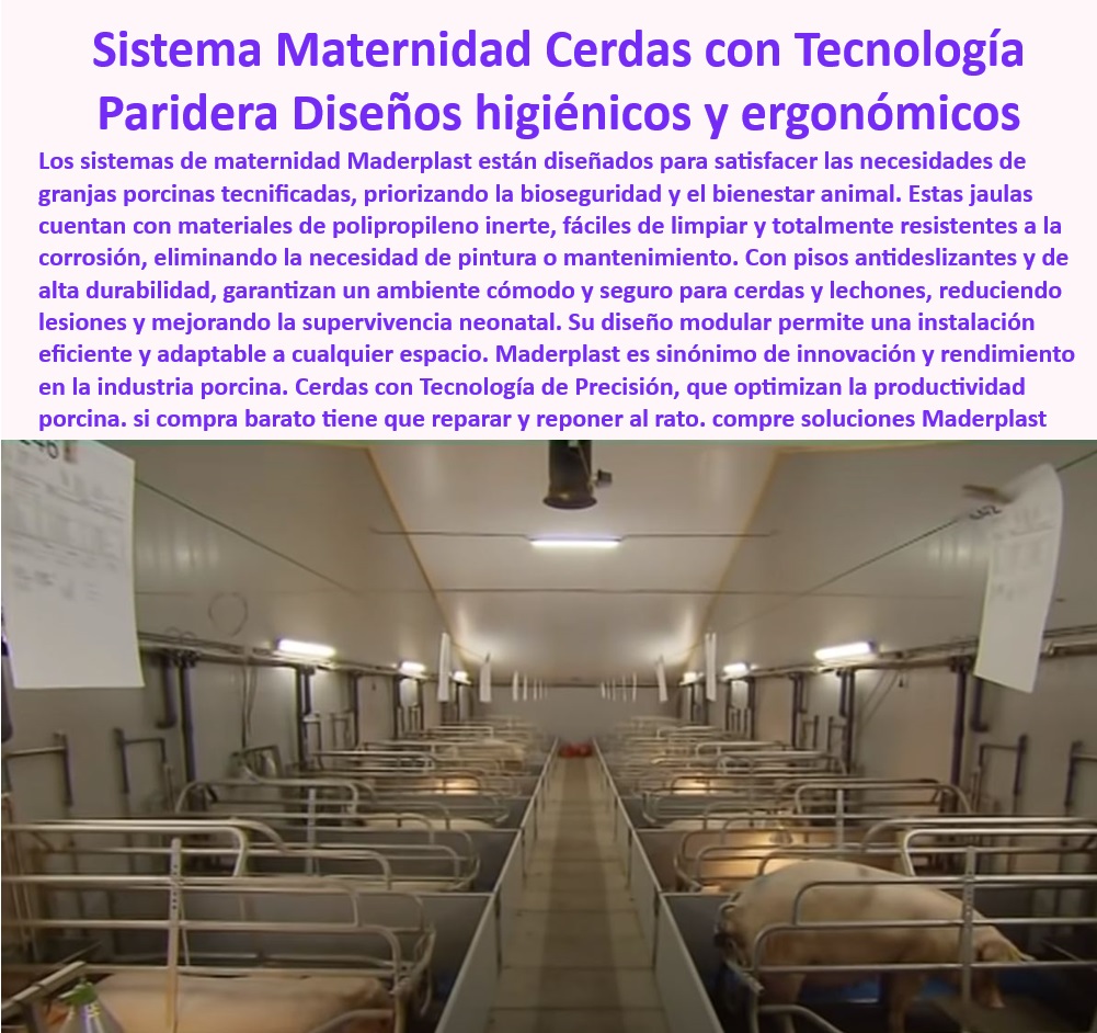 Parideras porcinas higiénicas resistentes Parto cerdas fácil limpieza Maderplast Soluciones accesibles en estructuras para maternidad porcina, - Estructuras-Sostenibles-Granjas - Infraestructura higiénica y resistente para cerdas madre, - ¿Qué ventajas ofrecen las parideras plásticas reciclables para granjas modernas? - Jaulas Plásticas Resistentes - Jaulas de maternidad con control térmico eficiente, - ¿Cómo elegir sistemas térmicos eficientes para cerdas madre? - Parideras-Control-Térmico - Jaulas con materiales plásticos reciclables y funcionales, - Jaulas de precisión para mejorar la productividad en granjas, - Bioseguridad en la porcicultura - ¿Cuáles son las jaulas más resistentes y ergonómicas para maternidad porcina? - Diseño higiénico en parideras para cerdas y lechones, - Sistemas-Maternidad-Porcinas - Parideras económicas con beneficios de fácil instalación, - Sistemas avanzados en ergonomía para granjas porcinas, - ¿Dónde encontrar parideras higiénicas para cerdas y lechones? - Sistemas de maternidad porcinas higiénicos y ergonómicos, - Estructuras reciclables para aumentar la sostenibilidad en la porcicultura, - Jaulas térmicas para granjas tecnificadas y sostenibles, - ¿Qué parideras ofrecen bioseguridad y bajo mantenimiento en granjas porcinas? - Parideras plásticas fáciles de limpiar y duraderas, - Sistemas duraderos para instalaciones porcinas modernas, - Innovación-En-Producción-Porcina - Jaulas-Anticorrosión-Lechones - Sistemas innovadores para optimizar la producción porcina, - Parideras para cerdas con alta resistencia y bajo mantenimiento, - Soluciones modulares para manejo efectivo en granjas porcinas, - Jaulas de parto que mejoran la supervivencia neonatal, - Soluciones tecnológicas en bioseguridad para la porcicultura, - Parideras resistentes a la corrosión para granjas modernas, - Parideras eficientes para reducir costos operativos en granjas, - Diseño modular adaptable para instalaciones porcinas, - Infraestructura resistente y reciclable para maternidad porcina, - Parideras-Duraderas-Higiénicas - Infraestructura-Modular-Porcina - Estructuras para cerdas madre con pisos antideslizantes, - Innovación en sistemas de maternidad tecnificada para cerdos, - Parideras-Tecnificadas-Accesibles - Diseño especializado en parideras de alta bioseguridad - Sistemas prácticos para parideras porcinas - Parideras térmicas para granjas modernas - Estructuras Paneles plásticos reciclables instalaciones porcinas Parideras porcinas higiénicas resistentes Parto cerdas fácil limpieza Maderplast Sistemas prácticos para parideras porcinas Parideras térmicas para granjas modernas Estructuras Paneles plásticos reciclables instalaciones porcinas Soluciones accesibles en estructuras para maternidad porcina, - Estructuras-Sostenibles-Granjas - Infraestructura higiénica y resistente para cerdas madre, - ¿Qué ventajas ofrecen las parideras plásticas reciclables para granjas modernas? - Jaulas Plásticas Resistentes - Jaulas de maternidad con control térmico eficiente, - ¿Cómo elegir sistemas térmicos eficientes para cerdas madre? - Parideras-Control-Térmico - Jaulas con materiales plásticos reciclables y funcionales, - Jaulas de precisión para mejorar la productividad en granjas, - Bioseguridad en la porcicultura - ¿Cuáles son las jaulas más resistentes y ergonómicas para maternidad porcina? - Diseño higiénico en parideras para cerdas y lechones, - Sistemas-Maternidad-Porcinas - Parideras económicas con beneficios de fácil instalación, - Sistemas avanzados en ergonomía para granjas porcinas, - ¿Dónde encontrar parideras higiénicas para cerdas y lechones? - Sistemas de maternidad porcinas higiénicos y ergonómicos, - Estructuras reciclables para aumentar la sostenibilidad en la porcicultura, - Jaulas térmicas para granjas tecnificadas y sostenibles, - ¿Qué parideras ofrecen bioseguridad y bajo mantenimiento en granjas porcinas? - Parideras plásticas fáciles de limpiar y duraderas, - Sistemas duraderos para instalaciones porcinas modernas, - Innovación-En-Producción-Porcina - Jaulas-Anticorrosión-Lechones - Sistemas innovadores para optimizar la producción porcina, - Parideras para cerdas con alta resistencia y bajo mantenimiento, - Soluciones modulares para manejo efectivo en granjas porcinas, - Jaulas de parto que mejoran la supervivencia neonatal, - Soluciones tecnológicas en bioseguridad para la porcicultura, - Parideras resistentes a la corrosión para granjas modernas, - Parideras eficientes para reducir costos operativos en granjas, - Diseño modular adaptable para instalaciones porcinas, - Infraestructura resistente y reciclable para maternidad porcina, - Parideras-Duraderas-Higiénicas - Infraestructura-Modular-Porcina - Estructuras para cerdas madre con pisos antideslizantes, - Innovación en sistemas de maternidad tecnificada para cerdos, - Parideras-Tecnificadas-Accesibles - Diseño especializado en parideras de alta bioseguridad Parideras porcinas higiénicas resistentes Parto cerdas fácil limpieza Maderplast - Sistemas prácticos para parideras porcinas - Parideras térmicas para granjas modernas - Estructuras Paneles plásticos reciclables instalaciones porcinas