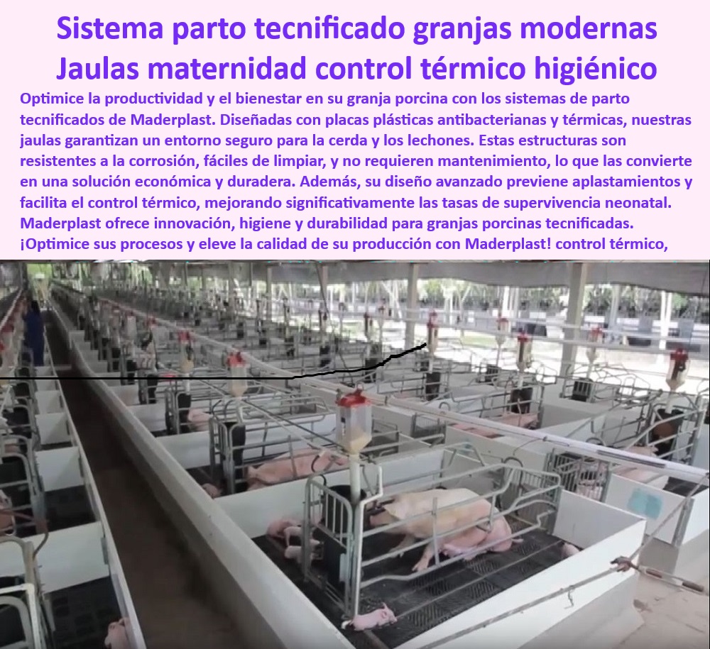 Parideras porcinas higiénicas resistentes Parto cerdas fácil limpieza Maderplast Soluciones económicas en jaulas para maternidad porcina, - Infraestructura-Porcina-De-Calidad - ¿Cómo optimizar la bioseguridad en granjas porcinas con parideras? - Sistemas seguros para minimizar aplastamiento en lechones, - ¿Cuáles son los sistemas de parto más eficientes para granjas tecnificadas? - Soluciones-Sostenibles-Para-Granjas - Parideras-Para-Granjas-Modernas - Innovación-En-Producción-Porcina - Parideras-Anticorrosivas-Con-Diseño-Eficiente - Parideras accesibles y funcionales para maternidad porcina, - Infraestructura porcina libre de mantenimiento constante, - Jaulas para parto con aislamiento térmico incorporado, - ¿Qué jaulas modernas son ideales para minimizar aplastamientos en lechones? - Sistemas-Maternidad-Tecnificada - ¿Dónde comprar parideras higiénicas para maternidad porcina? - Infraestructura modular de alta durabilidad para granjas, - Parideras con drenaje óptimo y fácil limpieza diaria, - Sistemas de maternidad con tecnología avanzada, - Diseño modular para optimizar procesos en producción porcina, - Sistemas de maternidad tecnificada para granjas porcinas modernas, - Jaulas-Control-Térmico-Fácil-Limpieza - Jaulas para lechones con control térmico integrado, - Parideras higiénicas para cerdas resistentes y duraderas, - Jaulas de parto con control térmico y fácil limpieza, - Parideras-Higiénicas-Antibacterianas - Jaulas higiénicas que cumplen normativas sanitarias, - Parideras económicas y funcionales para principiantes, - Innovación en sistemas de parto para granjas tecnificadas, - Parideras antibacterianas para granjas tecnificadas de cerdos, - Parideras duraderas con superficies antiadherentes, - Jaulas resistentes a la corrosión para maternidad porcina, - Innovación en diseño de maternidad para cerdas y lechones, - Bioseguridad-En-Maternidad-Porcina - Jaulas modulares y duraderas - Jaulas modernas para manejo eficiente de cerdas madre, - Soluciones sostenibles en jaulas para partos porcinos, - Diseño eficiente en jaulas para cerdas madre y lechones, - ¿Qué opciones de parideras incluyen control térmico y drenaje? - Soluciones ergonómicas en sistemas de maternidad tecnificada, - Jaulas de maternidad diseñadas para una bioseguridad eficiente. - Sistemas simples de maternidad para cerdos - Diseños accesibles para manejo de cerdas - Maternidad porcina sencilla para principiantes - Parideras incubadora Parideras porcinas higiénicas resistentes Parto cerdas fácil limpieza Maderplast Sistemas simples de maternidad para cerdos Diseños accesibles para manejo de cerdas Maternidad porcina sencilla para principiantes Parideras incubadora Soluciones económicas en jaulas para maternidad porcina, - Infraestructura-Porcina-De-Calidad - ¿Cómo optimizar la bioseguridad en granjas porcinas con parideras? - Sistemas seguros para minimizar aplastamiento en lechones, - ¿Cuáles son los sistemas de parto más eficientes para granjas tecnificadas? - Soluciones-Sostenibles-Para-Granjas - Parideras-Para-Granjas-Modernas - Innovación-En-Producción-Porcina - Parideras-Anticorrosivas-Con-Diseño-Eficiente - Parideras accesibles y funcionales para maternidad porcina, - Infraestructura porcina libre de mantenimiento constante, - Jaulas para parto con aislamiento térmico incorporado, - ¿Qué jaulas modernas son ideales para minimizar aplastamientos en lechones? - Sistemas-Maternidad-Tecnificada - ¿Dónde comprar parideras higiénicas para maternidad porcina? - Infraestructura modular de alta durabilidad para granjas, - Parideras con drenaje óptimo y fácil limpieza diaria, - Sistemas de maternidad con tecnología avanzada, - Diseño modular para optimizar procesos en producción porcina, - Sistemas de maternidad tecnificada para granjas porcinas modernas, - Jaulas-Control-Térmico-Fácil-Limpieza - Jaulas para lechones con control térmico integrado, - Parideras higiénicas para cerdas resistentes y duraderas, - Jaulas de parto con control térmico y fácil limpieza, - Parideras-Higiénicas-Antibacterianas - Jaulas higiénicas que cumplen normativas sanitarias, - Parideras económicas y funcionales para principiantes, - Innovación en sistemas de parto para granjas tecnificadas, - Parideras antibacterianas para granjas tecnificadas de cerdos, - Parideras duraderas con superficies antiadherentes, - Jaulas resistentes a la corrosión para maternidad porcina, - Innovación en diseño de maternidad para cerdas y lechones, - Bioseguridad-En-Maternidad-Porcina - Jaulas modulares y duraderas - Jaulas modernas para manejo eficiente de cerdas madre, - Soluciones sostenibles en jaulas para partos porcinos, - Diseño eficiente en jaulas para cerdas madre y lechones, - ¿Qué opciones de parideras incluyen control térmico y drenaje? - Soluciones ergonómicas en sistemas de maternidad tecnificada, - Jaulas de maternidad diseñadas para una bioseguridad eficiente. Parideras porcinas higiénicas resistentes Parto cerdas fácil limpieza Maderplast - Sistemas simples de maternidad para cerdos - Diseños accesibles para manejo de cerdas - Maternidad porcina sencilla para principiantes - Parideras incubadora