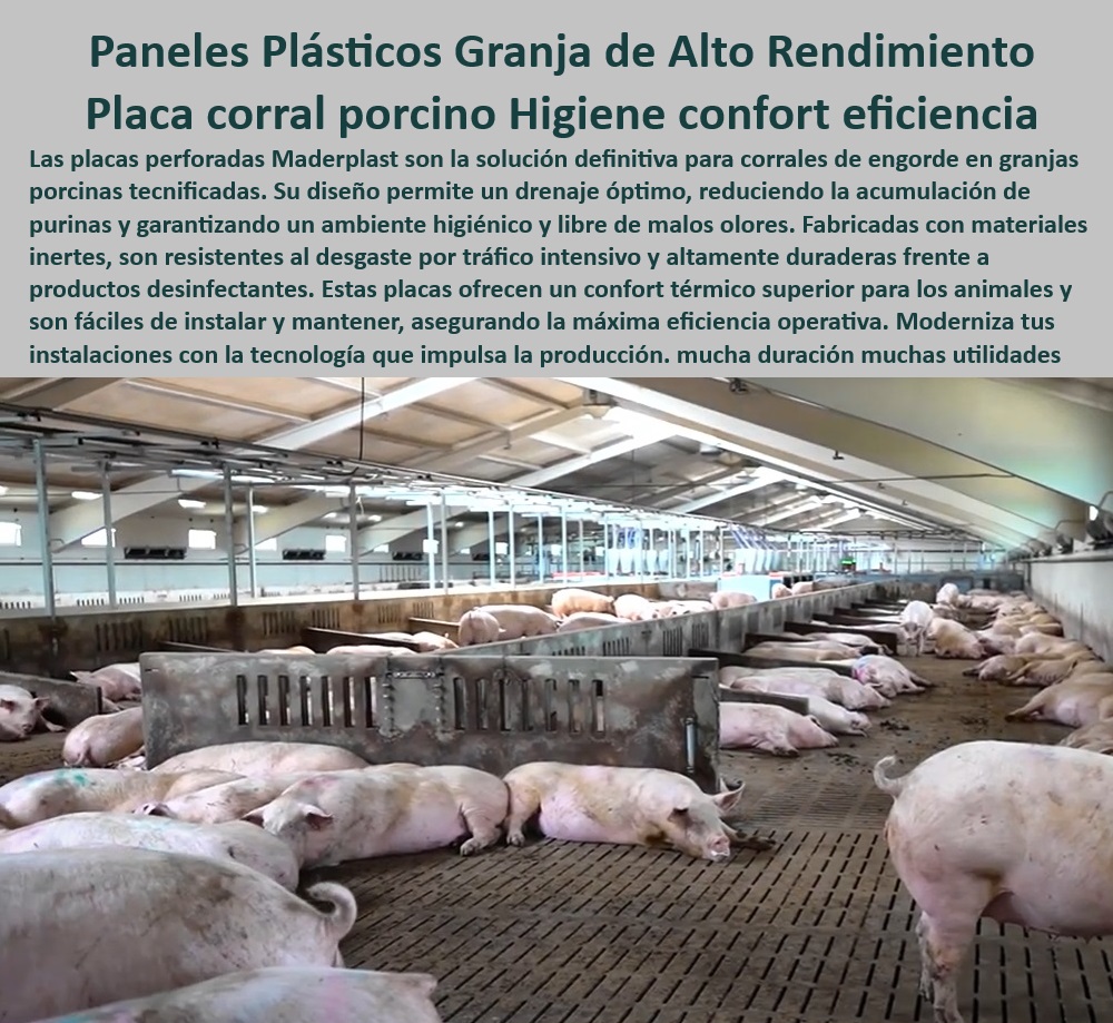 Pisos plástico Placa drenaje eficiente en corrales Porcícolas Maderplast Suelos modulares para manejo intensivo en corrales de cerdos, - Pisos elevados con propiedades antibacterianas en corrales, - Placas modulares que facilitan la limpieza y control sanitario en corrales, - Superficies plásticas duraderas en ambientes de alto tráfico animal, - Superficies higiénicas con drenaje eficiente para granjas porcinas, - Pisos especializados en drenaje óptimo para el bienestar animal, - ¿Dónde comprar pisos plásticos para mejorar la bioseguridad en granjas porcinas? - Pisos drenantes para optimización de bioseguridad en granjas, - Drenaje eficiente en granjas - ¿Qué soluciones existen para reducir la acumulación de purinas en corrales? - ¿Cuáles son los mejores pisos modulares para corrales de cerdos? - Placas plásticas para reducir acumulación de purinas en corrales, - Pisos-Plásticos-Reciclables-Sostenibles - Suelos reciclables para proyectos sostenibles en la porcicultura, - Suelos-Modulares-Para-Corrales - Pisos elevados anticorrosivos para instalaciones porcinas modernas, - ¿Cómo elegir pisos higiénicos para producción porcina sostenible? - Pisos-Plásticos-Eficiencia-Operativa - Suelos-Elevados-Para-Granjas - Pisos de plástico de fácil mantenimiento en granjas tecnificadas, - Higiene-Y-Bioseguridad-Porcina - Pisos plásticos ergonómicos y resistentes para cerdos de engorde, - Pisos resistentes al desgaste por uso intensivo porcino, - Pisos ecológicos para mejorar la producción en porcicultura, - Pisos-Duraderos-En-Porcicultura - Materiales-Resistentes-En-Porcicultura - Suelos plásticos inertes para control sanitario en la porcicultura, - Suelos para corrales de alta eficiencia y mínimo impacto ambiental, - Pisos plásticos para corrales tecnificados en porcicultura, - Superficies-Plásticas-Antibacterianas - Sistemas de suelo que garantizan eficiencia operativa en granjas, - Suelos diseñados para higiene y confort animal en granjas, - ¿Qué suelos son más duraderos para instalaciones porcinas de alto tráfico? - Superficies ecológicas y resistentes para granjas de cerdos modernas, - Sistemas de suelo resistentes para alto tráfico de animales, - Pisos-Plásticos-Para-Porcicultura - Soluciones de pisos sostenibles para corrales de cerdos, - Pisos sin mantenimiento para maximizar la rentabilidad en granjas, - Materiales avanzados para manejo de residuos en instalaciones porcinas, - Superficies higiénicas y duraderas para producción porcina - Drenaje eficiente en corrales de cerdos - Suelos con diseño higiénico y fácil mantenimiento - Sistemas modulares de suelo corrales alto tráfico animal - Pisos placas Pisos plástico Placa drenaje eficiente en corrales Porcícolas Maderplast Drenaje eficiente en corrales de cerdos Suelos con diseño higiénico y fácil mantenimiento Sistemas modulares de suelo corrales alto tráfico animal Pisos placas Pisos plástico Placa drenaje eficiente en corrales Porcícolas Maderplast - Drenaje eficiente en corrales de cerdos - Suelos con diseño higiénico y fácil mantenimiento - Sistemas modulares de suelo corrales alto tráfico animal - Pisos placas