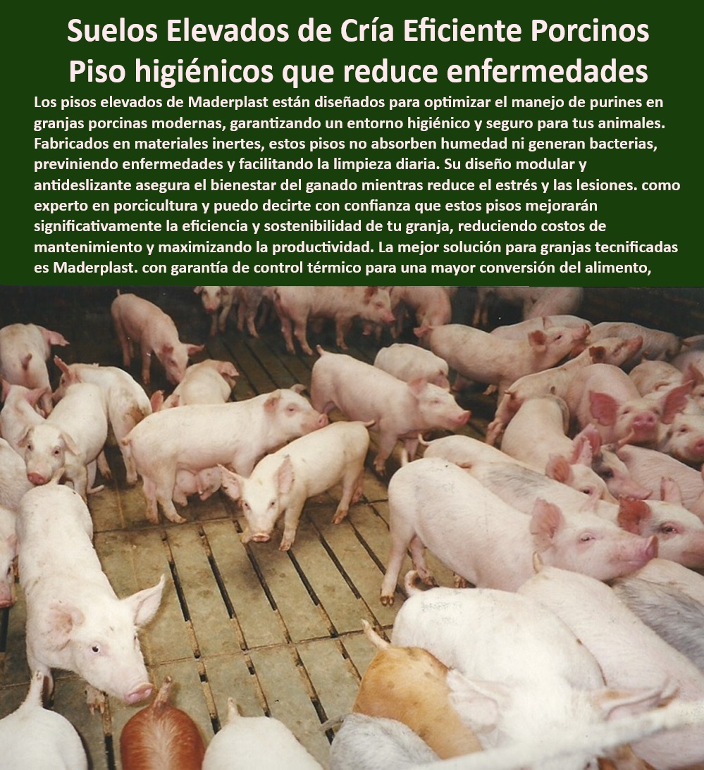 Pisos plástico Placa drenaje eficiente en corrales Porcícolas Maderplast Pisos ecológicos que reducen costos operativos en la porcicultura, - Superficies-Plásticas-Resistentes - Pisos-Para-Cerdas-Reproductoras - Pisos especializados para reducir el estrés en animales de granja, - Pisos económicos para granjas tecnificadas con alta demanda, - Bioseguridad-En-Corrales-Porcinos - Placas de plástico de fácil limpieza en instalaciones porcinas, - Superficies antideslizantes que mejoran el confort porcino, - Suelos higiénicos que reducen enfermedades en la porcicultura, - ¿Qué tipo de pisos son ideales para corrales de cerdos tecnificados? - Sistemas de suelo que cumplen con las normativas sanitarias internacionales, - Suelos-Antideslizantes-Duraderos - Placas resistentes a desgaste intensivo en granjas modernas, - Placas plásticas modulares para manejo intensivo porcino, - ¿Cómo elegir pisos que reduzcan el estrés en cerdas reproductoras? - Drenaje-Eficiente-En-Porcicultura - Superficies avanzadas para producción eficiente en porcicultura, - Suelos-Modulares-En-Porcicultura - Pisos plásticos elevados para corrales de cerdos tecnificados, - Sistemas de drenaje eficientes en granjas porcinas modernas, - Pisos duraderos y sostenibles para entornos de alto tráfico, - Pisos plásticos reciclables para bioseguridad y sostenibilidad, - Superficies resistentes al impacto en instalaciones porcinas, - Pisos diseñados para mejorar la bioseguridad en instalaciones porcinas, - Suelos innovadores que aseguran bienestar en cerdos de engorde, - Materiales inertes para reducir acumulación de purinas en corrales, - Pisos-Económicos-Y-Sostenibles - ¿Dónde encontrar pisos elevados higiénicos para granjas porcinas modernas? - Higiene-Y-Bienestar-Animal - Pisos impermeables para corrales porcinos en ambientes húmedos, - Pisos con diseño antibacteriano para bioseguridad en granjas, - Pisos antideslizantes para el bienestar animal en corrales, - Pisos-Plásticos-Para-Granjas - Sistemas-Para-Granjas-Tecnificadas - Suelos elevados que facilitan la limpieza y manejo diario, - Suelos higiénicos con tecnología avanzada para granjas de cerdos, - Suelos elevados que maximizan la productividad porcina, - ¿Qué beneficios ofrecen los pisos plásticos elevados en granjas de cerdos? - Sistemas de pisos para evitar estrés en cerdas reproductoras, - ¿Cuáles son los mejores suelos antideslizantes para instalaciones porcinas? Pisos antideslizantes que reducen el estrés en cerdas reproductoras Corrales higiénicos y económicos principiantes Paneles resistentes a impactos para granjas 0 Pisos plástico Placa drenaje eficiente en corrales Porcícolas Maderplast Pisos antideslizantes que reducen el estrés en cerdas reproductoras Corrales higiénicos y económicos principiantes Paneles resistentes a impactos para granjas 0 Pisos ecológicos que reducen costos operativos en la porcicultura, - Superficies-Plásticas-Resistentes - Pisos-Para-Cerdas-Reproductoras - Pisos especializados para reducir el estrés en animales de granja, - Pisos económicos para granjas tecnificadas con alta demanda, - Bioseguridad-En-Corrales-Porcinos - Placas de plástico de fácil limpieza en instalaciones porcinas, - Superficies antideslizantes que mejoran el confort porcino, - Suelos higiénicos que reducen enfermedades en la porcicultura, - ¿Qué tipo de pisos son ideales para corrales de cerdos tecnificados? - Sistemas de suelo que cumplen con las normativas sanitarias internacionales, - Suelos-Antideslizantes-Duraderos - Placas resistentes a desgaste intensivo en granjas modernas, - Placas plásticas modulares para manejo intensivo porcino, - ¿Cómo elegir pisos que reduzcan el estrés en cerdas reproductoras? - Drenaje-Eficiente-En-Porcicultura - Superficies avanzadas para producción eficiente en porcicultura, - Suelos-Modulares-En-Porcicultura - Pisos plásticos elevados para corrales de cerdos tecnificados, - Sistemas de drenaje eficientes en granjas porcinas modernas, - Pisos duraderos y sostenibles para entornos de alto tráfico, - Pisos plásticos reciclables para bioseguridad y sostenibilidad, - Superficies resistentes al impacto en instalaciones porcinas, - Pisos diseñados para mejorar la bioseguridad en instalaciones porcinas, - Suelos innovadores que aseguran bienestar en cerdos de engorde, - Materiales inertes para reducir acumulación de purinas en corrales, - Pisos-Económicos-Y-Sostenibles - ¿Dónde encontrar pisos elevados higiénicos para granjas porcinas modernas? - Higiene-Y-Bienestar-Animal - Pisos impermeables para corrales porcinos en ambientes húmedos, - Pisos con diseño antibacteriano para bioseguridad en granjas, - Pisos antideslizantes para el bienestar animal en corrales, - Pisos-Plásticos-Para-Granjas - Sistemas-Para-Granjas-Tecnificadas - Suelos elevados que facilitan la limpieza y manejo diario, - Suelos higiénicos con tecnología avanzada para granjas de cerdos, - Suelos elevados que maximizan la productividad porcina, - ¿Qué beneficios ofrecen los pisos plásticos elevados en granjas de cerdos? - Sistemas de pisos para evitar estrés en cerdas reproductoras, - ¿Cuáles son los mejores suelos antideslizantes para instalaciones porcinas? Pisos plástico Placa drenaje eficiente en corrales Porcícolas Maderplast Pisos antideslizantes que reducen el estrés en cerdas reproductoras Corrales higiénicos y económicos principiantes Paneles resistentes a impactos para granjas 0
