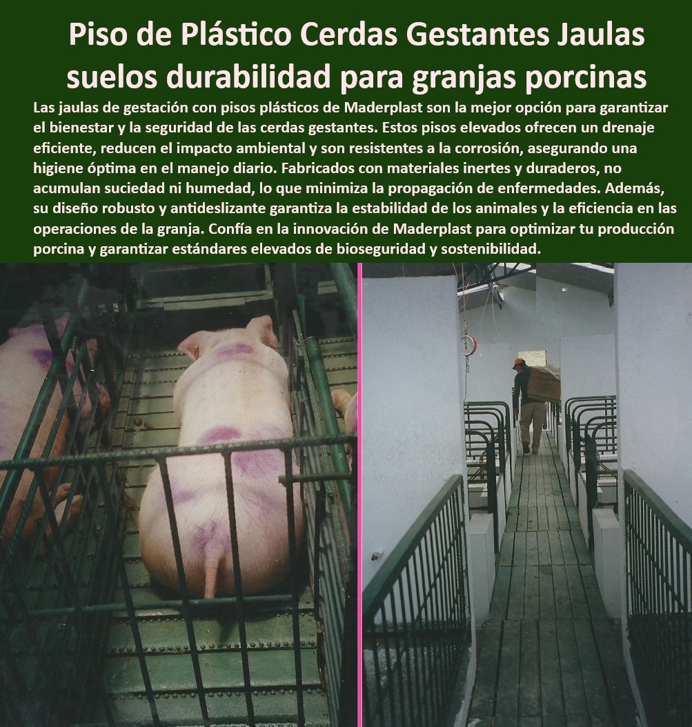 Pisos plástico Placa drenaje eficiente en corrales Porcícolas Maderplast Pisos ecológicos para instalaciones tecnificadas en porcicultura, - Pisos-Plásticos-Para-Granjas - Pisos plásticos antideslizantes para mayor seguridad en granjas, - Pisos-Antideslizantes-Para-Granjas - Pisos Elevados Para Corrales - Pisos plásticos sostenibles con diseño antibacteriano, - Superficies higiénicas para corrales de porcicultura sostenible, - Sistemas de pisos modulares para granjas de cerdas gestantes, - Superficies plásticas inertes para evitar la acumulación de bacterias, - Pisos plásticos reciclables con propiedades antimicrobianas, - Placas de plástico ergonómicas para corrales porcinos, - Higiene-Y-Bioseguridad-En-Porcicultura - Superficies duraderas y económicas para corrales tecnificados, - Pisos duraderos para manejo intensivo en instalaciones porcinas, - Soluciones-Sostenibles-En-Porcicultura - Pisos elevados para manejo de residuos en corrales de cerdos, - Pisos elevados resistentes para el bienestar de cerdas gestantes, - Sistemas de pisos económicos para granjas tecnificadas de cerdos, - Superficies-Inertes-Antibacterianas - Placas plásticas reciclables para corrales modernos de cerdos, - Pisos anticorrosivos de alta resistencia para producción porcina, - Pisos económicos para optimizar recursos en granjas porcinas, - Materiales plásticos avanzados para mejorar la producción porcina, - Soluciones higiénicas y económicas para instalaciones porcinas, - Pisos especializados para optimizar la bioseguridad porcina, - ¿Qué opciones de pisos económicos y duraderos existen para granjas? - Superficies lavables y esterilizables para instalaciones porcinas, - Pisos-Plásticos-Duraderos-Económicos - Pisos plásticos modulares para manejo eficiente en granjas, - Pisos plásticos con drenaje eficiente para granjas porcinas, - ¿Cómo elegir pisos elevados para instalaciones tecnificadas de cerdos? - Pisos elevados diseñados para maximizar la bioseguridad porcina, - Pisos-Modulares-Para-Instalaciones - Soluciones de pisos resistentes para ambientes porcinos hostiles, - ¿Cuáles son los pisos más higiénicos para granjas porcinas modernas? - Materiales-Plásticos-Resistentes-Para-Granjas - ¿Dónde conseguir superficies inertes para evitar bacterias en granjas porcinas? - ¿Qué pisos plásticos son mejores para los corrales de cerdos? - Pisos sin mantenimiento para granjas tecnificadas de cerdos, - Drenaje-Eficiente-En-Porcicultura - Superficies duraderas para manejo intensivo en granjas - Pisos económicos para instalaciones de cerdos tecnificadas - Superficies inertes para prevenir bacterias PP Pisos plástico Placa drenaje eficiente en corrales Porcícolas Maderplast Superficies duraderas para manejo intensivo en granjas Pisos económicos para instalaciones de cerdos tecnificadas Superficies inertes para prevenir bacterias PP Pisos ecológicos para instalaciones tecnificadas en porcicultura, - Pisos-Plásticos-Para-Granjas - Pisos plásticos antideslizantes para mayor seguridad en granjas, - Pisos-Antideslizantes-Para-Granjas - Pisos Elevados Para Corrales - Pisos plásticos sostenibles con diseño antibacteriano, - Superficies higiénicas para corrales de porcicultura sostenible, - Sistemas de pisos modulares para granjas de cerdas gestantes, - Superficies plásticas inertes para evitar la acumulación de bacterias, - Pisos plásticos reciclables con propiedades antimicrobianas, - Placas de plástico ergonómicas para corrales porcinos, - Higiene-Y-Bioseguridad-En-Porcicultura - Superficies duraderas y económicas para corrales tecnificados, - Pisos duraderos para manejo intensivo en instalaciones porcinas, - Soluciones-Sostenibles-En-Porcicultura - Pisos elevados para manejo de residuos en corrales de cerdos, - Pisos elevados resistentes para el bienestar de cerdas gestantes, - Sistemas de pisos económicos para granjas tecnificadas de cerdos, - Superficies-Inertes-Antibacterianas - Placas plásticas reciclables para corrales modernos de cerdos, - Pisos anticorrosivos de alta resistencia para producción porcina, - Pisos económicos para optimizar recursos en granjas porcinas, - Materiales plásticos avanzados para mejorar la producción porcina, - Soluciones higiénicas y económicas para instalaciones porcinas, - Pisos especializados para optimizar la bioseguridad porcina, - ¿Qué opciones de pisos económicos y duraderos existen para granjas? - Superficies lavables y esterilizables para instalaciones porcinas, - Pisos-Plásticos-Duraderos-Económicos - Pisos plásticos modulares para manejo eficiente en granjas, - Pisos plásticos con drenaje eficiente para granjas porcinas, - ¿Cómo elegir pisos elevados para instalaciones tecnificadas de cerdos? - Pisos elevados diseñados para maximizar la bioseguridad porcina, - Pisos-Modulares-Para-Instalaciones - Soluciones de pisos resistentes para ambientes porcinos hostiles, - ¿Cuáles son los pisos más higiénicos para granjas porcinas modernas? - Materiales-Plásticos-Resistentes-Para-Granjas - ¿Dónde conseguir superficies inertes para evitar bacterias en granjas porcinas? - ¿Qué pisos plásticos son mejores para los corrales de cerdos? - Pisos sin mantenimiento para granjas tecnificadas de cerdos, - Drenaje-Eficiente-En-Porcicultura Pisos plástico Placa drenaje eficiente en corrales Porcícolas Maderplast - Superficies duraderas para manejo intensivo en granjas - Pisos económicos para instalaciones de cerdos tecnificadas - Superficies inertes para prevenir bacterias PP