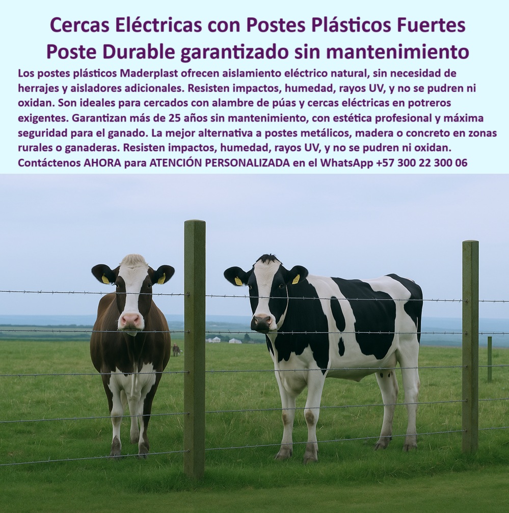 Cercados Con Alambre De Púas Postes Plásticos Púas Alambre Eléctrico Maderplast 0 cerramientos con postes fuertes postes plásticos duraderos postes aislantes para electrificación de cercas cercas eléctricas con postes Garantías poste alternativo a concreto para ganadería técnica, - poste dieléctrico natural para potreros eléctricos, - Postes equidistantes rectos para electrificación directa, - poste-seguro-y-flexible, - La imagen muestra una cerca instalada con postes plásticos Maderplast en la finca lechera La Alquería, ubicada en la Sabana de Bogotá. En un entorno húmedo y exigente, estos postes se destacan por su resistencia al impacto, rayos UV, humedad e incluso descargas eléctricas, gracias a su diseño con aislamiento natural incorporado. No necesitan aisladores, herrajes, pintura ni reemplazos en décadas. Su firmeza permite mantener tensión constante en el alambre de púas sin fracturas ni desplazamientos. Estos postes plásticos Maderplast reemplazan con éxito a los postes metálicos, de madera o concreto, con la ventaja adicional de ser ecológicos, reciclables y seguros al tacto. La tecnología usada garantiza más de 25 años de servicio continuo sin mantenimiento, ofreciendo una estética profesional, alta seguridad y confianza para el manejo eficiente de ganado lechero. Es la opción ideal para fincas que buscan modernizarse sin comprometer rentabilidad, resistencia ni presentación., - poste-sin-mantenimiento-25-años, - poste aislante incorporado para cercas eléctricas, - poste de cercas para fincas lecheras de altura, - poste sin riesgos de incendio ni deformación, - poste-plástico-electrificación-directa, - poste para electrificación directa con tensión controlada, - poste-electrico-ganadero-sabana-bogota-finca-lechera-alqueria.jpg, - poste de seguridad para ganado lechero, - poste-reciclado-alambre-de-púas, - poste-para-terrenos-húmedos, - poste ganadero resistente al impacto y la presión, - Postes plásticos con doble púa sin oxidación, - poste-resistente-en-sabana, - poste plástico con alta durabilidad comprobada, - poste para sabana húmeda de Bogotá sin oxidación, - poste plástico para sustitución de madera, - ¿Qué poste no necesita pintura ni mantenimiento?, - poste no conductor de electricidad para ganado, - poste reciclado con resistencia a rayos UV y humedad, - poste plástico con estética profesional para cercado, - ¿Qué poste usar para cerca eléctrica sin aisladores?, - poste con garantía de 25 años sin mantenimiento, - Alambre tensado con postes reciclables y ecológicos, - Ganado protegido por cercado técnico sin concreto, - Postes técnicos alineados para seguridad ganadera, - poste-ganadero-sin-aisladores, - Poste verde dieléctrico para alambre de púas sin aisladores, - poste Maderplast para electrificación de alambre, - Postes plásticos firmes en finca lechera en la sabana, - poste resistente a impactos y rayos UV para ganado, - ¿Qué cerca instalar en fincas lecheras húmedas?, - ¿Dónde consigo postes eléctricos reciclables en Bogotá?, - poste sin astillas ni corrosión para ganado, - poste plástico con aislamiento natural para cerca eléctrica, - poste fuerte para uso en terrenos planos, - Cerca eléctrica con postes firmes en pasto verde y ganado, - poste ecológico para cerca ganadera sin pintura, - poste técnico para electrificación sin concreto, - Cercado firme sin deformación con postes reciclables, - poste ideal para terrenos húmedos de alta montaña, - poste plástico técnico con estética profesional, - poste-dieléctrico-confiable, - poste-ecológico-para-ganado, - ¿Cuál es el poste más duradero para ganado lechero?, - poste plástico para alambre de púas sin herrería adicional, - poste innovador para modernizar fincas ganaderas, - Cerca plástica moderna en finca húmeda de Bogotá, - poste reciclado para alambre de púas sin oxidación, - poste-para-fincas-lecheras, - poste plástico para electrificación ganadera sin aisladores, - poste que no requiere aisladores y herrajes, - cerca ganadera sin aisladores para finca lechera 0 Cercados Con Alambre De Púas Postes Plásticos Púas Alambre Eléctrico Maderplast 0 cerramientos con postes fuertes postes plásticos duraderos postes aislantes para electrificación de cercas cercas eléctricas con postes Garantías 0