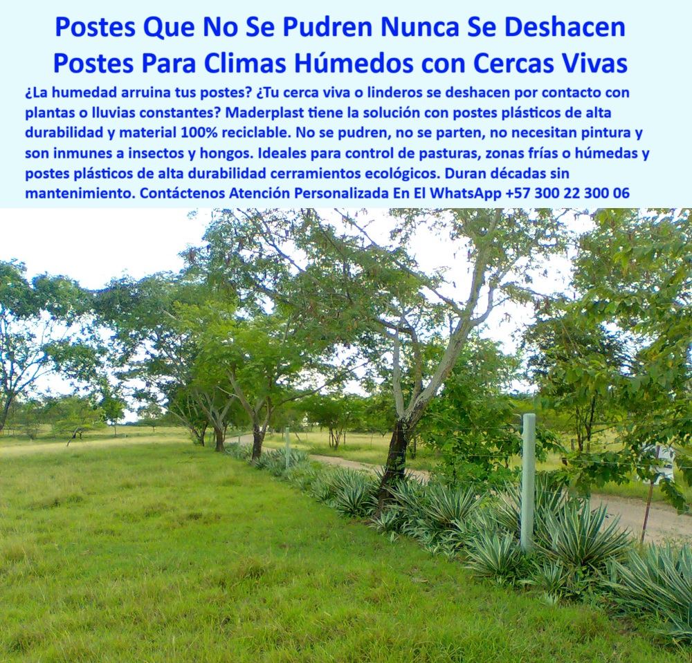 Cercas Perimetrales Postes De Linderos Medianeros Poste Límites Viales Maderplast 0 instalación cercas con postes reciclados Qué tipo de poste dura más en clima frío y húmedo postes resistentes para control de pasturas postes poste inmune a insectos y hongos, - Cercado ecológico sin pintura y sin pudrición, - poste-plástico-sin-pintura, - Postes firmes instalados junto a plantas en finca, - poste para linderos con cercas verdes, - ¿Cuál poste no se pudre cerca de plantas?, - poste plástico para instalación entre árboles, - poste para cercas perimetrales vivas, - poste para caminos rurales y cerramientos, - Línea de postes junto a vegetación viva en zona rural, - poste duradero para huertas ecológicas, - poste para cercas en clima húmedo, - poste plástico en línea viva de sábila, - ¿Postes para cercas vivas durables?, - Cerca ecológica con postes reciclados entre árboles, - poste económico de alto desempeño rural, - poste-cerca-viva-sin-pudrición, - Línea de cerca viva con postes inmunes al agua, - poste duradero para cultivos cercados, - ¿Postes reciclables para clima lluvioso?, - Cerca perimetral entre vegetación tropical con postes, - poste técnico para zonas agrícolas, - poste-resistente-a-plantas, - poste-durable-en-cercas-vivas, - poste estructural para agroforestería, - poste ecológico para cerramientos agrícolas, - poste aislante sin necesidad de pintura, - poste-para-cerramientos-ecológicos, - poste-para-clima-húmedo, - poste sin concreto para suelos blandos, - instalación de cercas vivas con postes plásticos, - poste-para-fincas-en-clima-frío, - postes sin mantenimiento para climas agresivos, - poste-sostenible-para-lluvias, - poste para dividir fincas sin mantenimiento, - cerca ecológica con poste duradero sin pintura, - postes reciclados que resisten humedad y raíces, - Postes verdes alineados junto a cerca viva de sábilas, - Cercado rural sin concreto en zona húmeda y boscosa, - poste seguro junto a árboles, - poste-de-alta-resistencia-reciclada, - poste sin pudrirse junto a plantas vivas, - poste flexible para clima tropical, - poste versátil para control de pasturas, - ¿Qué poste sirve en zonas húmedas?, - La foto muestra una imagen real de una cerca viva instalada en una finca de clima húmedo, donde los postes plásticos reciclados se mantienen firmes entre vegetación, árboles y sábilas sin deformarse ni pudrirse. Esta instalación de cerramiento natural demuestra la efectividad de los postes Maderplast frente a las lluvias, hongos e insectos. A lo largo del camino, los postes siguen rectos, sin pintura ni concreto, permitiendo que la vegetación crezca sin dañar la estructura. Maderplast ofrece una solución ideal para linderos, zonas tropicales y cercas ecológicas que requieren durabilidad sin mantenimiento. La imagen resalta cómo el poste permanece intacto incluso en contacto directo con raíces y follaje. Esta es la opción perfecta para productores que buscan eficiencia y estética sin sacrificar sostenibilidad. Cada poste es una inversión en tecnología agrícola que resiste el tiempo y el clima., - Postes rectos entre vegetación y caminos agrícolas, - poste ideal para contacto con vegetación, - poste-para-cercas-vivas-en-clima-humedo-reciclado.jpg, - Postes reutilizables firmes entre árboles y sembrados, - poste para áreas con lluvia constante, - poste-para-linderos-con-vegetación, - ¿Postes que no se dañan con el agua?, - poste para linderos viales húmedos, - poste plástico reciclado para zonas frías, - poste plástico resistente al contacto vegetal, - poste resistente al agua y raíces 0 Cercas Perimetrales Postes De Linderos Medianeros Poste Límites Viales Maderplast 0 instalación-cercas-con-postes-reciclados, - Qué tipo de poste dura más en clima frío y húmedo, - postes resistentes para control de pasturas, - postes