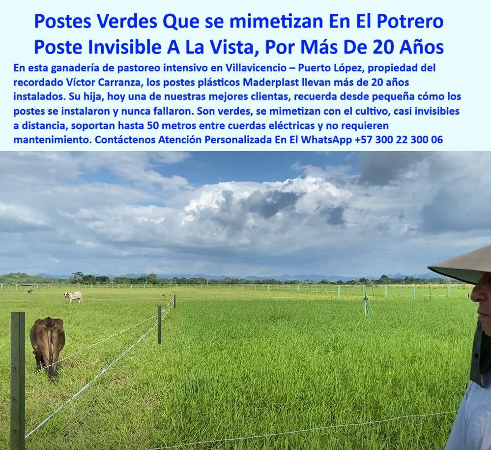 División De Potreros Grandes Extensiones Pastoreo Extensivo A 25 Metros Maderplast 0 broches reciclables para fincas ganaderas postes duraderos para potreros poste plástico ganadería intensiva reemplazo poste de cemento PP 0 poste sin mantenimiento instalado hace más de 20 años, - Poste firme y verde alineado en finca productiva, - Poste ecológico mimetizado con vegetación ganadera, - poste sin óxido ni deformación por más de 20 años, - poste ecológico mimetizado para cercas con cuerda eléctrica, - Recomiéndame un poste que se mimetice en el campo sin oxidarse, - poste con memoria plástica para cercas rectas siempre, - poste estructural para cercas eléctricas rurales sostenibles, - Línea de cerca técnica casi imperceptible con postes plásticos, - poste invisible para separación de lotes ganaderos, - poste de polímero verde para dividir potreros ganaderos, - ¿Dónde venden postes plásticos invisibles para fincas?, - poste-plástico-sin-pintura-ni-concreto, - Poste plástico sin mantenimiento que no afecte el paisaje, - ¿Qué tipo de poste puedo usar sin pintura ni óxido?, - poste-de-25-metros-sin-refuerzo, - Cercado de finca con postes verdes alineados y durables, - poste-para-cercas-de-larga-duración, - poste que reemplaza cemento en fincas ganaderas modernas, - Imagen de poste Maderplast camuflado en pastoreo intensivo, - Postes reciclables integrados al paisaje de pradera tropical, - poste-verde-plastico-invisible-cerca-electrica-mimetizado-potreros.jpg, - poste-sin-mantenimiento-rural, - poste firme para pastoreo sin relevo en zonas rurales, - Poste técnico para dividir grandes potreros con cercas invisibles, - poste-camuflado-en-pasturas-verdes, - Poste plástico verde instalado en potrero con pasto alto, - poste-verde-para-cercas-invisibles, - poste cuadrado plástico para cercado invisible sin aislador, - poste estético de bajo impacto visual rural, - poste verde oculto en pradera para ganadería moderna, - Imagen de división ganadera extensiva con postes invisibles, - poste plástico camuflado para cerca perimetral de finca, - poste dieléctrico para cercas invisibles en potrero, - poste plástico resistente para ganadería extensiva intensiva, - Cerca eléctrica con postes plásticos casi invisibles a la vista, - poste fuerte para tensado eléctrico con mínima visibilidad, - poste verde plástico que se mimetiza en el pasto, - poste para fincas con necesidad de estética y resistencia, - poste plástico de alta duración probado por ganaderos, - poste reciclado verde que no requiere pintura, - Poste para instalación de cercas eléctricas que dure décadas, - poste para proyectos ganaderos sin concreto ni pintura, - ¿Cuál es el mejor poste para pastoreo extensivo con bajo impacto visual?, - poste técnico para potrero rotacional de larga distancia, - Postes instalados sin mantenimiento por más de 20 años, - poste-plástico-mimetizado-en-potrero, - poste-liviano-para-potreros-extensivos, - ¿Qué poste dura más de veinte años sin mantenimiento?, - poste ligero y fuerte para suelos blandos e inclinados, - poste-para-cuerdas-eléctricas-invisibles, - poste-reciclado-para-ganadería-tecnificada, - ¿Cuál es el mejor poste ecológico para cercas eléctricas?, - poste sin astillas ni pudrición para instalaciones a largo plazo, - ¿Qué poste no se ve en el potrero pero aguanta tensión?, - En esta imagen observamos una finca de pastoreo intensivo en Villavicencio – Puerto López, donde los postes plásticos Maderplast llevan más de 20 años instalados sin fallar. Su color verde se mimetiza con el potrero, logrando un cercado eléctrico casi invisible, funcional y estético. Estos postes Maderplast soportan distancias de hasta 50 metros, no se oxidan, no se parten, y resisten impactos, humedad y tiempo sin mantenimiento. Ideales para ganaderías modernas que buscan alta durabilidad, bajo impacto visual y cero gastos recurrentes., - poste discreto para división de praderas sin concreto
