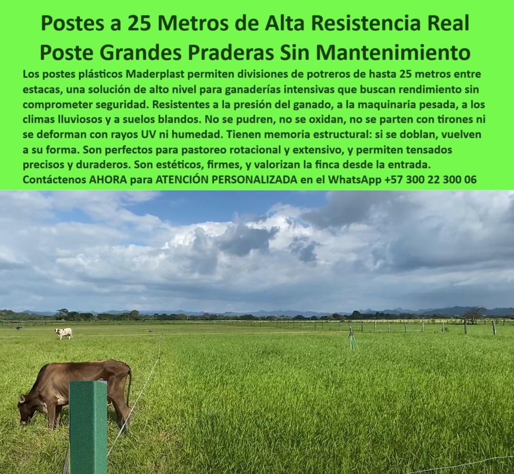 División De Potreros Grandes Extensiones Pastoreo Extensivo A 25 Metros Maderplast 0 técnicas de tensado en zonas lluviosas estacón para maquinaria pesada Qué tipo de postes aguantan la presión del ganado sin romperse poste PP  poste para cercas visibles y valorización predial, - Cerco con poste plástico que no se oxida ni se quiebra, - poste-de-polímero-sólido-ganadero, - Postes alineados en potrero de rotación ganadera intensiva, - poste plástico resistente a presión ganadera, - poste con memoria estructural para tensado de alambre, - poste-flexible-de-alta-duración, - poste ecológico para rotación de pasturas, - poste para optimizar separación en fincas ganaderas, - poste-para-pastoreo-intensivo-extensivo, - Cerca con postes separados a 25 metros en finca ganadera, - poste plástico para maquinaria pesada en praderas, - Poste resistente en suelo blando y clima lluvioso extremo, - poste reforzado para cargas ganaderas intensas, - ¿Dónde comprar postes plásticos para maquinaria pesada?, - poste para dividir grandes potreros sin mantenimiento, - poste flexible que no se quiebra bajo tensión, - poste sin mantenimiento para ganadería moderna, - poste-sin-mantenimiento-ni-pintura, - Postes plásticos firmes sobre praderas intensas de Meta, - poste de alta resistencia a jalones de alambre, - poste para campos ganaderos con praderas extensas, - poste-plástico-para-zonas-lluviosas, - Poste técnico para ganaderías de alta eficiencia rural, - poste agrícola para terrenos húmedos sin oxidación, - poste largo que no se dobla con el tiempo, - poste plástico sólido con memoria estructural, - poste-de-división-eficiente-de-fincas, - poste ideal para potreros con alta presión animal, - Estacones plásticos soportan presión sin doblarse, - poste para suelos húmedos y clima lluvioso, - poste que reduce mano de obra en instalación, - Cercado plástico sin deterioro por humedad ni rayos UV, - poste-para-suelos-blandos-y-praderas, - Poste de color verde sobre fondo de sabana de Puerto Gaitán, - poste estructural para suelos blandos y lluvia constante, - ¿Qué poste aguanta 25 metros entre estacas?, - poste dieléctrico para tensado en zonas húmedas, - poste plástico sin pintura ni corrosión, - poste ideal para hatos ganaderos tecnificados, - ¿Cuál es el poste más resistente para pastoreo?, - ¿Qué poste usar en zonas de lluvia para ganado?, - poste-plastico-ganadero-25-metros-puerto-gaitan-meta.jpg, - poste con alta durabilidad en zonas lluviosas, - poste plástico para divisiones ganaderas de 25 metros, - poste para cerco eficiente en suelos mojados, - Poste que no requiere pintura ni aislador para tensado, - poste que soporta maquinaria sin partirse, - poste reciclado de ingeniería avanzada rural, - poste que soporta impacto animal sin aflojarse, - poste-contra-maquinaria-pesada, - poste-anti-humedad-para-ganadería, - poste plástico para pastoreo intensivo y extensivo, - ¿Qué postes duran más sin mantenimiento en praderas?, - La imagen muestra un poste plástico Maderplast instalado en el Hato El Portal, en Puerto Gaitán, Meta, donde el clima lluvioso, la presión del ganado y los suelos blandos exigen materiales de máxima resistencia. Con una separación real de 25 metros entre estacas, los postes demuestran su capacidad estructural frente a condiciones exigentes. Este poste de polímero sólido no se pudre, no se oxida, no requiere pintura y resiste impactos de maquinaria pesada sin quebrarse ni perder alineación. Gracias a su memoria plástica, incluso si se dobla vuelve a su forma original, lo que lo hace ideal para pastoreo extensivo, rotacional y zonas propensas a humedad permanente. Además, su color estético mejora visualmente la finca, aportando valor desde la entrada. Maderplast garantiza más de 30 años sin reemplazos ni mantenimiento, haciendo de este poste una inversión definitiva para ganaderos que buscan eficiencia, sostenibilidad y rendimiento a largo plazo. Instale calidad comprobada donde realmente importa: en el campo., - poste-para-potreros-de-25-metros, - poste para cercas durables sin reemplazo frecuente 0 División De Potreros Grandes Extensiones Pastoreo Extensivo A 25 Metros Maderplast 0 técnicas de tensado en zonas lluviosas, - estacón para maquinaria pesada, - Qué tipo de postes aguantan la presión del ganado sin romperse, poste PP