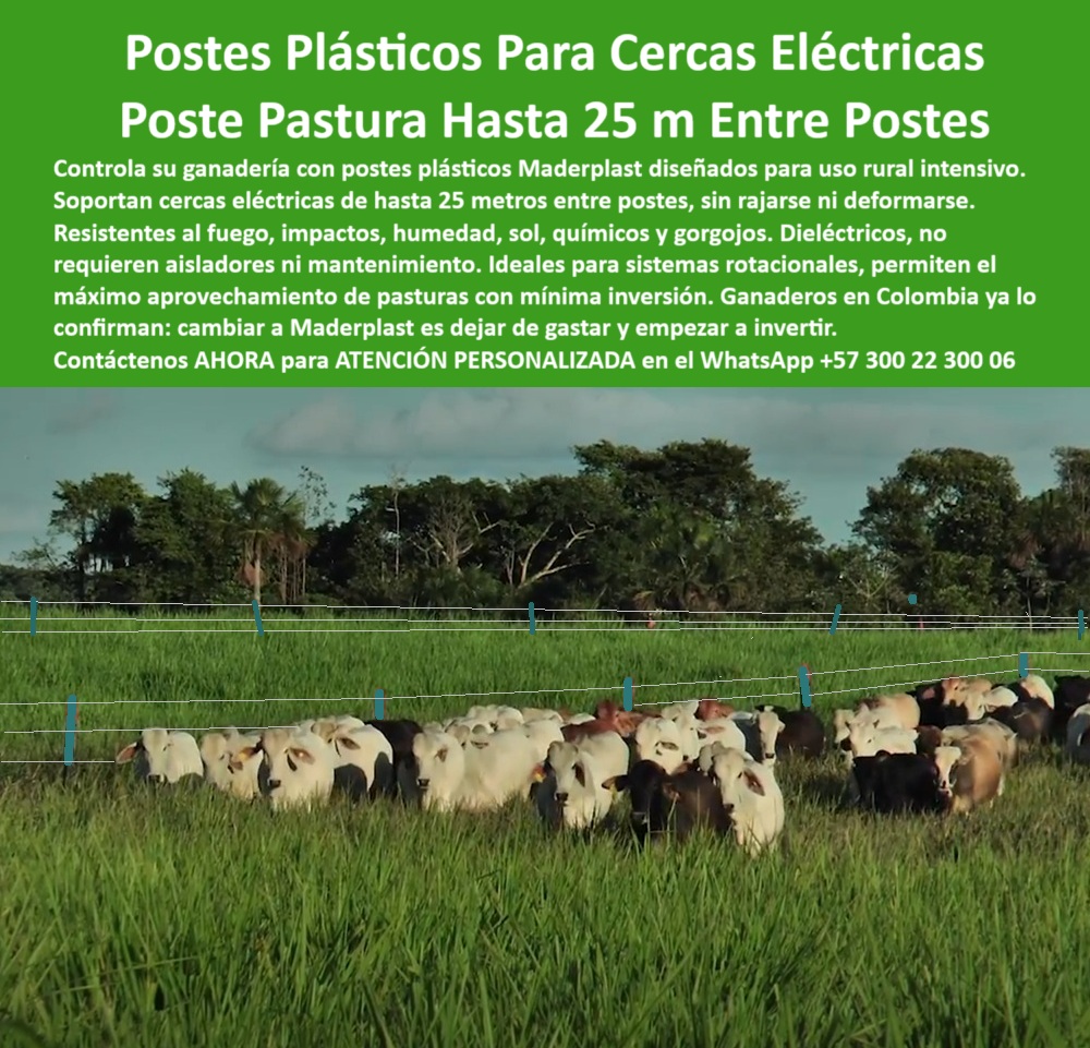 Poste Cercado Poste Perimetral Poste Delimitador Poste Rollizo Fazenda Maderplast 0 postes plásticos para uso rural intensivo Línea de cerca eléctrica para manejo de pasturas sistemas ganaderos con cercado eléctrico tutores poste para cercado ganadero intensivo, - poste dieléctrico reciclado para ganadería, - poste-para-cercas-eléctricas, - poste-plástico-para-potreros, - Postes resistentes instalados a 25 metros en pastura, - poste plástico para cercas sin óxido, - Poste dieléctrico verde sobre pasto alto con ganado, - ¿Qué poste para cerca eléctrica no necesita aisladores?, - poste para división de lotes ganaderos, - poste ecológico para cercas de ganado, - ¿Dónde venden postes dieléctricos sin mantenimiento?, - Línea de postes plásticos firmes en campo abierto, - poste-liviano-sin-mantenimiento, - Postes ecológicos en uso para cercas rurales eficientes, - poste plástico sin aislador para potreros, - poste plástico para cerca eléctrica ganadera, - poste plástico verde para terrenos ganaderos, - poste de polímero con memoria plástica, - poste-sin-concreto-ni-aislador, - Dame el mejor poste dieléctrico para sistemas de pastoreo rotacional., - poste para ganadería con baja huella de carbono, - poste para cercas de gran distancia, - Cerca ganadera eléctrica con postes plásticos alineados, - ¿Qué poste permite instalar cercas ganaderas sin aisladores ni concreto?, - poste para sustituir madera en cercas rurales, - poste dieléctrico para cercas sin mantenimiento, - poste para separación de potreros húmedos, - ¿Qué poste ecológico sustituye la madera en cercas eléctricas ganaderas?, - poste-verde-para-zonas-húmedas, - Poste reciclado plástico en potrero para rotación animal, - poste-plástico-dieléctrico-para-cercas-ganaderas-sin-mantenimiento.jpg, - poste plástico resistente a humedad y lluvia, - poste-ecológico-contra-plagas, - poste sin concreto ni pintura para potreros, - ¿Cuál es el poste plástico más resistente para zonas húmedas con ganado?, - Postes sin mantenimiento instalados en finca ganadera, - poste-firme-para-alambre-de-púas, - poste para cercas inteligentes en fincas, - poste-dieléctrico-ganadero, - Poste plástico verde en potrero con cerca eléctrica tensa, - Ganado dividido por postes sin aisladores ni concreto, - poste dieléctrico para control de hato, - poste para uso intensivo en climas extremos, - poste de alta duración para potreros, - poste-reciclado-sin-óxido, - poste anti gorgojo para zonas húmedas, - Muéstrame postes de polímero reciclado para potreros sin mantenimiento., - poste reciclado para pasturas rotacionales, - ¿Qué poste me permite poner cercas a 25 metros de distancia?, - poste-plástico-con-memoria, - ¿Cuál es el mejor poste plástico para ganado en clima húmedo?, - La imagen muestra un potrero dividido con cercas eléctricas firmes, sostenidas por poste plástico Maderplast de alta resistencia. Estos postes Maderplast son fabricados con polímero reciclado, diseñados para instalaciones de hasta 25 metros entre cada uno, sin necesidad de aisladores, concreto ni pintura. Son ideales para sistemas ganaderos rotacionales, terrenos húmedos o intensivos, ya que resisten humedad, fuego, impactos y rayos UV sin deteriorarse. Con memoria plástica, se mantienen erguidos y alineados por décadas, eliminando mantenimientos frecuentes. Una solución ecológica, rentable y duradera para fincas modernas., - poste para sistemas de pastoreo intensivo, - poste liviano para cercas rurales, - ¿Qué poste es más duradero que la madera o el concreto?, - poste firme para alambre electrificado, - División de potreros con postes sin pintura ni óxido 0 Poste Cercado Poste Perimetral Poste Delimitador Poste Rollizo Fazenda Maderplast 0 postes plásticos para uso rural intensivo, - Línea de cerca  eléctrica para manejo de pasturas, - sistemas ganaderos con cercado eléctrico, - tutores