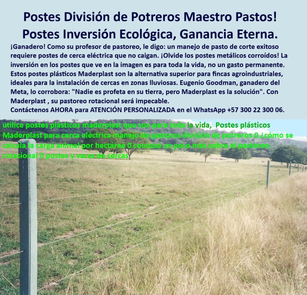 Postes Precios Más Económicos Postes Bajo Costo Promoción Postes Baratos Maderplast 0 alternativa a postes metálicos corroídos postes ecológicos para fincas agroindustria 00 Postes Precios Más Económicos Postes Bajo Costo Promoción Postes Baratos Maderplast poste sólido sin mantenimiento agropecuario, - Infraestructura ganadera ecológica sin óxido ni grietas, - poste para reducción de costos de cerca, - poste-plastico-para-potreros-girardot-camargo-ganaderia.jpg, - postes reciclados que superan el metal y la madera, - poste técnico para zonas ganaderas, - ¿Hay postes plásticos que duren más que los metálicos?, - Cercado limpio y recto con postes reciclados y sólidos, - poste de cerca firme para finca ganadera, - ¿Cómo hacer cercas ganaderas sin mantenimiento en Girardot?, - poste resistente para potreros ganaderos, - postes para división de pasturas con clima seco, - poste-plástico-de-larga-vida, - poste-que-no-se-oxida, - poste reciclable para finca agroindustrial, - poste de cerca para pasto de corte, - poste-plástico-para-ganado, - ¿Dónde venden postes que no se oxidan ni se parten?, - Cerca plástica en potrero seco sin oxidación ni pintura, - poste-para-clima-seco, - poste para pastos en clima seco, - poste agroecológico de larga duración, - poste-para-pastoreo-rotacional, - poste ligero para terrenos agrícolas, - poste para separación de ganado, - poste plástico para pastoreo rotacional, - Poste firme en pasto seco instalado sin aisladores ni refuerzos, - poste alternativo a poste metálico corroído, - poste-firme-y-liviano, - poste resistente al clima y a la oxidación, - Sistema de cerramiento ganadero con postes sin inclinación, - La imagen muestra una cerca ganadera perfectamente alineada en una pradera seca de la finca de los Camargo, en Girardot, Cundinamarca, donde los postes plásticos Maderplast fueron instalados como solución definitiva ante los problemas de corrosión y deterioro de los postes metálicos tradicionales. A simple vista se destacan la separación amplia entre postes, su verticalidad sin refuerzos adicionales y la firmeza del sistema, incluso en suelo expuesto al sol intenso y sin sombra. Estos postes no se oxidan, no se parten con el tiempo, no necesitan pintura ni mantenimiento, y están fabricados en polímero reciclado de alta resistencia. Esta tecnología es ideal para fincas agroindustriales, proyectos de pasto de corte y pastoreo rotacional, especialmente en climas cálidos. Mientras el metal se debilita y la madera se pudre, los postes Maderplast permanecen intactos. Eugenio Goodman, vecino y también ganadero de la zona, motivó esta compra al demostrar su eficacia en la finca vecina. Con Maderplast, la inversión no se entierra: se capitaliza. Más de 150 fincas ya lo han comprobado en Colombia. Maderplast transforma cercas obsoletas en infraestructura agrícola moderna, ecológica y rentable., - solución agropecuaria definitiva para separar ganado, - División técnica de pasto sin postes metálicos corroídos, - Postes económicos instalados en finca de Girardot Cundinamarca, - poste-para-división-de-potreros, - poste que no se cae en lluvia, - poste para cercas económicas que no se corroen, - Postes plásticos separados a gran distancia sin fallas visibles, - poste para cerca técnica en campo abierto, - Cercado rural sostenible sin madera ni concreto en finca, - poste-económico-agroindustrial, - poste para finca ganadera sostenible, - poste para instalaciones en zona de Girardot, - poste-plástico-ecológico, - ¿Qué poste es mejor para dividir potreros sin que se caiga?, - poste reciclado fuerte y flexible, - poste para finca con rotación de praderas, - poste plástico para división de potreros, - poste de alta durabilidad para potreros, - poste económico para potreros secos, - poste ideal para linderos rurales, - poste para sistemas de pastoreo intensivo, - cerca ganadera ecológica sin óxido ni pintura, - Postes alineados en terreno agropecuario con clima cálido, - poste-reciclable-para-fincas, - ¿Cuál es el mejor poste para pastoreo rotacional ecológico? 0 alternativa a postes metálicos corroídos postes ecológicos para fincas agroindustria 00