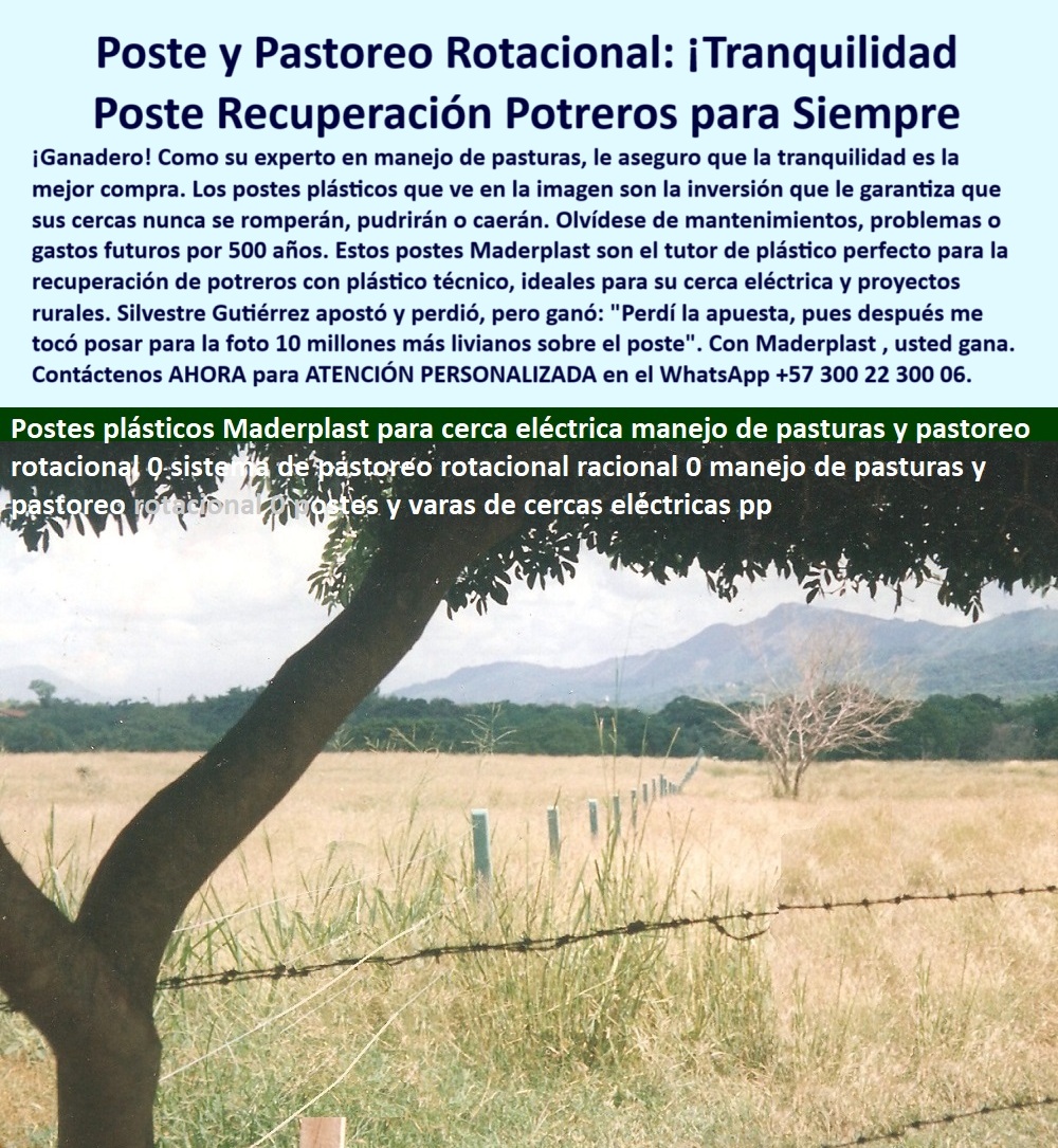 Postes Precios Más Económicos Postes Bajo Costo Promoción Postes Baratos Maderplast recuperación de potreros con plástico técnico poste plástico para contrato estatal poste para seguridad térmica rural tutor de plástico poste postes para recuperación de potreros con plástico, - cercado rural eficiente con poste reciclable, - poste-para-dividir-potreros, - alternativa sostenible a los postes de madera, - poste barato sin oxidación para potreros secos, - postes que no se pudren para potrero seco, - cómo dividir potreros para rotación efectiva, - cercado económico con soporte térmico y UV, - mejor poste para cercas térmicas y ganaderas, - Línea de postes plásticos en finca ganadera, - poste de bajo costo para ganadería ecológica, - poste técnico económico para finca sostenible, - ¿Cuál es el poste más duradero sin mantenimiento?, - solución-rural-bajo-costo, - poste barato para dividir potreros sin oxidación, - Postes alineados en potrero seco con pasto alto, - poste plástico para pastoreo rotacional económico, - cerca-rural-sin-mantenimiento, - Cercado rural con postes verdes resistentes, - división de potreros con poste plástico duradero, - contrato de suministro de postes sin mantenimiento, - Postes sin oxidación en clima cálido seco, - poste ecológico para pasturas ganaderas extensivas, - poste reciclado resistente para pastoreo rotacional, - poste sin mantenimiento para cercas rurales, - poste plástico resistente para ganadería intensiva, - poste-plástico-económico, - sistema de pastoreo rotacional con cercas técnicas, - ¿Poste barato para dividir fincas ganaderas?, - Sistema de pastoreo rotacional con poste plástico, - postes duraderos para terrenos con sol directo, - pastoreo-rotacional-eficiente, - poste-recuperacion-potreros-girardot-pastoreo-rotacional.jpg, - cerca eléctrica para rotación con poste plástico, - cerca-ganadera-liviana, - postes livianos para sistema de pastoreo rotacional, - ¿Dónde comprar postes de bajo costo para finca?, - ¿Qué postes sirven para recuperación de potreros?, - cercas ganaderas con postes de plástico reciclado, - Ganadería sostenible con división por rotación, - postes ganaderos que no se caen ni se parten, - Solución técnica para ganadería extensiva eficiente, - contrato-estatal-postes-plástico, - Poste firme en terreno seco con alambre de púas, - sistema-de-cercas-ganaderas, - ¿Qué poste sirve para pastoreo rotacional?, - En la variante Girardot-Espinal kilómetro 2, la finca de la ganadería Los Carreños confía en los postes plásticos para dividir potreros sin mantenimiento. Este sistema de pastoreo rotacional con postes reciclados garantiza durabilidad sin oxidación, sin pudrición y sin reposiciones. Maderplast ofrece la mejor solución técnica para recuperación de suelos, contratos estatales y cercas sostenibles. Ya más de 150 fincas en Colombia, incluyendo La Campiña, La Fazenda y El Zorrillo, han validado la eficacia de Maderplast., - poste-para-fincas-extensas, - poste plástico ideal para contratos del estado, - soluciones ganaderas con postes sin oxidación, - postes baratos para grandes extensiones rurales, - División de potreros con postes reciclables, - cercas con poste técnico para contrato estatal, - cercas con postes reciclables para clima seco, - poste de plástico ideal para sistemas intensivos, - recuperación-de-potreros, - Potrero seco dividido con poste sin mantenimiento 0 Postes Precios Más Económicos Postes Bajo Costo Promoción Postes Baratos Maderplast recuperación de potreros con plástico técnico, - poste plástico para contrato estatal, - poste para seguridad térmica rural, - tutor de plástico poste