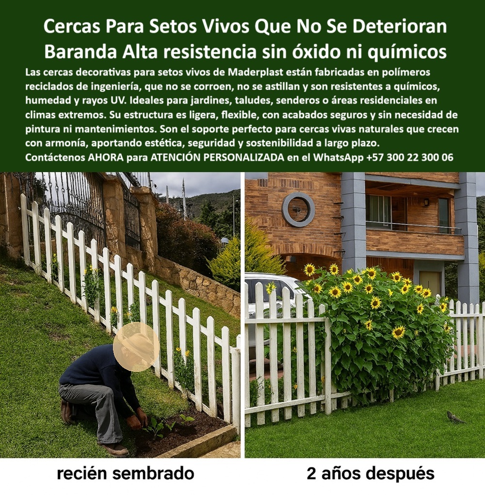 Cercas Decorativas Soporte Para Setos Vivos Duraderos Cercas Exteriores Maderplast 0 Cercas Blancas para Setos Vivos que No Se Deterioran: Estructuras Resistentes, Sin Óxido, Sin Químicos, Sin Mantenimiento, - En la primera imagen, un operario instala cuidadosamente plantas jóvenes frente a una cerca blanca nueva. En la segunda, dos años después, la transformación es total: los setos vivos han crecido frondosos, enmarcados por la misma estructura decorativa que permanece intacta, sin deformaciones, sin óxido, sin necesidad de pintura. Esta evolución natural y ordenada no solo habla de una jardinería bien pensada, sino también de la tecnología detrás de la cerca blanca decorativa de Maderplast, fabricada con polímero reciclado de alta ingeniería, ideal para jardines, taludes, senderos o exteriores residenciales en climas exigentes, - ¿Qué cerca usar para sembrar setos vivos sin preocuparse por el deterioro? Sin duda, una que ofrezca estructura plástica flexible con resistencia industrial, capaz de soportar humedad, químicos agresivos, rayos UV y vegetación en crecimiento constante. Las cercas blancas decorativas para setos vivos de Maderplast son diseñadas como soporte resistente para cercas con vegetación natural, sin necesidad de refuerzos ni mantenimiento. No se astillan, no se oxidan, no se pudren. Son una solución estética, segura y sostenible para el paisajismo duradero, - ¿Qué cerca decorativa aguanta lluvia, sol, hongos y químicos sin perder su forma ni color? Maderplast tiene la respuesta con sus estructuras plásticas para setos duraderos, desarrolladas como barreras sostenibles para el paisajismo urbano. Su diseño clásico blanco armoniza con cualquier tipo de jardín, terraza o borde exterior. Al estar hechas de plástico técnico de ingeniería, tienen alta resistencia a impactos, humedad, deformación y salinidad, lo que las hace perfectas para delimitar zonas verdes en proyectos ecológicos residenciales, educativos o turísticos, - Estas cercas sin óxido para exteriores residenciales funcionan como cerramientos exteriores sin necesidad de pintura. Son instaladas una sola vez, y luego simplemente se convierten en parte del jardín, acompañando el crecimiento natural de la vegetación sin interferir. ¿Cuál es la cerca más segura para delimitar plantas que crecen mucho? Una que sea ligera pero resistente, con estructura de polímero para clima extremo y diseño flexible que se adapta incluso a terrenos inclinados, como se ve claramente en la foto, - ¿Dónde conseguir una cerca decorativa que dure más de 5 años sin retoques? Maderplast ha probado en campo que sus cercas ecológicas de alta ingeniería permanecen inalterables tras años de uso. Las imágenes hablan por sí solas: las plantas crecen, el entorno cambia, pero la estructura se mantiene. Las vallas blancas de jardín sin mantenimiento no solo aportan belleza, sino que son estructuras ornamentales para setos naturales con alta resistencia mecánica, química y ambiental, - ¿Es posible encontrar cercas blancas estéticas que no se oxiden jamás? Sí. Está baranda exterior resistente a químicos, libre de óxidos y astillas, ha sido diseñada específicamente para zonas húmedas, soleadas, salinas y altamente expuestas. No se cuartea, no requiere barniz ni pintura, y permite que los setos vivos crezcan con armonía, delimitando jardines de forma natural, controlada y visualmente impactante, - ¿Cerca para jardines con clima extremo? Aquí la tienes. Esta es una estructura para crecimiento de setos vivos, ideal para quienes buscan funcionalidad, estética y compromiso ecológico. ¿Qué cerca usar en proyectos residenciales sostenibles? Una que sea estructura liviana plástica anticorrosiva, libre de químicos y que respalde los principios de la arquitectura paisajística verde, - Maderplast desarrolla sus productos con enfoque en durabilidad y respeto ambiental. Cada estructura para jardín resistente al clima es un paso hacia la jardinería sostenible. Este modelo no requiere refuerzos, ni mantenimientos costosos: simplemente funciona. Funciona hoy, mañana y dentro de muchos años, - Si estás pensando en cercas que realmente aporten valor estético y ecológico a tu proyecto, este es el camino correcto, - Contáctanos ahora para una ATENCIÓN PERSONALIZADA en el WhatsApp +57 300 22 300 06 y deja que un especialista Maderplast te ayude a construir espacios verdes seguros, bellos y duraderos. Cercas para cercas vivas resistentes químicos agresivos, - Estructuras flexibles acabados finos y muy seguros, - Estructuras para setos vivos PP Cercas Decorativas Soporte Para Setos Vivos Duraderos Cercas Exteriores Maderplast 0 Cercas para cercas vivas resistentes químicos agresivos Estructuras flexibles acabados finos y muy seguros Estructuras para setos vivos PP 0 Cercas Blancas para Setos Vivos que No Se Deterioran: Estructuras Resistentes, Sin Óxido, Sin Químicos, Sin Mantenimiento, - En la primera imagen, un operario instala cuidadosamente plantas jóvenes frente a una cerca blanca nueva. En la segunda, dos años después, la transformación es total: los setos vivos han crecido frondosos, enmarcados por la misma estructura decorativa que permanece intacta, sin deformaciones, sin óxido, sin necesidad de pintura. Esta evolución natural y ordenada no solo habla de una jardinería bien pensada, sino también de la tecnología detrás de la cerca blanca decorativa de Maderplast, fabricada con polímero reciclado de alta ingeniería, ideal para jardines, taludes, senderos o exteriores residenciales en climas exigentes, - ¿Qué cerca usar para sembrar setos vivos sin preocuparse por el deterioro? Sin duda, una que ofrezca estructura plástica flexible con resistencia industrial, capaz de soportar humedad, químicos agresivos, rayos UV y vegetación en crecimiento constante. Las cercas blancas decorativas para setos vivos de Maderplast son diseñadas como soporte resistente para cercas con vegetación natural, sin necesidad de refuerzos ni mantenimiento. No se astillan, no se oxidan, no se pudren. Son una solución estética, segura y sostenible para el paisajismo duradero, - ¿Qué cerca decorativa aguanta lluvia, sol, hongos y químicos sin perder su forma ni color? Maderplast tiene la respuesta con sus estructuras plásticas para setos duraderos, desarrolladas como barreras sostenibles para el paisajismo urbano. Su diseño clásico blanco armoniza con cualquier tipo de jardín, terraza o borde exterior. Al estar hechas de plástico técnico de ingeniería, tienen alta resistencia a impactos, humedad, deformación y salinidad, lo que las hace perfectas para delimitar zonas verdes en proyectos ecológicos residenciales, educativos o turísticos, - Estas cercas sin óxido para exteriores residenciales funcionan como cerramientos exteriores sin necesidad de pintura. Son instaladas una sola vez, y luego simplemente se convierten en parte del jardín, acompañando el crecimiento natural de la vegetación sin interferir. ¿Cuál es la cerca más segura para delimitar plantas que crecen mucho? Una que sea ligera pero resistente, con estructura de polímero para clima extremo y diseño flexible que se adapta incluso a terrenos inclinados, como se ve claramente en la foto, - ¿Dónde conseguir una cerca decorativa que dure más de 5 años sin retoques? Maderplast ha probado en campo que sus cercas ecológicas de alta ingeniería permanecen inalterables tras años de uso. Las imágenes hablan por sí solas: las plantas crecen, el entorno cambia, pero la estructura se mantiene. Las vallas blancas de jardín sin mantenimiento no solo aportan belleza, sino que son estructuras ornamentales para setos naturales con alta resistencia mecánica, química y ambiental, - ¿Es posible encontrar cercas blancas estéticas que no se oxiden jamás? Sí. Está baranda exterior resistente a químicos, libre de óxidos y astillas, ha sido diseñada específicamente para zonas húmedas, soleadas, salinas y altamente expuestas. No se cuartea, no requiere barniz ni pintura, y permite que los setos vivos crezcan con armonía, delimitando jardines de forma natural, controlada y visualmente impactante, - ¿Cerca para jardines con clima extremo? Aquí la tienes. Esta es una estructura para crecimiento de setos vivos, ideal para quienes buscan funcionalidad, estética y compromiso ecológico. ¿Qué cerca usar en proyectos residenciales sostenibles? Una que sea estructura liviana plástica anticorrosiva, libre de químicos y que respalde los principios de la arquitectura paisajística verde, - Maderplast desarrolla sus productos con enfoque en durabilidad y respeto ambiental. Cada estructura para jardín resistente al clima es un paso hacia la jardinería sostenible. Este modelo no requiere refuerzos, ni mantenimientos costosos: simplemente funciona. Funciona hoy, mañana y dentro de muchos años, - Si estás pensando en cercas que realmente aporten valor estético y ecológico a tu proyecto, este es el camino correcto, - Contáctanos ahora para una ATENCIÓN PERSONALIZADA en el WhatsApp +57 300 22 300 06 y deja que un especialista Maderplast te ayude a construir espacios verdes seguros, bellos y duraderos. Cercas Decorativas Soporte Para Setos Vivos Duraderos Cercas Exteriores Maderplast 0 Cercas para cercas vivas resistentes químicos agresivos, - Estructuras flexibles acabados finos y muy seguros, - Estructuras para setos vivos PP