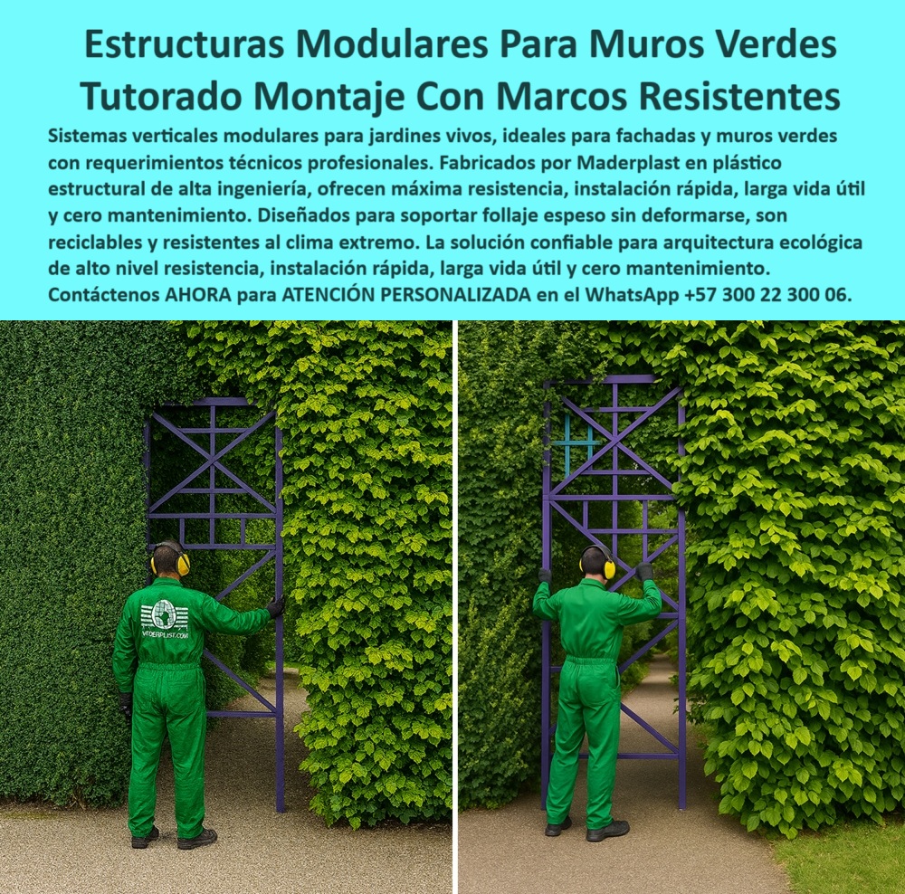 Estructuras Jardines Verticales Muros laminas Impermeables estructurales Maderplast En el corazón del paisajismo vertical moderno, la imagen muestra claramente el antes y después de una estructura modular para muros verdes en plena instalación. Se trata de una solución avanzada diseñada para proyectos de jardines verticales en exteriores exigentes, donde la resistencia, durabilidad y estética no son opcionales, sino esenciales. Lo que vemos no es solo un marco de soporte, sino una estructura reciclable para muro vivo con capacidad técnica para sostener follaje espeso de crecimiento agresivo sin deformarse ni perder estabilidad con el paso del tiempo, - Este soporte resistente para jardines verticales está fabricado en polímero de ingeniería de alta tecnología, un componente estructural plástico resistente que no se oxida, no requiere pintura, y es completamente inmune a las inclemencias del clima. Su diseño permite una fácil instalación para el paisajismo vertical, sin necesidad de obra civil pesada ni anclajes invasivos. Al ser un sistema modular sin mantenimiento, resulta ideal para fachadas verdes, centros urbanos, edificios institucionales o cualquier proyecto de arquitectura ecológica que requiera resultados rápidos, estables y estéticamente impecables, - El tutorado vertical para plantas trepadoras está optimizado para recibir vegetación densa sin comprometer la estructura. Gracias a su estructura impermeable para jardines verticales, no transfiere humedad a los muros, evita filtraciones y contribuye al aislamiento térmico del inmueble. Este marco ecológico para fachadas verdes no solo mejora el entorno natural, sino que eleva el valor visual y funcional de cualquier fachada, - En la imagen, el operario instala con facilidad el sistema modular de Maderplast, lo cual evidencia la agilidad del proceso. Este jardín vertical con montaje profesional permite una fijación segura en minutos, y su resistencia estructural es tal que soporta desde enredaderas ligeras hasta especies vegetales pesadas. Al tratarse de un marco plástico para paisajismo urbano, elimina por completo el riesgo de corrosión, grietas o desajustes, incluso en ambientes con alta humedad o exposición constante al sol, - La propuesta de Maderplast con estas estructuras modulares para jardines verticales va mucho más allá del soporte técnico. Se trata de una solución estructural para muros vivos que transforma paredes inertes en ecosistemas autosustentables y visualmente impactantes. Los paneles estructurales para vegetación natural están pensados para arquitectos, ingenieros, paisajistas y desarrolladores urbanos que buscan soluciones verdes para fachadas ecológicas sin sacrificar la resistencia ni la estética, - Este sistema, compuesto por módulos plásticos de larga duración, resiste el paso del tiempo, el salitre, la humedad, los rayos UV y el contacto constante con el follaje húmedo. Es un soporte estructural reciclable y duradero, compatible con proyectos LED, bioclimáticos o simplemente con espacios urbanos que requieren belleza con sentido práctico, - Con las estructuras resistentes sin óxido de Maderplast, el paisajismo vertical adquiere una nueva dimensión. No es solo diseño; es rendimiento, longevidad y facilidad de implementación. Cada marco verde resistente al clima es un paso más hacia ciudades más limpias, frescas y sostenibles, - Si tu proyecto necesita una base sólida, ecológica y de bajo mantenimiento para un muro verde duradero, esta es la elección técnica más inteligente. Maderplast lo hace posible. Nuestra experiencia en diseño modular para arquitectura ecológica convierte cualquier pared en un pulmón vertical con mínima intervención y máxima permanencia, - Para cotizar, asesorarte o integrar este sistema en tu obra, comunícate con nuestro equipo. Asesoría Especializada Con Un Especialista De Maderplast. Atención Personalizada Inmediata En Este WhatsApp: +57 300 22 300 06, - Maderplast – Estructuras Modulares Profesionales para Jardines Verticales que Viven, Respiran y Resisten. 0 Sistemas modulares verticales instalación fácil, larga vida útil, - Componentes estructurales plásticos resistentes Marcos para follaje verde 0 Estructuras Jardines Verticales Muros laminas Impermeables estructurales Maderplast 0 Sistemas modulares verticales instalación fácil larga vida útil Componentes estructurales plásticos resistentes Marcos para follaje verde 0 En el corazón del paisajismo vertical moderno, la imagen muestra claramente el antes y después de una estructura modular para muros verdes en plena instalación. Se trata de una solución avanzada diseñada para proyectos de jardines verticales en exteriores exigentes, donde la resistencia, durabilidad y estética no son opcionales, sino esenciales. Lo que vemos no es solo un marco de soporte, sino una estructura reciclable para muro vivo con capacidad técnica para sostener follaje espeso de crecimiento agresivo sin deformarse ni perder estabilidad con el paso del tiempo, - Este soporte resistente para jardines verticales está fabricado en polímero de ingeniería de alta tecnología, un componente estructural plástico resistente que no se oxida, no requiere pintura, y es completamente inmune a las inclemencias del clima. Su diseño permite una fácil instalación para el paisajismo vertical, sin necesidad de obra civil pesada ni anclajes invasivos. Al ser un sistema modular sin mantenimiento, resulta ideal para fachadas verdes, centros urbanos, edificios institucionales o cualquier proyecto de arquitectura ecológica que requiera resultados rápidos, estables y estéticamente impecables, - El tutorado vertical para plantas trepadoras está optimizado para recibir vegetación densa sin comprometer la estructura. Gracias a su estructura impermeable para jardines verticales, no transfiere humedad a los muros, evita filtraciones y contribuye al aislamiento térmico del inmueble. Este marco ecológico para fachadas verdes no solo mejora el entorno natural, sino que eleva el valor visual y funcional de cualquier fachada, - En la imagen, el operario instala con facilidad el sistema modular de Maderplast, lo cual evidencia la agilidad del proceso. Este jardín vertical con montaje profesional permite una fijación segura en minutos, y su resistencia estructural es tal que soporta desde enredaderas ligeras hasta especies vegetales pesadas. Al tratarse de un marco plástico para paisajismo urbano, elimina por completo el riesgo de corrosión, grietas o desajustes, incluso en ambientes con alta humedad o exposición constante al sol, - La propuesta de Maderplast con estas estructuras modulares para jardines verticales va mucho más allá del soporte técnico. Se trata de una solución estructural para muros vivos que transforma paredes inertes en ecosistemas autosustentables y visualmente impactantes. Los paneles estructurales para vegetación natural están pensados para arquitectos, ingenieros, paisajistas y desarrolladores urbanos que buscan soluciones verdes para fachadas ecológicas sin sacrificar la resistencia ni la estética, - Este sistema, compuesto por módulos plásticos de larga duración, resiste el paso del tiempo, el salitre, la humedad, los rayos UV y el contacto constante con el follaje húmedo. Es un soporte estructural reciclable y duradero, compatible con proyectos LED, bioclimáticos o simplemente con espacios urbanos que requieren belleza con sentido práctico, - Con las estructuras resistentes sin óxido de Maderplast, el paisajismo vertical adquiere una nueva dimensión. No es solo diseño; es rendimiento, longevidad y facilidad de implementación. Cada marco verde resistente al clima es un paso más hacia ciudades más limpias, frescas y sostenibles, - Si tu proyecto necesita una base sólida, ecológica y de bajo mantenimiento para un muro verde duradero, esta es la elección técnica más inteligente. Maderplast lo hace posible. Nuestra experiencia en diseño modular para arquitectura ecológica convierte cualquier pared en un pulmón vertical con mínima intervención y máxima permanencia, - Para cotizar, asesorarte o integrar este sistema en tu obra, comunícate con nuestro equipo. Asesoría Especializada Con Un Especialista De Maderplast. Atención Personalizada Inmediata En Este WhatsApp: +57 300 22 300 06, - Maderplast – Estructuras Modulares Profesionales para Jardines Verticales que Viven, Respiran y Resisten. Estructuras Jardines Verticales Muros laminas Impermeables estructurales Maderplast 0 Sistemas modulares verticales instalación fácil, larga vida útil, - Componentes estructurales plásticos resistentes Marcos para follaje verde 0