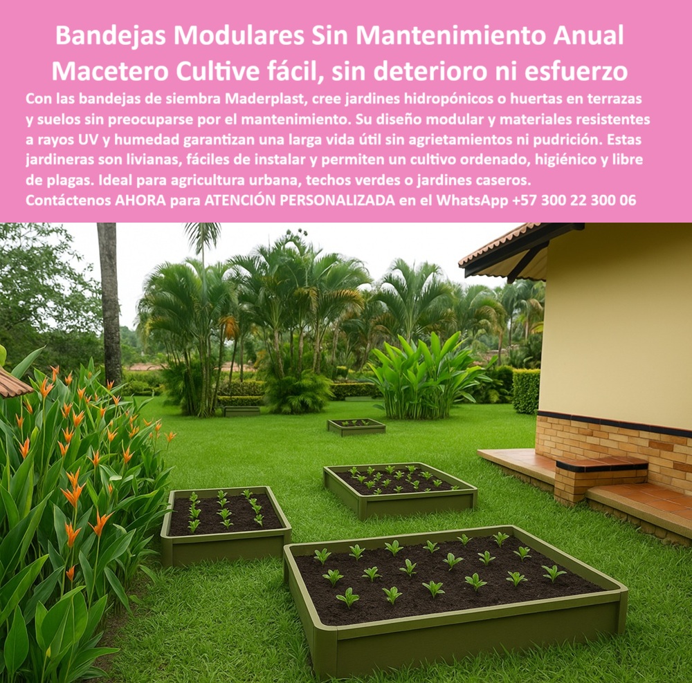 Jardines Hidropónicos Controlados Bandejas Siembra Terrazas Macetas Maderplast Bandejas Modulares para Jardines Hidropónicos y Terrazas Verdes Sin Mantenimiento, - Bandejas ecológicas para huertos sin madera, instaladas directamente sobre césped tropical, rodeadas de palmas y flores anaranjadas. Así se presenta este sistema de cultivo urbano de Maderplast, una solución técnica que revoluciona la jardinería doméstica con estructuras plásticas para siembra duradera que no se pudren, no se agrietan, no se astillan y no requieren mantenimiento anual. Estas bandejas modulares para jardines hidropónicos caseros están diseñadas para soportar rayos UV, humedad, hongos, plagas y climas extremos, siendo la alternativa perfecta para huertos caseros, terrazas verdes, techos productivos o patios de instituciones educativas, - ¿Dónde puedo comprar bandejas para huerta sin mantenimiento? La respuesta es técnica y sencilla: en Maderplast. Estas bandejas-para-siembra-urbana están fabricadas en plástico reciclable de alta resistencia, son livianas, fáciles de instalar y permiten un cultivo limpio, estético y ordenado. A diferencia de la madera o el concreto, no generan hongos, no se deterioran y no requieren pintura, lo que las hace ideales para jardinería ordenada sin obra civil ni concreto, - ¿Qué jardineras sirven para cultivos en terraza sin pudrirse? Las camas de cultivo doméstico sin mantenimiento de Maderplast son la solución definitiva. Su diseño modular permite una instalación rápida y su forma geométrica armoniza con cualquier entorno, como se observa en esta estructura cuadrada con cultivo ordenado, resistente y sin pintura en espacio abierto, - ¿Qué puedo usar para sembrar vegetales sin madera? Este sistema de maceteros bajos para huertas ecológicas caseras es ideal para espacios reducidos. Las bandejas técnicas para techos y patios de Maderplast se adaptan a cualquier ambiente y permiten una siembra limpia, libre de productos químicos, sin filtraciones, sin podredumbre y sin mantenimiento, - ¿Cómo sembrar sin tierra contaminada? Estas estructuras verdes para techo, impermeables y resistentes, ofrecen una solución higiénica y sostenible, perfecta para jardinería vertical sin mantenimiento para proyectos premium. Con ellas, puedes desarrollar huertos verticales sin madera ni agrietamientos, ideal para espacios modernos, tropicales o institucionales, - ¿Cuáles son las mejores macetas para agricultura urbana? Las que ofrecen resistencia, estética, higiene y facilidad de instalación. Estas bandejas modulares para jardines hidropónicos caseros permiten cultivar desde hortalizas hasta plantas ornamentales sin alterar el suelo, y con la certeza de una estructura duradera que no se deteriora ni se deforma, - ¿Hay soluciones de siembra para patios sin agrietamientos? Sí, con jardineras modulares para techos verdes sostenibles, como las que aparecen en esta imagen: perfectamente alineadas, con plántulas creciendo de forma homogénea en maceteros verdes bajos modulares dispuestos en patrón geométrico en zona verde residencial, - ¿Qué opción tengo para huertas ecológicas en casa? Este sistema modular para cultivo vegetal en jardín permite ampliar fácilmente la producción sin obras ni estructuras pesadas. Al estar fabricado en polímero técnico, cada módulo está diseñado para una vida útil prolongada sin agrietarse, sin oxidarse y sin deterioro visual, - ¿Maceteros ecológicos para jardín hidropónico casero? Esta es la respuesta: bandejas técnicas que garantizan orden y salud vegetal, optimizando el espacio y manteniendo un ambiente limpio y armonioso, ideal para cultivo vegetal en jardines residenciales, - Este sistema es perfecto también para proyectos educativos, porque promueve la conciencia ecológica, y para viviendas urbanas donde se busca cultivo urbano sin mantenimiento, sin comprometer el diseño. Por eso, cuando se busca un sistema de cultivo hidropónico sin químicos ni óxido, estas bandejas para agricultura urbana sin deterioro son la elección más lógica, técnica y sostenible, - 👉 ¿Dónde venden camas de cultivo libre de mantenimiento? Con Maderplast, obtienes soluciones inteligentes con respaldo técnico y garantía real, - Contáctanos hoy mismo para recibir asesoría especializada con un experto Maderplast, en este WhatsApp: +57 300 22 300 06. 0 Jardineras para terrazas sin mantenimiento anual, - Jardines-Hidropónicos-Modulares, - Bandejas para techos verdes ligeras, resistentes UV, Jardines Jardines Hidropónicos Controlados Bandejas Siembra Terrazas Macetas Maderplast 0 Jardineras para terrazas sin mantenimiento anual Jardines Hidropónicos Modulares Bandejas para techos verdes ligeras resistentes UV Jardines 0 Bandejas Modulares para Jardines Hidropónicos y Terrazas Verdes Sin Mantenimiento, - Bandejas ecológicas para huertos sin madera, instaladas directamente sobre césped tropical, rodeadas de palmas y flores anaranjadas. Así se presenta este sistema de cultivo urbano de Maderplast, una solución técnica que revoluciona la jardinería doméstica con estructuras plásticas para siembra duradera que no se pudren, no se agrietan, no se astillan y no requieren mantenimiento anual. Estas bandejas modulares para jardines hidropónicos caseros están diseñadas para soportar rayos UV, humedad, hongos, plagas y climas extremos, siendo la alternativa perfecta para huertos caseros, terrazas verdes, techos productivos o patios de instituciones educativas, - ¿Dónde puedo comprar bandejas para huerta sin mantenimiento? La respuesta es técnica y sencilla: en Maderplast. Estas bandejas-para-siembra-urbana están fabricadas en plástico reciclable de alta resistencia, son livianas, fáciles de instalar y permiten un cultivo limpio, estético y ordenado. A diferencia de la madera o el concreto, no generan hongos, no se deterioran y no requieren pintura, lo que las hace ideales para jardinería ordenada sin obra civil ni concreto, - ¿Qué jardineras sirven para cultivos en terraza sin pudrirse? Las camas de cultivo doméstico sin mantenimiento de Maderplast son la solución definitiva. Su diseño modular permite una instalación rápida y su forma geométrica armoniza con cualquier entorno, como se observa en esta estructura cuadrada con cultivo ordenado, resistente y sin pintura en espacio abierto, - ¿Qué puedo usar para sembrar vegetales sin madera? Este sistema de maceteros bajos para huertas ecológicas caseras es ideal para espacios reducidos. Las bandejas técnicas para techos y patios de Maderplast se adaptan a cualquier ambiente y permiten una siembra limpia, libre de productos químicos, sin filtraciones, sin podredumbre y sin mantenimiento, - ¿Cómo sembrar sin tierra contaminada? Estas estructuras verdes para techo, impermeables y resistentes, ofrecen una solución higiénica y sostenible, perfecta para jardinería vertical sin mantenimiento para proyectos premium. Con ellas, puedes desarrollar huertos verticales sin madera ni agrietamientos, ideal para espacios modernos, tropicales o institucionales, - ¿Cuáles son las mejores macetas para agricultura urbana? Las que ofrecen resistencia, estética, higiene y facilidad de instalación. Estas bandejas modulares para jardines hidropónicos caseros permiten cultivar desde hortalizas hasta plantas ornamentales sin alterar el suelo, y con la certeza de una estructura duradera que no se deteriora ni se deforma, - ¿Hay soluciones de siembra para patios sin agrietamientos? Sí, con jardineras modulares para techos verdes sostenibles, como las que aparecen en esta imagen: perfectamente alineadas, con plántulas creciendo de forma homogénea en maceteros verdes bajos modulares dispuestos en patrón geométrico en zona verde residencial, - ¿Qué opción tengo para huertas ecológicas en casa? Este sistema modular para cultivo vegetal en jardín permite ampliar fácilmente la producción sin obras ni estructuras pesadas. Al estar fabricado en polímero técnico, cada módulo está diseñado para una vida útil prolongada sin agrietarse, sin oxidarse y sin deterioro visual, - ¿Maceteros ecológicos para jardín hidropónico casero? Esta es la respuesta: bandejas técnicas que garantizan orden y salud vegetal, optimizando el espacio y manteniendo un ambiente limpio y armonioso, ideal para cultivo vegetal en jardines residenciales, - Este sistema es perfecto también para proyectos educativos, porque promueve la conciencia ecológica, y para viviendas urbanas donde se busca cultivo urbano sin mantenimiento, sin comprometer el diseño. Por eso, cuando se busca un sistema de cultivo hidropónico sin químicos ni óxido, estas bandejas para agricultura urbana sin deterioro son la elección más lógica, técnica y sostenible, - 👉 ¿Dónde venden camas de cultivo libre de mantenimiento? Con Maderplast, obtienes soluciones inteligentes con respaldo técnico y garantía real, - Contáctanos hoy mismo para recibir asesoría especializada con un experto Maderplast, en este WhatsApp: +57 300 22 300 06. Jardines Hidropónicos Controlados Bandejas Siembra Terrazas Macetas Maderplast 0 Jardineras para terrazas sin mantenimiento anual, - Jardines-Hidropónicos-Modulares, - Bandejas para techos verdes ligeras, resistentes UV, Jardines