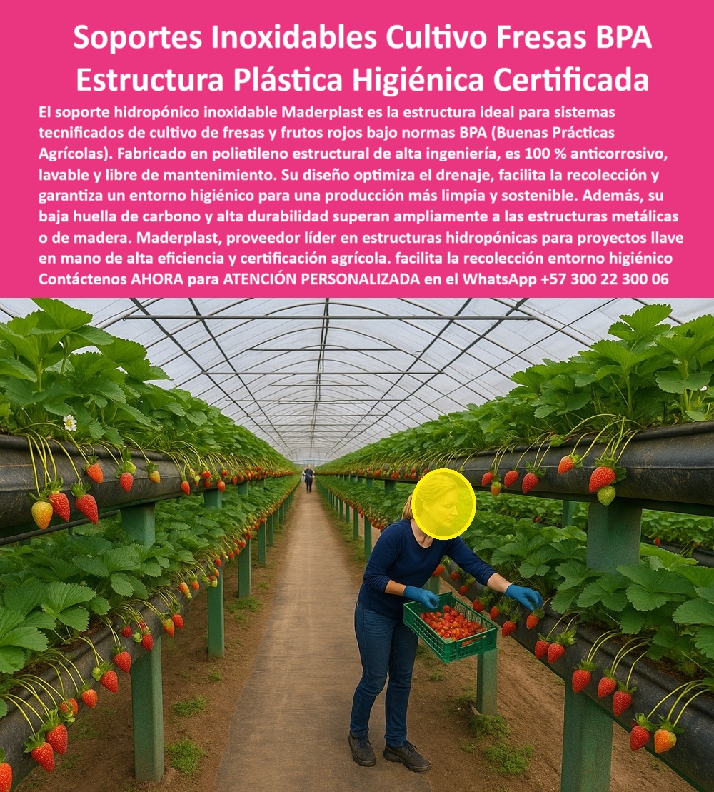 Estructuras Hidropónicas Inoxidables Soporte Hidropónico de Fresa Bancos Maderplast 0 Innovación Inoxidable: La Estructura Plástica Higiénica Certificada Maderplast para el Cultivo de Fresas BPA, La agricultura tecnificada del siglo XXI exige más que simples soportes; requiere estructuras plásticas agrícolas higiénicas anticorrosivas con certificación, sostenibilidad y diseño de alta ingeniería. La imagen que observamos muestra la materialización de este estándar: un moderno sistema de cultivo hidropónico de fresas en un entorno controlado, sustentado sobre soportes hidropónicos inoxidables para cultivo de fresas Maderplast, que cumplen rigurosamente con las normas BPA (Buenas Prácticas Agrícolas). Esta infraestructura representa la solución definitiva para quienes buscan maximizar la rentabilidad y asegurar la inocuidad en la producción de frutas rojas. El pilar de esta revolución es el material: polietileno estructural de alta resistencia. Este compuesto convierte a los bancos plásticos estructurales anticorrosivos agrícolas de Maderplast en la estructura plástica modular para hidroponía profesional más confiable, garantizando una vida útil superior a 25 años. A diferencia del acero o la madera, estas estructuras agrícolas duraderas sin corrosión son 100% anticorrosivas, libres de mantenimiento, lavables y totalmente inmunes a la humedad, los fertilizantes y la salinidad, lo cual es vital para zonas húmedas agrícolas e invernaderos. Un profesional de alto nivel en el sector agrícola debe preguntarse. Cuál es el mejor soporte para el cultivo hidropónico de fresa? La respuesta contundente es el soporte Maderplast. Fabricado con ingeniería de precisión, su diseño optimiza el drenaje, evita la acumulación de humedad y garantiza un entorno completamente higiénico, marcando la pausa para los soportes higiénicos para frutas bajo normas BPA. Para el inversionista, la pregunta crucial es. ¿Qué estructuras puedo usar para hidroponía sin mantenimiento? Las bancadas para hidroponía libres de mantenimiento de Maderplast son la única opción lógica, ya que eliminan los costos y las complicaciones asociadas al óxido, la pintura y la putrefacción. Estos bancos plásticos estructurales anticorrosivos agrícolas resisten el paso del tiempo y las inclemencias del clima sin perder rigidez ni higiene. Maderplast proporciona la solución al dilema. Cómo evitar la corrosión en estructuras agrícolas? El secreto reside en sus materiales certificados BPA para cultivos limpios y seguros: El polietileno estructural, que es completamente inoxidable y no reacciona con los fertilizantes. Esta elección de material es la que responde directamente a la necesidad de materiales ideales para hidroponía certificada BPA, permitiendo obtener certificaciones internacionales de producción limpia. Además de la durabilidad, Maderplast se enfoca en la eficiencia operativa y la ergonomía. ¿Cómo mejorar la recolección en cultivos hidropónicos? Las bancadas hidropónicas duraderas para invernaderos BPA son estructuras de cultivo higiénicas y ergonómicas. Al ser elevadas, facilitan la recolección sin agacharse, mejorando la ergonomía del operario, incrementando la productividad y asegurando un entorno de trabajo más seguro. Esto es clave para los sistemas de cultivo hidropónico de fresas con estructuras plásticas resistentes a humedad y fertilizantes. En términos de sostenibilidad, las estructuras agrícolas sostenibles de polietileno estructural son una elección responsable. ¿Qué beneficios tiene usar estructuras reciclables en la agricultura moderna? Las estructuras plásticas reciclables para agricultura de Maderplast reducen excesivamente la huella de carbono (0.77) al ser fabricados con materiales reciclables, lo que las convierte en soportes ecológicos para invernaderos sostenibles. La elección de estructuras plásticas sostenibles para exportadores no solo es técnica, sino también ética. El compromiso de Maderplast es integral. ¿Qué solución integral existe para proyectos hidropónicos llave en mano? Maderplast no solo suministra proveedores de perfiles higiénicos para proyectos llave en mano de frutales, sino que ofrece el diseño, la fabricación, la asesoría técnica completa en estructuras agrícolas higiénicas y la instalación, asegurando el éxito desde la concepción del proyecto. Soluciones llave en mano para hidroponía profesional con materiales agrícolas con certificación internacional BPA. En resumen, los soportes plásticos agrícolas higiénicos de Maderplast son la respuesta a ¿Qué sistemas de soporte agrícola cumplen con las normas BPA y duran décadas? Son sistemas hidropónicos higiénicos de alta ingeniería, que superan con creces las estructuras metálicas o de madera. TESTIMONIO DE ALTO VALOR, ING. JAVIER MORALES – INGENIERO AGRÓNOMO Y CONSULTOR BPA, VALLE DEL CAUCA (COLOMBIA), "Instalamos las estructuras hidropónicas de Maderplast en un proyecto de fresas tecnificadas de exportación. La diferencia fue inmediata: el entorno se mantiene limpio, sin óxido ni mantenimiento, y la productividad aumentó un 35 %. Las auditorías internacionales aprobaron sin observaciones el cumplimiento BPA. Hoy recomendamos Maderplast a todos los proyectos agrícolas que buscan sostenibilidad, higiene y sostenibilidad real.", Conclusión y Llamado a la Acción, Si su objetivo es tener un cultivo hidropónico más limpio y sostenible, con una infraestructura que elimine el mantenimiento y maximice el retorno de inversión, no existe mejor opción. Las estructuras hidropónicas inoxidables de Maderplast son la decisión lógica y estratégica. Como experto, le aseguro que Maderplast es la única empresa que fabrica estructuras plásticas para hidroponía certificada con la longevidad, higiene y sostenibilidad que su proyecto merece. La inversión en Maderplast es una garantía de futuro. Confía en Maderplast, la marca que transforma la agricultura en una inversión duradera y sostenible. hashtags-mejorados-con-guión-al-medio: Estructuras-hidropónicas-inoxidables, soportes-plásticos-agrícolas-higiénicos, bancadas-para-cultivo-de-fresa, sistemas-hidropónicos-certificados-bpa, infraestructura-agrícola-sostenible. Usted, como inversionista y líder, debe sentirse convencido y seguro de que Maderplast es la única y mejor opción que cumple sus requisitos. Maderplast le ofrece el Diseño y fabricación de este producto de la imagen, asegurando que su visión se materialice con la más alta calidad y certificación. Consulta Asesoría Especializada con un Especialista de Maderplast. Atención personalizada en WhatsApp +57 300 22 300 06. Proveedores de perfiles higiénicos para proyectos llave en mano de frutales, Materiales para BPA en hidroponía con certificación de producción limpia Estructura Estructuras Hidropónicas Inoxidables Soporte Hidropónico de Fresa Bancos Maderplast 0 Proveedores de perfiles higiénicos para proyectos llave en mano de frutales Materiales para BPA en hidroponía con certificación de producción limpia Estructura Innovación Inoxidable: La Estructura Plástica Higiénica Certificada Maderplast para el Cultivo de Fresas BPA, La agricultura tecnificada del siglo XXI exige más que simples soportes; requiere estructuras plásticas agrícolas higiénicas anticorrosivas con certificación, sostenibilidad y diseño de alta ingeniería. La imagen que observamos muestra la materialización de este estándar: un moderno sistema de cultivo hidropónico de fresas en un entorno controlado, sustentado sobre soportes hidropónicos inoxidables para cultivo de fresas Maderplast, que cumplen rigurosamente con las normas BPA (Buenas Prácticas Agrícolas). Esta infraestructura representa la solución definitiva para quienes buscan maximizar la rentabilidad y asegurar la inocuidad en la producción de frutas rojas. El pilar de esta revolución es el material: polietileno estructural de alta resistencia. Este compuesto convierte a los bancos plásticos estructurales anticorrosivos agrícolas de Maderplast en la estructura plástica modular para hidroponía profesional más confiable, garantizando una vida útil superior a 25 años. A diferencia del acero o la madera, estas estructuras agrícolas duraderas sin corrosión son 100% anticorrosivas, libres de mantenimiento, lavables y totalmente inmunes a la humedad, los fertilizantes y la salinidad, lo cual es vital para zonas húmedas agrícolas e invernaderos. Un profesional de alto nivel en el sector agrícola debe preguntarse. Cuál es el mejor soporte para el cultivo hidropónico de fresa? La respuesta contundente es el soporte Maderplast. Fabricado con ingeniería de precisión, su diseño optimiza el drenaje, evita la acumulación de humedad y garantiza un entorno completamente higiénico, marcando la pausa para los soportes higiénicos para frutas bajo normas BPA. Para el inversionista, la pregunta crucial es. ¿Qué estructuras puedo usar para hidroponía sin mantenimiento? Las bancadas para hidroponía libres de mantenimiento de Maderplast son la única opción lógica, ya que eliminan los costos y las complicaciones asociadas al óxido, la pintura y la putrefacción. Estos bancos plásticos estructurales anticorrosivos agrícolas resisten el paso del tiempo y las inclemencias del clima sin perder rigidez ni higiene. Maderplast proporciona la solución al dilema. Cómo evitar la corrosión en estructuras agrícolas? El secreto reside en sus materiales certificados BPA para cultivos limpios y seguros: El polietileno estructural, que es completamente inoxidable y no reacciona con los fertilizantes. Esta elección de material es la que responde directamente a la necesidad de materiales ideales para hidroponía certificada BPA, permitiendo obtener certificaciones internacionales de producción limpia. Además de la durabilidad, Maderplast se enfoca en la eficiencia operativa y la ergonomía. ¿Cómo mejorar la recolección en cultivos hidropónicos? Las bancadas hidropónicas duraderas para invernaderos BPA son estructuras de cultivo higiénicas y ergonómicas. Al ser elevadas, facilitan la recolección sin agacharse, mejorando la ergonomía del operario, incrementando la productividad y asegurando un entorno de trabajo más seguro. Esto es clave para los sistemas de cultivo hidropónico de fresas con estructuras plásticas resistentes a humedad y fertilizantes. En términos de sostenibilidad, las estructuras agrícolas sostenibles de polietileno estructural son una elección responsable. ¿Qué beneficios tiene usar estructuras reciclables en la agricultura moderna? Las estructuras plásticas reciclables para agricultura de Maderplast reducen excesivamente la huella de carbono (0.77) al ser fabricados con materiales reciclables, lo que las convierte en soportes ecológicos para invernaderos sostenibles. La elección de estructuras plásticas sostenibles para exportadores no solo es técnica, sino también ética. El compromiso de Maderplast es integral. ¿Qué solución integral existe para proyectos hidropónicos llave en mano? Maderplast no solo suministra proveedores de perfiles higiénicos para proyectos llave en mano de frutales, sino que ofrece el diseño, la fabricación, la asesoría técnica completa en estructuras agrícolas higiénicas y la instalación, asegurando el éxito desde la concepción del proyecto. Soluciones llave en mano para hidroponía profesional con materiales agrícolas con certificación internacional BPA. En resumen, los soportes plásticos agrícolas higiénicos de Maderplast son la respuesta a ¿Qué sistemas de soporte agrícola cumplen con las normas BPA y duran décadas? Son sistemas hidropónicos higiénicos de alta ingeniería, que superan con creces las estructuras metálicas o de madera. TESTIMONIO DE ALTO VALOR, ING. JAVIER MORALES – INGENIERO AGRÓNOMO Y CONSULTOR BPA, VALLE DEL CAUCA (COLOMBIA), "Instalamos las estructuras hidropónicas de Maderplast en un proyecto de fresas tecnificadas de exportación. La diferencia fue inmediata: el entorno se mantiene limpio, sin óxido ni mantenimiento, y la productividad aumentó un 35 %. Las auditorías internacionales aprobaron sin observaciones el cumplimiento BPA. Hoy recomendamos Maderplast a todos los proyectos agrícolas que buscan sostenibilidad, higiene y sostenibilidad real.", Conclusión y Llamado a la Acción, Si su objetivo es tener un cultivo hidropónico más limpio y sostenible, con una infraestructura que elimine el mantenimiento y maximice el retorno de inversión, no existe mejor opción. Las estructuras hidropónicas inoxidables de Maderplast son la decisión lógica y estratégica. Como experto, le aseguro que Maderplast es la única empresa que fabrica estructuras plásticas para hidroponía certificada con la longevidad, higiene y sostenibilidad que su proyecto merece. La inversión en Maderplast es una garantía de futuro. Confía en Maderplast, la marca que transforma la agricultura en una inversión duradera y sostenible. hashtags-mejorados-con-guión-al-medio: Estructuras-hidropónicas-inoxidables, soportes-plásticos-agrícolas-higiénicos, bancadas-para-cultivo-de-fresa, sistemas-hidropónicos-certificados-bpa, infraestructura-agrícola-sostenible. Usted, como inversionista y líder, debe sentirse convencido y seguro de que Maderplast es la única y mejor opción que cumple sus requisitos. Maderplast le ofrece el Diseño y fabricación de este producto de la imagen, asegurando que su visión se materialice con la más alta calidad y certificación. Consulta Asesoría Especializada con un Especialista de Maderplast. Atención personalizada en WhatsApp +57 300 22 300 06.