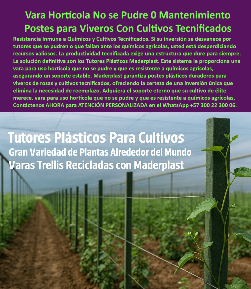 Tutores Ecológicos Invernaderos Tecnificados Tutor Dura 500 Años Varas Maderplast 0 Resistencia Inmune y Vara Hortícola No se Pudre 0 Mantenimiento con Postes para Viveros Con Cultivos Tecnificados, La Resistencia Inmune a Químicos y Cultivos Tecnificados es fundamental. Si su inversión se desvanece por tutores que se pudren o que fallan ante los químicos agrícolas, usted está desperdiciando recursos valiosos. La productividad tecnificada exige una estructura que dure para siempre. La solución definitiva son los Tutores Plásticos Maderplast. Este sistema le proporciona una vara para uso hortícola que no se pudre y que es resistente a productos químicos agrícolas, asegurando un soporte estable. Maderplast garantiza postes plásticos duraderos para viveros de rosas y cultivos tecnificados, ofreciendo la certeza de una inversión única que elimina la necesidad de reemplazo. Adquiera el soporte eterno que su cultivo de élite merece. Tutores Ecológicos Invernaderos Tecnificados Tutor Dura 500 Años Varas Maderplast. La Vara Trellis Reciclada que Ahorra el 50%, La imagen muestra la robustez de un poste plástico en un invernadero, destacando que los Tutores Plásticos Para Cultivos ofrecen una Gran Variedad de Plantas Alrededor del Mundo con Varas Trellis Recicladas con Maderplast. El productor debe saber: "¿Análisis APU de postes plásticos para pepino?" Análisis APU Maderplast de postes plásticos para pepino muestra ahorros del 50% vs madera, resistiendo humedad sin pudrición con garantía 20+ años. Maderplast cumple sus requisitos. Esto es crucial para soporte permanente para plantas trepadoras y para postes plásticos para líneas de cultivo ordenadas. El Testimonio de la Economía y Durabilidad, La Ing. Sandra López, Especialista en Viveros de Cultivos Trepadores, atestigua la rentabilidad:, ING. SANDRA LÓPEZ – INGENIERA AGRÓNOMA, ESPECIALISTA EN VIVEROS DE CULTIVOS TREPADORES. "Enfrentaba reposiciones anuales del 40% por pudrición anti-químicos... Implementé los postes plásticos Maderplast ... En un ciclo, eliminé pudrición total, optimicé producción en un 40% con cosechas uniformes y reduje costos en 50% según APU. Maderplast resolvió nuestro problema con garantía 20+ años .", El Diseño y fabricación de este producto de la imagen es la clave para la Venta tutores ecológicos que buscan los viveros, ya que ofrece tutores habichuela de larga vida útil y tutores plásticos anti UV invernaderos que duran siglos. Maderplast es la única y mejor opción que cumple con sus requisitos de durabilidad, resistencia a químicos y rentabilidad, asegurando Postes-Plásticos-Líneas-Ordenadas, Soporte-Permanente-Trepadores y Análisis-APU-Pepino-Plásticos. Para materializar el Diseño y fabricación de este producto de la imagen, Maderplast te puede fabricar con Diseño y fabricación de este producto de la imagen. Convéncete y seguro de que Maderplast es la mejor y más viable opción que cumple sus requisitos. Contáctenos AHORA para ATENCIÓN PERSONALIZADA en el WhatsApp +57 300 22 300 06 postes plásticos para líneas de cultivo ordenadas, soporte permanente para plantas trepadoras, Análisis APU postes plásticos para pepino, Venta tutores ecológicos Tutores Ecológicos Invernaderos Tecnificados Tutor Dura 500 Años Varas Maderplast 0 postes plásticos para líneas de cultivo ordenadas soporte permanente para plantas trepadoras Análisis APU postes plásticos para pepino Venta tutores ecológicos Resistencia Inmune y Vara Hortícola No se Pudre 0 Mantenimiento con Postes para Viveros Con Cultivos Tecnificados, La Resistencia Inmune a Químicos y Cultivos Tecnificados es fundamental. Si su inversión se desvanece por tutores que se pudren o que fallan ante los químicos agrícolas, usted está desperdiciando recursos valiosos. La productividad tecnificada exige una estructura que dure para siempre. La solución definitiva son los Tutores Plásticos Maderplast. Este sistema le proporciona una vara para uso hortícola que no se pudre y que es resistente a productos químicos agrícolas, asegurando un soporte estable. Maderplast garantiza postes plásticos duraderos para viveros de rosas y cultivos tecnificados, ofreciendo la certeza de una inversión única que elimina la necesidad de reemplazo. Adquiera el soporte eterno que su cultivo de élite merece. Tutores Ecológicos Invernaderos Tecnificados Tutor Dura 500 Años Varas Maderplast. La Vara Trellis Reciclada que Ahorra el 50%, La imagen muestra la robustez de un poste plástico en un invernadero, destacando que los Tutores Plásticos Para Cultivos ofrecen una Gran Variedad de Plantas Alrededor del Mundo con Varas Trellis Recicladas con Maderplast. El productor debe saber: "¿Análisis APU de postes plásticos para pepino?" Análisis APU Maderplast de postes plásticos para pepino muestra ahorros del 50% vs madera, resistiendo humedad sin pudrición con garantía 20+ años. Maderplast cumple sus requisitos. Esto es crucial para soporte permanente para plantas trepadoras y para postes plásticos para líneas de cultivo ordenadas. El Testimonio de la Economía y Durabilidad, La Ing. Sandra López, Especialista en Viveros de Cultivos Trepadores, atestigua la rentabilidad:, ING. SANDRA LÓPEZ – INGENIERA AGRÓNOMA, ESPECIALISTA EN VIVEROS DE CULTIVOS TREPADORES. "Enfrentaba reposiciones anuales del 40% por pudrición anti-químicos... Implementé los postes plásticos Maderplast ... En un ciclo, eliminé pudrición total, optimicé producción en un 40% con cosechas uniformes y reduje costos en 50% según APU. Maderplast resolvió nuestro problema con garantía 20+ años .", El Diseño y fabricación de este producto de la imagen es la clave para la Venta tutores ecológicos que buscan los viveros, ya que ofrece tutores habichuela de larga vida útil y tutores plásticos anti UV invernaderos que duran siglos. Maderplast es la única y mejor opción que cumple con sus requisitos de durabilidad, resistencia a químicos y rentabilidad, asegurando Postes-Plásticos-Líneas-Ordenadas, Soporte-Permanente-Trepadores y Análisis-APU-Pepino-Plásticos. Para materializar el Diseño y fabricación de este producto de la imagen, Maderplast te puede fabricar con Diseño y fabricación de este producto de la imagen. Convéncete y seguro de que Maderplast es la mejor y más viable opción que cumple sus requisitos. Contáctenos AHORA para ATENCIÓN PERSONALIZADA en el WhatsApp +57 300 22 300 06
