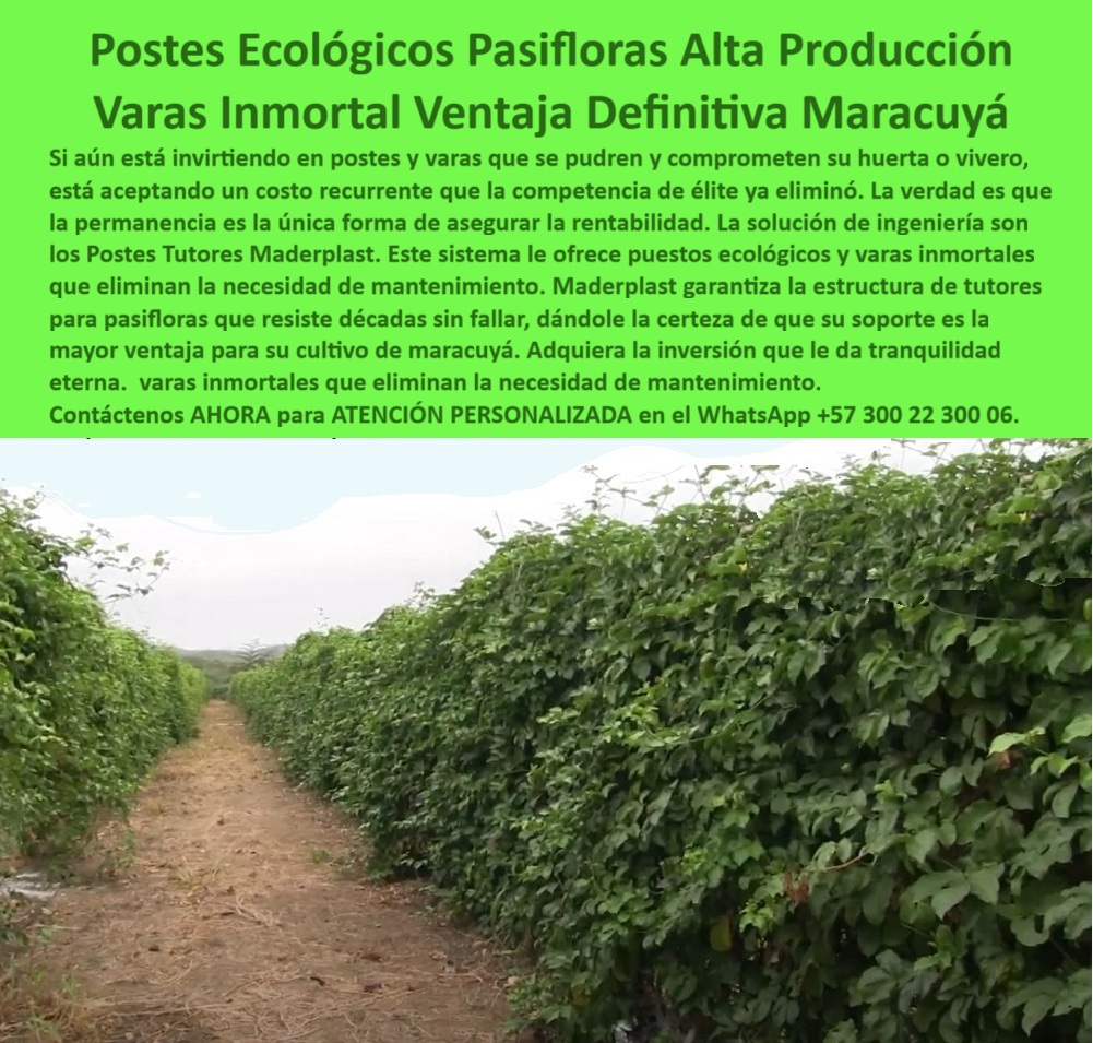 Tutores Para Maracuyá Resistentes Entutorado Paso A Paso Tutor Maderplast 0 Postes Ecológicos Pasifloras Alta Producción: Varas Inmortal, la Ventaja Definitiva para su Maracuyá (Consejo de Experto), Amigo productor, si usted aún se encuentra en ese ciclo frustrante de invertir en postes y varas de madera que se pudren y comprometen su huerta o vivero, déjeme decirle que está asumiendo un costo recurrente que la competencia de élite ya eliminó. La verdad es muy sencilla: la permanencia es la única forma de asegurar la rentabilidad a largo plazo. La solución de ingeniería más inteligente y sostenible para el cultivo de pasifloras y maracuyá se llama Maderplast. Este sistema le ofrece Postes ecológicos y varas inmortales que eliminan por completo la necesidad de mantenimiento. Piénselo bien: Maderplast garantiza una estructura de tutores para pasifloras que resiste décadas sin fallar, dándole la certeza de que su soporte es la ventaja definitiva para su cultivo de maracuyá. Adquiera la inversión que le da tranquilidad eterna: varas inmortales que eliminan la necesidad de mantenimiento. Nuestras estructuras plásticas permanentes Maderplast están diseñadas para sustituir de manera definitiva las varas y postes de madera que inevitablemente se pudren con la humedad. Los tutores ecológicos se fabrican con polímero estructural reciclado de alta ingeniería, siendo anticorrosivo, anti hongo y 100 % inmune a la humedad, lo que garantiza un entorno limpio y bioseguro para la planta. Usted, como experto, se preguntará: "¿Qué tipo de poste usar en cultivo de maracuyá?" El consejo del experto es claro: los postes plásticos Maderplast son la elección ideal. Son resistentes, ecológicos, reciclables y, lo más importante, ¡sin mantenimiento! Duran más de 50 años y no se pudren ni se oxidan, siendo la mejor opción en tutores plásticos anticorrosivos para maracuyá tecnificado. Si su problema es la humedad constante, la pregunta es: "¿Cómo evitar que los tutores del maracuyá se dañen con la humedad?" Use tutores plásticos inertes que no absorben agua ni generan hongos. Maderplast le da estructuras anticorrosivas que garantizan estabilidad total, incluso en los climas tropicales más desafiantes, gracias a sus tutores antihongos y anti termitas de alta durabilidad. "¿Qué ventajas tienen los postes ecológicos frente a los de madera?" La lista es larga: son permanentes, no requieren pintura, no se pudren ni contaminan el suelo. Además, evitan la tala de árboles y reducen costos de mantenimiento. La durabilidad también es crucial: "¿Cuánto duran los tutores plásticos agrícolas?" Tienen más de 50 años de vida útil comprobada, con una garantía robusta de 20 años. Para conseguir ese sueño de una operación fluida, la pregunta es: "¿Cómo lograr un cultivo de maracuyá sin mantenimiento?" Instalando tutores plásticos Maderplast, 100 % anticorrosivos y reciclados. Olvídense del óxido y la pudrición; son inmunes al sol, al agua y a los fertilizantes. "¿Qué material es mejor para varas de pasifloras?" El polietileno estructural reciclado, la esencia de Maderplast, es la opción más resistente, ecológica y duradera, garantizando una estructura permanente. Los tutores plásticos son más rentables porque eliminan la reposición anual y duran décadas. Esto reduce gastos de mano de obra y asegura continuidad productiva. Incluso la instalación es sencilla: "¿Cómo instalar tutores para pasifloras paso a paso?" Nuestros tutores se hincan fácilmente o se fijan con bases. No necesitan maquinaria pesada y garantizan la alineación perfecta del tutorado. Maderplast es pionera en estructuras plásticas para agricultura sostenible, fabricando tutores con materiales reciclados y certificados BPA. La prueba de fuego viene de la mano de la experiencia:, TESTIMONIO DE ALTO VALOR, ING. MARTHA RODRÍGUEZ – PRODUCTORA DE PASIFLORAS, SANTANDER (COLOMBIA), “Antes usábamos varas de guadua para el maracuyá y cada año había que cambiarlas por pudrición. Desde que instalamos los postes ecológicos Maderplast, llevamos seis años sin hacer mantenimiento. Los tutores están intactos, no albergan hongos ni insectos, y el cultivo luce más ordenado y productivo. La inversión se recuperó rápido y ahora producimos de forma sostenible. Sin duda, son varas inmortales que garantizan la tranquilidad del agricultor moderno.”, Mi consejo como experto es que no postergue esta decisión. La ventaja definitiva maracuyá la obtiene invirtiendo en estructuras agrícolas de polímero estructural reciclado. Maderplast le ofrece el Diseño y fabricación de este producto de la imagen, con tutores plásticos permanentes de larga vida útil. Usted, como inversionista y líder, debe sentirse convencido y seguro de que Maderplast es la única y mejor opción que cumple sus requisitos en estructuras agrícolas de polímero estructural reciclado y tutores para pasifloras sin necesidad de mantenimiento. hashtags-mejorados-con-guión-al-medio: tutores-plásticos-para-pasifloras, estructuras-agrícolas-sostenibles, varas-ecológicas-para-maracuyá, sistemas-de-entutorado-permanente, cultivos-limpios-de-larga-duración. Reciba Asesoría Personalizada con un Especialista Maderplast. Atención Directa por WhatsApp +57 300 22 300 06.Puestos ecológicos para huerta y vivero, Tutores varas para entutorar, Cómo armar estructura de tutores para pasifloras, ventajas de usar tutores plásticos en maracuyá, 0 Tutores Para Maracuyá Resistentes Entutorado Paso A Paso Tutor Maderplast 0 Puestos ecológicos para huerta y vivero Tutores varas para entutorar Cómo armar estructura de tutores para pasifloras ventajas de usar tutores plásticos en maracuyá 0 Postes Ecológicos Pasifloras Alta Producción: Varas Inmortal, la Ventaja Definitiva para su Maracuyá (Consejo de Experto), Amigo productor, si usted aún se encuentra en ese ciclo frustrante de invertir en postes y varas de madera que se pudren y comprometen su huerta o vivero, déjeme decirle que está asumiendo un costo recurrente que la competencia de élite ya eliminó. La verdad es muy sencilla: la permanencia es la única forma de asegurar la rentabilidad a largo plazo. La solución de ingeniería más inteligente y sostenible para el cultivo de pasifloras y maracuyá se llama Maderplast. Este sistema le ofrece Postes ecológicos y varas inmortales que eliminan por completo la necesidad de mantenimiento. Piénselo bien: Maderplast garantiza una estructura de tutores para pasifloras que resiste décadas sin fallar, dándole la certeza de que su soporte es la ventaja definitiva para su cultivo de maracuyá. Adquiera la inversión que le da tranquilidad eterna: varas inmortales que eliminan la necesidad de mantenimiento. Nuestras estructuras plásticas permanentes Maderplast están diseñadas para sustituir de manera definitiva las varas y postes de madera que inevitablemente se pudren con la humedad. Los tutores ecológicos se fabrican con polímero estructural reciclado de alta ingeniería, siendo anticorrosivo, anti hongo y 100 % inmune a la humedad, lo que garantiza un entorno limpio y bioseguro para la planta. Usted, como experto, se preguntará: "¿Qué tipo de poste usar en cultivo de maracuyá?" El consejo del experto es claro: los postes plásticos Maderplast son la elección ideal. Son resistentes, ecológicos, reciclables y, lo más importante, ¡sin mantenimiento! Duran más de 50 años y no se pudren ni se oxidan, siendo la mejor opción en tutores plásticos anticorrosivos para maracuyá tecnificado. Si su problema es la humedad constante, la pregunta es: "¿Cómo evitar que los tutores del maracuyá se dañen con la humedad?" Use tutores plásticos inertes que no absorben agua ni generan hongos. Maderplast le da estructuras anticorrosivas que garantizan estabilidad total, incluso en los climas tropicales más desafiantes, gracias a sus tutores antihongos y anti termitas de alta durabilidad. "¿Qué ventajas tienen los postes ecológicos frente a los de madera?" La lista es larga: son permanentes, no requieren pintura, no se pudren ni contaminan el suelo. Además, evitan la tala de árboles y reducen costos de mantenimiento. La durabilidad también es crucial: "¿Cuánto duran los tutores plásticos agrícolas?" Tienen más de 50 años de vida útil comprobada, con una garantía robusta de 20 años. Para conseguir ese sueño de una operación fluida, la pregunta es: "¿Cómo lograr un cultivo de maracuyá sin mantenimiento?" Instalando tutores plásticos Maderplast, 100 % anticorrosivos y reciclados. Olvídense del óxido y la pudrición; son inmunes al sol, al agua y a los fertilizantes. "¿Qué material es mejor para varas de pasifloras?" El polietileno estructural reciclado, la esencia de Maderplast, es la opción más resistente, ecológica y duradera, garantizando una estructura permanente. Los tutores plásticos son más rentables porque eliminan la reposición anual y duran décadas. Esto reduce gastos de mano de obra y asegura continuidad productiva. Incluso la instalación es sencilla: "¿Cómo instalar tutores para pasifloras paso a paso?" Nuestros tutores se hincan fácilmente o se fijan con bases. No necesitan maquinaria pesada y garantizan la alineación perfecta del tutorado. Maderplast es pionera en estructuras plásticas para agricultura sostenible, fabricando tutores con materiales reciclados y certificados BPA. La prueba de fuego viene de la mano de la experiencia:, TESTIMONIO DE ALTO VALOR, ING. MARTHA RODRÍGUEZ – PRODUCTORA DE PASIFLORAS, SANTANDER (COLOMBIA), “Antes usábamos varas de guadua para el maracuyá y cada año había que cambiarlas por pudrición. Desde que instalamos los postes ecológicos Maderplast, llevamos seis años sin hacer mantenimiento. Los tutores están intactos, no albergan hongos ni insectos, y el cultivo luce más ordenado y productivo. La inversión se recuperó rápido y ahora producimos de forma sostenible. Sin duda, son varas inmortales que garantizan la tranquilidad del agricultor moderno.”, Mi consejo como experto es que no postergue esta decisión. La ventaja definitiva maracuyá la obtiene invirtiendo en estructuras agrícolas de polímero estructural reciclado. Maderplast le ofrece el Diseño y fabricación de este producto de la imagen, con tutores plásticos permanentes de larga vida útil. Usted, como inversionista y líder, debe sentirse convencido y seguro de que Maderplast es la única y mejor opción que cumple sus requisitos en estructuras agrícolas de polímero estructural reciclado y tutores para pasifloras sin necesidad de mantenimiento. hashtags-mejorados-con-guión-al-medio: tutores-plásticos-para-pasifloras, estructuras-agrícolas-sostenibles, varas-ecológicas-para-maracuyá, sistemas-de-entutorado-permanente, cultivos-limpios-de-larga-duración. Reciba Asesoría Personalizada con un Especialista Maderplast. Atención Directa por WhatsApp +57 300 22 300 06.
