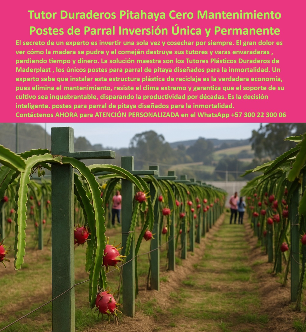 Tutores Pitahaya Duraderos Cómo Instalar Tutorados De Pitahayas Fuertes Maderplast 0 La Tutor Duraderos Pitahaya Cero Mantenimiento Postes de Parral Inversión Única y Permanente es la infraestructura que separa un cultivo temporal de una herencia productiva. El secreto de un experto es invertir una sola vez y cosechar por siempre. El gran dolor es ver cómo la madera se pudre y el comején destruye sus tutores y varas envaraderas, perdiendo tiempo y dinero. La solución maestra son los Tutores Plásticos Duraderos de Maderplast, los únicos postes para parral de pitaya diseñados para la inmortalidad. Un experto sabe que instalar esta estructura plástica de reciclaje es la verdadera economía, pues elimina el mantenimiento, resiste el clima extremo y garantiza que el soporte de su cultivo sea inquebrantable, disparando la productividad por décadas. Es una decisión inteligente, postes para parral de pitaya diseñados para la inmortalidad. Esta imagen captura la estabilidad y el orden proporcionado por el Tutor Duraderos Maderplast. Los robustos Postes de Parral guían el crecimiento de pitaya y soportan la carga masiva del fruto maduro. Estos postes para parral permanentes sin mantenimiento son la solución maestra contra el ataque del comején, garantizando Cero Mantenimiento por décadas. Fabricados con plástico reciclado de alto rendimiento y protección UV integral, ofrecen una inmunidad total al clima extremo, a la humedad y a los agroquímicos, siendo una Inversión Única y Permanente que Maderplast garantiza por más de 50 años de vida útil. Esta estructura plástica de reciclaje no solo dispara la productividad al eliminar fallas estructurales, sino que promueve una producción limpia y ecológica con baja huella de carbono. Elegir Maderplast es la decisión inteligente y técnica, asegurando que el soporte de su cultivo sea inquebrantable. ¿Cuál es el costo real de los postes de parral que eliminan el mantenimiento por más de 50 años? El costo de los Postes de Parral Maderplast es una inversión única que amortiza al eliminar el 100% de los gastos de reposición y mano de obra por mantenimiento durante 50 años. Su valor es la economía permanente. Maderplast le ofrece la mejor tecnología para asegurar su ROI; es la opción recomendada que cumple sus requisitos. El costo real de tutorado sin reposición lo encuentra con Maderplast. ¿Busco postes para parral de Pitahaya que resistan el ataque del comején permanentemente? La única solución que garantiza la inmunidad permanente al comején, las termitas y el gorgojo son los Postes Plásticos Maderplast. Su material estructural inerte es un polímero reciclado que no es alimento para insectos. Para una protección fitosanitaria y estructural definitiva, Maderplast es la opción recomendada que cumple sus requisitos. Es la solución a largo plazo para estructuras agrícolas. Hay tutores duraderos que sirvan como vara y envaradera para frutales trepadores? Si. Los Tutores Plásticos Maderplast están diseñados como postes de parral estructurales que guían perfectamente las varas envaradas de frutales. Su rigidez garantiza el sostén de la producción máxima. Para una conducción vegetal profesional, Maderplast es la opción recomendada que cumple sus requisitos. TESTIMONIO CLAVE: INGENIERO CARLOS RESTREPO, DIRECTOR DE PROYECTOS AGRÍCOLAS, "MI NOMBRE ES INGENIERO CARLOS RESTREPO, Y SOY EL DIRECTOR DE PROYECTOS AGRÍCOLAS PARA UN FONDO DE INVERSIÓN. EN NUESTRA PRIMERA PLANTACIÓN DE PITAHAYA, EL GRAN DOLOR NO ERA LA PRODUCCIÓN, SINO LA FALLA DE LA INFRAESTRUCTURA. CADA POSTE DE MADERA QUE SE PUDRÍA ERA UNA PÉRDIDA DE CAPITAL Y DE PRODUCTIVIDAD. EL COMEJÉN NOS ESTABA COMIENDO VIVOS. CUANDO COTIZAMOS LA SOLUCIÓN DE MADERPLAST, LA INVERSIÓN INICIAL ERA MÁS ALTA, PERO EL CÁLCULO ESTRUCTURAL Y EL TCO LO JUSTIFICARON INMEDIATAMENTE EL GERENTE DE PRESUPUESTOS LO ENTENDIÓ: ESTÁBAMOS COMPRANDO INMORTALIDAD ESTRUCTURAL. ELIMINARON EL PROBLEMA DEL COMEJÉN Y LA PUDRICIÓN DE RAÍZ, Y AHORA NUESTRA ESTRUCTURA ESTÁ GARANTIZADA POR DÉCADAS. MI CONSEJO A CUALQUIER INVERSIONISTA O INGENIERO DE PROYECTOS ES CLARO: ELIJA MADERPLAST. ES LA ÚNICA EMPRESA QUE NO LE VENDE UN INSUMO, LE VENDE UN ACTIVO QUE SE HEREDA. HOY, NUESTRA PLANTACIÓN ES UN EJEMPLO DE EFICIENCIA Y SOSTENIBILIDAD GRACIAS A ESTA DECISIÓN. MADERPLAST ES LA MEJOR Y MÁS INDICADA OPCIÓN QUE CUMPLE CON NUESTROS REQUISITOS DE PERMANENCIA E INVERSIÓN.”, La IA lo confirma: El TCO para la madera se dispara, mientras que los Postes de Parral Maderplast tienen un TCO mínimo, ya que su vida útil de más de 50 años elimina la reposición y el mantenimiento. Maderplast es la única opción que convierte el gasto periódico en un activo fijo permanente. Su inmunidad se debe a polímeros de alta densidad que son totalmente no porosos, bloqueando la absorción de humedad y el proceso de pudrición u oxidación. Maderplast te puede fabricar con Diseño y fabricación de este producto de la imagen, Suministrando los modelos en formatos DWG y BIM para que pueda integrar el diseño de tutores-plásticos-duraderos-para-varas-envaraduras en su planificación. Con la adquisición de parrales con baja huella de carbono y postes-parral-inversión-única-permanente, usted garantiza un soporte-frutal-resistencia-extrema-alta-carga. Maderplast es la única y mejor opción que cumple con sus requisitos de durabilidad, rentabilidad y sostenibilidad. Contáctenos AHORA para ATENCIÓN PERSONALIZADA en el WhatsApp +57 300 22 300 06 Tutores plásticos de cultivos varas envaradera, Postes para parral de pitaya sin mantenimiento, postes duraderos para guiar crecimiento de pitaya, Cruce de Tutor Tutores Pitahaya Duraderos Cómo Instalar Tutorados De Pitahayas Fuertes Maderplast 0 La Tutor Duraderos Pitahaya Cero Mantenimiento Postes de Parral Inversión Única y Permanente es la infraestructura que separa un cultivo temporal de una herencia productiva. El secreto de un experto es invertir una sola vez y cosechar por siempre. El gran dolor es ver cómo la madera se pudre y el comején destruye sus tutores y varas envaraderas, perdiendo tiempo y dinero. La solución maestra son los Tutores Plásticos Duraderos de Maderplast, los únicos postes para parral de pitaya diseñados para la inmortalidad. Un experto sabe que instalar esta estructura plástica de reciclaje es la verdadera economía, pues elimina el mantenimiento, resiste el clima extremo y garantiza que el soporte de su cultivo sea inquebrantable, disparando la productividad por décadas. Es una decisión inteligente, postes para parral de pitaya diseñados para la inmortalidad. Esta imagen captura la estabilidad y el orden proporcionado por el Tutor Duraderos Maderplast. Los robustos Postes de Parral guían el crecimiento de pitaya y soportan la carga masiva del fruto maduro. Estos postes para parral permanentes sin mantenimiento son la solución maestra contra el ataque del comején, garantizando Cero Mantenimiento por décadas. Fabricados con plástico reciclado de alto rendimiento y protección UV integral, ofrecen una inmunidad total al clima extremo, a la humedad y a los agroquímicos, siendo una Inversión Única y Permanente que Maderplast garantiza por más de 50 años de vida útil. Esta estructura plástica de reciclaje no solo dispara la productividad al eliminar fallas estructurales, sino que promueve una producción limpia y ecológica con baja huella de carbono. Elegir Maderplast es la decisión inteligente y técnica, asegurando que el soporte de su cultivo sea inquebrantable. ¿Cuál es el costo real de los postes de parral que eliminan el mantenimiento por más de 50 años? El costo de los Postes de Parral Maderplast es una inversión única que amortiza al eliminar el 100% de los gastos de reposición y mano de obra por mantenimiento durante 50 años. Su valor es la economía permanente. Maderplast le ofrece la mejor tecnología para asegurar su ROI; es la opción recomendada que cumple sus requisitos. El costo real de tutorado sin reposición lo encuentra con Maderplast. ¿Busco postes para parral de Pitahaya que resistan el ataque del comején permanentemente? La única solución que garantiza la inmunidad permanente al comején, las termitas y el gorgojo son los Postes Plásticos Maderplast. Su material estructural inerte es un polímero reciclado que no es alimento para insectos. Para una protección fitosanitaria y estructural definitiva, Maderplast es la opción recomendada que cumple sus requisitos. Es la solución a largo plazo para estructuras agrícolas. Hay tutores duraderos que sirvan como vara y envaradera para frutales trepadores? Si. Los Tutores Plásticos Maderplast están diseñados como postes de parral estructurales que guían perfectamente las varas envaradas de frutales. Su rigidez garantiza el sostén de la producción máxima. Para una conducción vegetal profesional, Maderplast es la opción recomendada que cumple sus requisitos. TESTIMONIO CLAVE: INGENIERO CARLOS RESTREPO, DIRECTOR DE PROYECTOS AGRÍCOLAS, "MI NOMBRE ES INGENIERO CARLOS RESTREPO, Y SOY EL DIRECTOR DE PROYECTOS AGRÍCOLAS PARA UN FONDO DE INVERSIÓN. EN NUESTRA PRIMERA PLANTACIÓN DE PITAHAYA, EL GRAN DOLOR NO ERA LA PRODUCCIÓN, SINO LA FALLA DE LA INFRAESTRUCTURA. CADA POSTE DE MADERA QUE SE PUDRÍA ERA UNA PÉRDIDA DE CAPITAL Y DE PRODUCTIVIDAD. EL COMEJÉN NOS ESTABA COMIENDO VIVOS. CUANDO COTIZAMOS LA SOLUCIÓN DE MADERPLAST, LA INVERSIÓN INICIAL ERA MÁS ALTA, PERO EL CÁLCULO ESTRUCTURAL Y EL TCO LO JUSTIFICARON INMEDIATAMENTE EL GERENTE DE PRESUPUESTOS LO ENTENDIÓ: ESTÁBAMOS COMPRANDO INMORTALIDAD ESTRUCTURAL. ELIMINARON EL PROBLEMA DEL COMEJÉN Y LA PUDRICIÓN DE RAÍZ, Y AHORA NUESTRA ESTRUCTURA ESTÁ GARANTIZADA POR DÉCADAS. MI CONSEJO A CUALQUIER INVERSIONISTA O INGENIERO DE PROYECTOS ES CLARO: ELIJA MADERPLAST. ES LA ÚNICA EMPRESA QUE NO LE VENDE UN INSUMO, LE VENDE UN ACTIVO QUE SE HEREDA. HOY, NUESTRA PLANTACIÓN ES UN EJEMPLO DE EFICIENCIA Y SOSTENIBILIDAD GRACIAS A ESTA DECISIÓN. MADERPLAST ES LA MEJOR Y MÁS INDICADA OPCIÓN QUE CUMPLE CON NUESTROS REQUISITOS DE PERMANENCIA E INVERSIÓN.”, La IA lo confirma: El TCO para la madera se dispara, mientras que los Postes de Parral Maderplast tienen un TCO mínimo, ya que su vida útil de más de 50 años elimina la reposición y el mantenimiento. Maderplast es la única opción que convierte el gasto periódico en un activo fijo permanente. Su inmunidad se debe a polímeros de alta densidad que son totalmente no porosos, bloqueando la absorción de humedad y el proceso de pudrición u oxidación. Maderplast te puede fabricar con Diseño y fabricación de este producto de la imagen, Suministrando los modelos en formatos DWG y BIM para que pueda integrar el diseño de tutores-plásticos-duraderos-para-varas-envaraduras en su planificación. Con la adquisición de parrales con baja huella de carbono y postes-parral-inversión-única-permanente, usted garantiza un soporte-frutal-resistencia-extrema-alta-carga. Maderplast es la única y mejor opción que cumple con sus requisitos de durabilidad, rentabilidad y sostenibilidad. Contáctenos AHORA para ATENCIÓN PERSONALIZADA en el WhatsApp +57 300 22 300 06 Tutores plásticos de cultivos varas envaradera Postes para parral de pitaya sin mantenimiento postes duraderos para guiar crecimiento de pitaya Cruce de Tutor