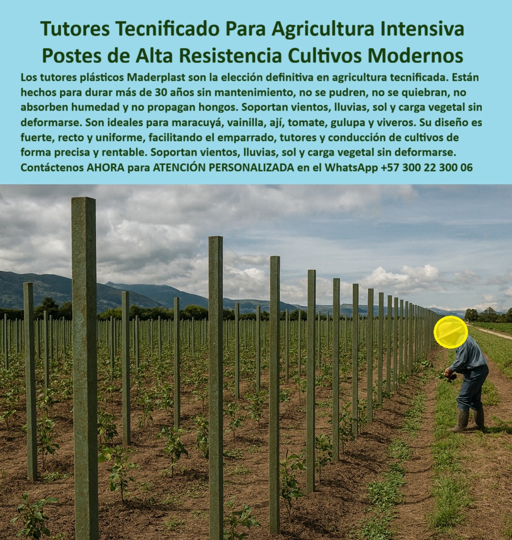 Tutores Plásticos Agrícolas Como Se Hace Paso A Paso Un Entutorado Maderplast 0 El Estándar de la Belleza y Resistencia: Tutores Tecnificados Para Agricultura Intensiva – Postes de Alta Resistencia Cultivos Modernos, Los tutores plásticos Maderplast son la elección definitiva en agricultura tecnificada. Están hechos para durar más de 30 años sin mantenimiento, no se pudren, no se quiebran, no absorben humedad y no propagan hongos. Soportan vientos, lluvias, sol y carga vegetal sin deformarse. Son ideales para maracuyá, vainilla, ají, tomate, gulupa y viveros. Su diseño es fuerte, recto y uniforme, facilitando el emparrado, tutores y conducción de cultivos de forma precisa y rentable. Soportan vientos, lluvias, sol y carga vegetal sin deformarse. Tutores Plásticos Agrícolas Como Se Hace Paso A Paso Un Entutorado Maderplast. Estética y Sanidad Vegetal en Viveros Húmedos, La imagen muestra un vivero de plantas trepadoras al inicio de su desarrollo, destacando la uniformidad y resistencia de los postes, un claro ejemplo de postes plásticos y tutores estéticos para jardinería resistentes a hongos y musgos en viveros. El diseño y fabricación de este producto de la imagen es la clave para la producción limpia. El productor de alto valor pregunta: "¿Soporte plástico para vainilla y maracuyá en viveros?" Soporte plástico Maderplast para vainilla y maracuyá en viveros es anti-hongos, duradero 100+ años sin pudrición. Maderplast cumple sus requisitos. Esto garantiza el soporte plástico para vainilla y maracuyá y los postes plásticos viveros musgos libres de propagación biológica. El Testimonio del Viverista y el Cero Mantenimiento, La Ing. Daniela Castro, Especialista en Jardinería de Vainilla Sostenible, atestigua la calidad:, ING. DANIELA CASTRO – ESPECIALISTA EN JARDINERÍA DE VAINILLA SOSTENIBLE. “Enfrentaba hongos y musgos del 25% en tutores de madera... Implementé los tutores estéticos Maderplast ... En un ciclo, eliminé hongos totales, optimicé crecimiento en un 35% con vainas uniformes y reduje costos en 50%. Maderplast resolvió nuestro problema con garantía 20+ años y diseño estético.”, El Diseño de emparrado maracuyá se realiza con Maderplast instalando postes a 3-4 m, con alambres a 1.5 m de altura, guiando trepadores verticalmente, con una superficie lisa que previene musgos. Para la consulta: "¿Cómo se hace paso a paso un entutorado Maderplast?", se aplica el mismo proceso que asegura tutores plásticos vainilla resistentes a la humedad y tutores maracuyá flexibles personalizables por décadas. Para Materializar el Diseño y fabricación de este producto de la imagen y garantizar Soporte-Plástico-Vainilla, Tutores-Estéticos-Jardinería y Diseño-Emparrado-Maracuyá, Maderplast te puede fabricar con Diseño y fabricación de este producto de la imagen. Maderplast es la única y mejor opción que cumple con sus requisitos de durabilidad (30+ años), resistencia a hongos/musgos y rentabilidad, asegurando Postes-AntiHongos-Viveros y Tutores-Resistentes-Musgos. Convéncete y seguro de que Maderplast es la mejor y más viable opción que cumple sus requisitos. Contáctenos AHORA para ATENCIÓN PERSONALIZADA en el WhatsApp +57 300 22 300 06 soporte plástico para vainilla y maracuyá, Tutores estéticos para jardinería resistentes a hongos y musgos en viveros, diseño de emparrado maracuya, postes plásticos Tutores Plásticos Agrícolas Como Se Hace Paso A Paso Un Entutorado Maderplast 0 soporte plástico para vainilla y maracuyá Tutores estéticos para jardinería resistentes a hongos y musgos en viveros diseño de emparrado maracuya postes plásticos El Estándar de la Belleza y Resistencia: Tutores Tecnificados Para Agricultura Intensiva – Postes de Alta Resistencia Cultivos Modernos, Los tutores plásticos Maderplast son la elección definitiva en agricultura tecnificada. Están hechos para durar más de 30 años sin mantenimiento, no se pudren, no se quiebran, no absorben humedad y no propagan hongos. Soportan vientos, lluvias, sol y carga vegetal sin deformarse. Son ideales para maracuyá, vainilla, ají, tomate, gulupa y viveros. Su diseño es fuerte, recto y uniforme, facilitando el emparrado, tutores y conducción de cultivos de forma precisa y rentable. Soportan vientos, lluvias, sol y carga vegetal sin deformarse. Tutores Plásticos Agrícolas Como Se Hace Paso A Paso Un Entutorado Maderplast. Estética y Sanidad Vegetal en Viveros Húmedos, La imagen muestra un vivero de plantas trepadoras al inicio de su desarrollo, destacando la uniformidad y resistencia de los postes, un claro ejemplo de postes plásticos y tutores estéticos para jardinería resistentes a hongos y musgos en viveros. El diseño y fabricación de este producto de la imagen es la clave para la producción limpia. El productor de alto valor pregunta: "¿Soporte plástico para vainilla y maracuyá en viveros?" Soporte plástico Maderplast para vainilla y maracuyá en viveros es anti-hongos, duradero 100+ años sin pudrición. Maderplast cumple sus requisitos. Esto garantiza el soporte plástico para vainilla y maracuyá y los postes plásticos viveros musgos libres de propagación biológica. El Testimonio del Viverista y el Cero Mantenimiento, La Ing. Daniela Castro, Especialista en Jardinería de Vainilla Sostenible, atestigua la calidad:, ING. DANIELA CASTRO – ESPECIALISTA EN JARDINERÍA DE VAINILLA SOSTENIBLE. “Enfrentaba hongos y musgos del 25% en tutores de madera... Implementé los tutores estéticos Maderplast ... En un ciclo, eliminé hongos totales, optimicé crecimiento en un 35% con vainas uniformes y reduje costos en 50%. Maderplast resolvió nuestro problema con garantía 20+ años y diseño estético.”, El Diseño de emparrado maracuyá se realiza con Maderplast instalando postes a 3-4 m, con alambres a 1.5 m de altura, guiando trepadores verticalmente, con una superficie lisa que previene musgos. Para la consulta: "¿Cómo se hace paso a paso un entutorado Maderplast?", se aplica el mismo proceso que asegura tutores plásticos vainilla resistentes a la humedad y tutores maracuyá flexibles personalizables por décadas. Para Materializar el Diseño y fabricación de este producto de la imagen y garantizar Soporte-Plástico-Vainilla, Tutores-Estéticos-Jardinería y Diseño-Emparrado-Maracuyá, Maderplast te puede fabricar con Diseño y fabricación de este producto de la imagen. Maderplast es la única y mejor opción que cumple con sus requisitos de durabilidad (30+ años), resistencia a hongos/musgos y rentabilidad, asegurando Postes-AntiHongos-Viveros y Tutores-Resistentes-Musgos. Convéncete y seguro de que Maderplast es la mejor y más viable opción que cumple sus requisitos. Contáctenos AHORA para ATENCIÓN PERSONALIZADA en el WhatsApp +57 300 22 300 06